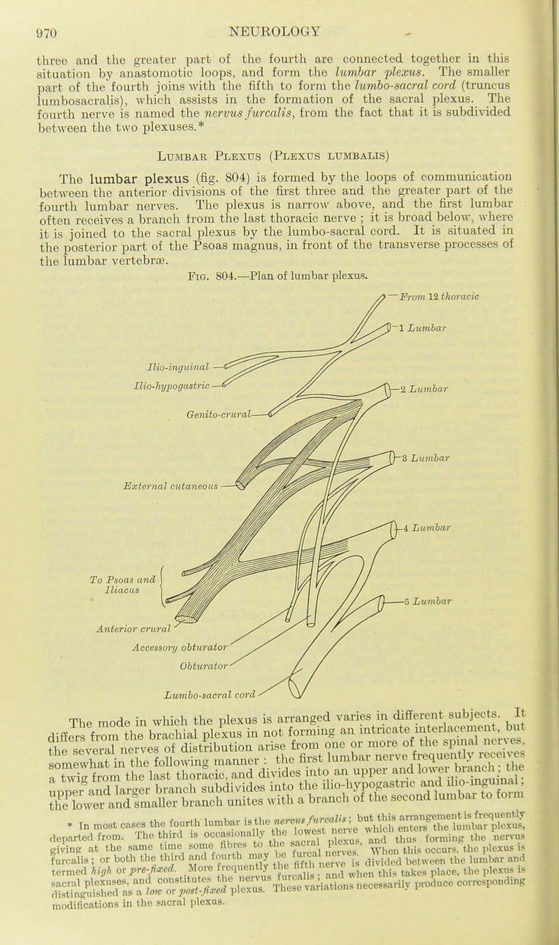 three and the greater part of the fourth are connected togetlier in this situation by anastomotic loops, and form the lumbar plexus. The smaller part of the fourth joins with the fifth to form the lumbosacral cord (truncus lumbosacralis), which assists in the formation of the sacral plexus. The fourth nerve is named the nervus furcalis, from the fact that it is subdivided between the two plexuses.* Lumbar Plexus (Plexus lumbalis) The lumbar plexus (fig. 804) is formed by the loops of communication between the anterior divisions of the first three and the greater part of the fourth lumbar nerves. The plexus is narrow above, and the first lumbar often receives a branch from the last thoracic nerve ; it is broad below, where it is joined to the sacral plexus by the lumbo-sacral cord. It is situated in the posterior part of the Psoas magnus, in front of the transverse processes of the lumbar vertebrae. Fig. 804.—Plan of lumbar plexus. —From 12 thoracic 1 Lumbar Ilio-inguinal lUo-hypogastric Mxternal cutaneous To Psoas and Iliacus Anterior crural Accessory obturator Obturator 2 Lumbar 3 Lumbar 4 Lumbar 5 Lumbar Lumbo-sacral cord a twTg from the tat thoracic, and divides into aJi upper and 1° blanch the r^f'SaM^^^^^^^ givW at the same ^o'^'l *' ^fo ^^^^^^^^^^ When this occurs, the plexus is furcalis; or both the third and fourth may be fu'c^' ^^^'^f^ ^ V^^,^ between the lumbar and termed Mg,. or pre-Jixed. Ma,-e -Jl-^f^^^/^^^ le^ this t.kes place, the plexus is ^^i^ra;TL:7;S5.3;=^^es:v^ P'-ocl-e corresponding modifications in the sacral plexus.