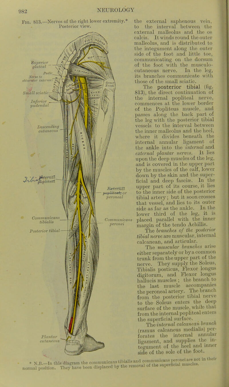 Pig, 813.—Nerves of the right lower extremity.* Posterior view. 8itperior_ / ^\ gluteal \^ Pudk_ ^/ Xei-oe to ohtiirator interim- Umall sciatic- Inferior pudendal ■ C.ff,it\ Descending cutaneoxis -f-^y^r^-^j^litt Coniviwiicans _ tibialis Posterior tibial- /'A Eieternal ■ jw^Ml-mi^ or peroneal Communicans peronei Plantar cutaneous the external saphenous vein, to the interval between tlie external malleolus and the os calcis. It winds round the outer malleolus, and is distributed to tlic integument along the outer side of the foot and little toe, communicating on the dorsum of the foot with the musculo- cutaneous nerve. In the leg, its branches communicate with those of tlie small sciatic. The posterior tibial (fig. 813), the direct continuation of the internal popliteal nerve, commences at the lo« er Ijorder of the PopHteus muscle, and passes along the back part of the leg with the posterior tibial vessels to the interval between the inner malleolus and the heel, where it divides beneath the internal annular ligament of the ankle into the internal and external 2^lantar nerves. It lies upon the deep muscles of the leg, and is covered in tlie upper part by the muscles of the calf, lower doOTi by the skin and the super- ficial and deep fascise. In the upper part of its course, it hes to the inner side of the posterior tibial artery; but it soon crosses that vessel, and lies to its outer side as far as the ankle. In the lower third of the leg, it is placed parallel with the inner margm of the tendo AchUlis. The branches of the posterior tibial nerve are muscular, internal calcanean, and articular. The muscular branches arise either separately or by a common trunk from the upper part of the nerve. Tliey supply the Soleus. Tibialis posticus. Flexor longus digitorum, and Flexor lougu.< hallucis muscles ; the branch to the last nuiscle accompanies the peroneal artery. The brancli from the posterior tibial nerve to the Soleus entci-s the deep surface of the muscle, while that from the internal popliteal enters the superficial surface. The internal calcanean branch (ramus calcaneus medialis) per- forates the internal annular hgament, and suppUes tlie in- tegument of the heel and inner side of the sole of the foot. innniicans )icroiioi are not in Iheii * N.B.-In this diagram the coninninicans til>iali.s and com. _ ^ .urerficial muscles, normal position. The/have been displaced by the removal of the .uiierhc.al mu.ci