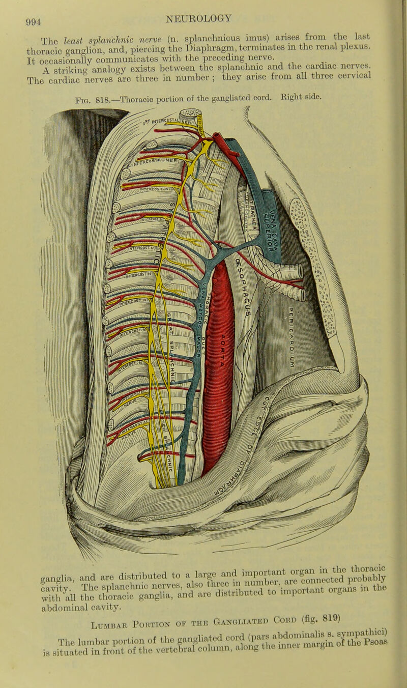 The least splanchnic nerve, (n. splanchnicus inius) arises from the last thoracic ganglion, and, piercing the Diaphragm, terminates m the renal plexus. It occasionally communicates with the precedmg nerve. A striking analogy exists between the splanchnic and the cardiac nerves The cardiac nerves are three in number ; they arise from all three cervical g] 8—Thoracic portion of the gangliated cord. Right side. ganglia, and an, distributed to a largo ^f^^rCU'Sn^ctod pS^^^^ abdominal cavity. Lumbar Portion of the Gangliated Cord (fig. 819)