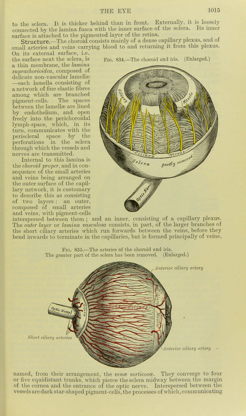 to the sclera. It is tliicker behind than in front. Externally, it is loosely connected by the lamma fusca mth the inner sui'face of the sclera. Its inner surface is attached to the pigmented layer of the retina. Structure.—The choroid consists mainly of a dense capillary plexus, and of small arteries and veins carrying blood to and returning it fi-om this plexus. On its external surface, i.e. the sui-face next the sclera, is -pio, 834.—The choroid and iris. (Enlarged.) a thin membrane, the lamina suprachorioidea, composed of delicate non-vascular lamellaj —each lamella consisting of a network of fine elastic fibres among wliich are branched pigment-cells. The spaces between the lameUse are Imed by endothelium, and open freely into the perichoroidal lymph-space, which, in its turn, communicates Avith the periscleral space by the perforations in the sclera through wliich the vessels and nerves are transmitted. Internal to this lamina is the choroid 'proper, and in con- sequence of the small arteries and veins being arranged on the outer surface of the capil- lary network, it is customary to describe this as consisting of two layers : an outer, composed of small arteries and veins, with pigment-cells interspersed between them ; and an inner, consisting of a capillary plexus. The outer layer or lamina vasculosa consists, in part, of the larger branches of the short ciliary arteries which run forwards between the veins, before they bend inwards to terminate in the capillaries, but is formed principally of veins, Fig. 835.—^The arteries of the choroid and iris. The greater part of the sclera has been removed. (Enlarged.) named, from their arrangement, tiie venoe. vorlicosce. They converge to four or five equidistant trunks, which pierce the sclera midway between the margin of the cornea and the entrance of the optic nerve. Interspersed between the vessels are dark star-shaped pigment-cells, the processes of which, communicating