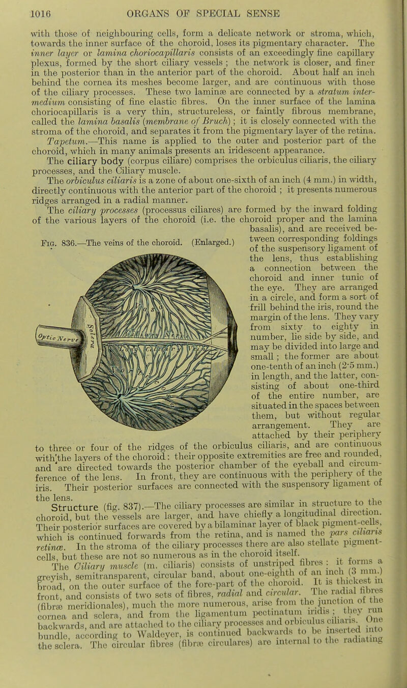 Fig. 836.- with those of neighbouring cells, form a delicate network or stroma, which, towards the inner surface of the choroid, loses its pigmentary character. The inner layer or lamina choriocapillaris consists of an exceedingly fine capillary X^lexus, formed by the short ciliary vessels ; the network is closer, and finer in the posterior than in the anterior part of the choroid. About half an inch behind the cornea its meshes become larger, and are contmuous with those of the ciliary processes. These two laminae are connected by a stratum inter- medium consisting of fine elastic fibres. On the imier surface of the lamina choriocapillaris is a very thin, structureless, or faintly fibrous membrane, called the lamina basalis {membrane of Bruch); it is closely connected vnth. the stroma of the choroid, and separates it from the pigmentary layer of the retina. Tapetum.—This name is applied to the outer and posterior part of the choroid, which in many animals presents an iridescent appearance. The ciliary body (corpus ciliare) comprises the orbiculus ciUaris, the ciliary processes, and the Ciliary muscle. The orbiculus ciliaris is a zone of about one-sixth of an inch (4 mm.) in width, directly continuous with the anterior part of the choroid ; it presents numerous ridges arranged in a radial manner. The ciliary processes (processus ciliares) are formed by the inward folding of the various layers of the choroid (i.e. the choroid proper and the lamina basahs), and are received be- -The veins of the choroid. (Enlarged.) ^Ween corresponding foldings of the suspensory ligament oi the lens, thus establishing a connection between the choroid and inner tunic of the eye. They are arranged in a circle, and form a sort of frill behind the iris, round the margin of the lens. They vary from sixty to eighty in number, lie side by side, and may be divided into large and small ; the former are about one-tenth of an inch (2-5 mm.) in length, and the latter, con- sisting of about one-third of the entire number, are situated in the spaces between them, but without regular arrangement. They are attached by then- periphery to three or four of the ridges of the orbiculus ciliaris, and are continuous with'the layers of the choroid: their opposite extremities are free and rounded, and'are directed towards the posterior chamber of the eyeball and circum- ference of the lens. In front, they are continuous with the periphery ot the iris. Their posterior surfaces are connected with the suspensory hgament ot Structure (fig. 837).—The ciliary processes are similar in structure to the choroid, but the vessels are larger, and have chiefly a longituduial direction. Their posterior surfaces are covered by abilaminar layer of black pigment-ceUs, which is continued forwards from the retina, and is named the pars a harts retince. In the stroma of the ciliary processes there are also steUatc pigment- cells, but these are not so numerous as in the choroid itself. The Ciliary muscle (m. ciliaris) consists of unstriped fibres it forms a greyish, semitransparent, circular band, about one-eighth of an if| broad on the outcTr surface of the fore-part of the choroid. It is thickest m front, and consists of two sets of fibres, radial and circular - - ' e numerous, arise from the junction oi lue they The radial fibres (fibrse raeridionales), much the more . cornea and sclera, and from the ligamentum pectinatum mdis ; backwards, and are attached to the ciliary proces.ses '-^^^^ orbiculus ciliam bundle, according to Waldeyer, is continued be in^^^^^^ the sclera. Tiie circular fibres (fibra^ circulares) are internal to the radiating run One