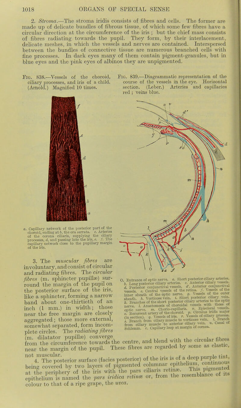 2. Stroma.—The stroma iridis consists of fibres and cells. The former are made up of delicate bundles of fibrous tissue, of which some few fibres have a circular direction at the circumference of the iris ; but the chief mass consists of fibres radiating towards the pupil. They form, by their interlacement, delicate meshes, in which the vessels and nerves are contained. Interspersed between the bundles of connective tissue are numerous branched cells with fine processes. In dark eyes many of them contain pigment-granules, but in blue eyes and the pink eyes of albinos they are unpigmented. Ha. 838.—Vessels of the choroid, ciliary processes, and iris of a child. (Arnold.) Magnified 10 times. Fig. 839.—Diagrammatic representation of the course of the vessels in the eye. Horizontal section. (Leber.) Arteries and capillaries red ; veins blue. a. Capillary network of the posterior part of the choroid, endiBg at 6, the ora serrata. c. Arteries of the corona ciliaris, supplying the ciliary processes, d, and passing into the iris, e. f. The caplUary network close to the pupillary margin of the iris. 3. The muscular fibres are involuntary, and consist of circular and radiating fibres. The circular fibres (m. sphincter pupillse) sur- round the margin of the pupil on the posterior surface of the iris, like a sphincter, forming a narrow band about one-thirtieth of an inch (1 mm.) in width; those near the free margin are closely aggregated; those more external, somewhat separated, form incom- plete circles. The radiating fibres (m. dilatator pupillse) converge. „;,,^,,inr fibrfs from the circumference towards the centre, and blend with the cucular fibres near the margin of the pupil. These fibres are regarded by some as elastic, ^V^The posterior surface (facies posterior) of the iris is of a deep l^rpl^^^^^^^^^^ being covei^d by two layers of pigmented -oh^nmav ev^thehnm co^^^ at the periphery of the iris with the pars ciliaris retinw. Tins P'gm^ntea epitheliSmTs nLed the pars iridica retinc. or, from the resemblance of its colour to that of a ripe grape, the uvea. ) Entrance of optic nerve, a. Short posterior ciliary artenes. 6 Long posterior ciliary arteries, c. .^Jltcrior ciliary vessels. d. Posterior conjunctival vessels, d'. Anterior conjunctivul vessels, c. Central vessels of the retina, f. ^ ffisels of tlie inner sheatli of the optic nerve, g. Vessels of tlie outer sheath, h. Vorticose vein. i. Short posterior cihary vein. Branches of Uie short posterior ciharj- arteries to the optic nerve I Anastomosis of choroidal vessels with those of optic nerve, m. Chorio-capUlaris. n. Kpi.-;deral vessels. 0 Becurrent artcivof tlie choroid, p. OrciUus indis major (in section). ?. VesscLs of iris. J-- Vessels of cihary pr^f.'j. s Branch from eiliarv muscle to vorticose vein. <. Branch from cUiary muscle to anterior ciliary vein. «. Canal of Schlemm. r. Capillarv loop at margin of coniea.