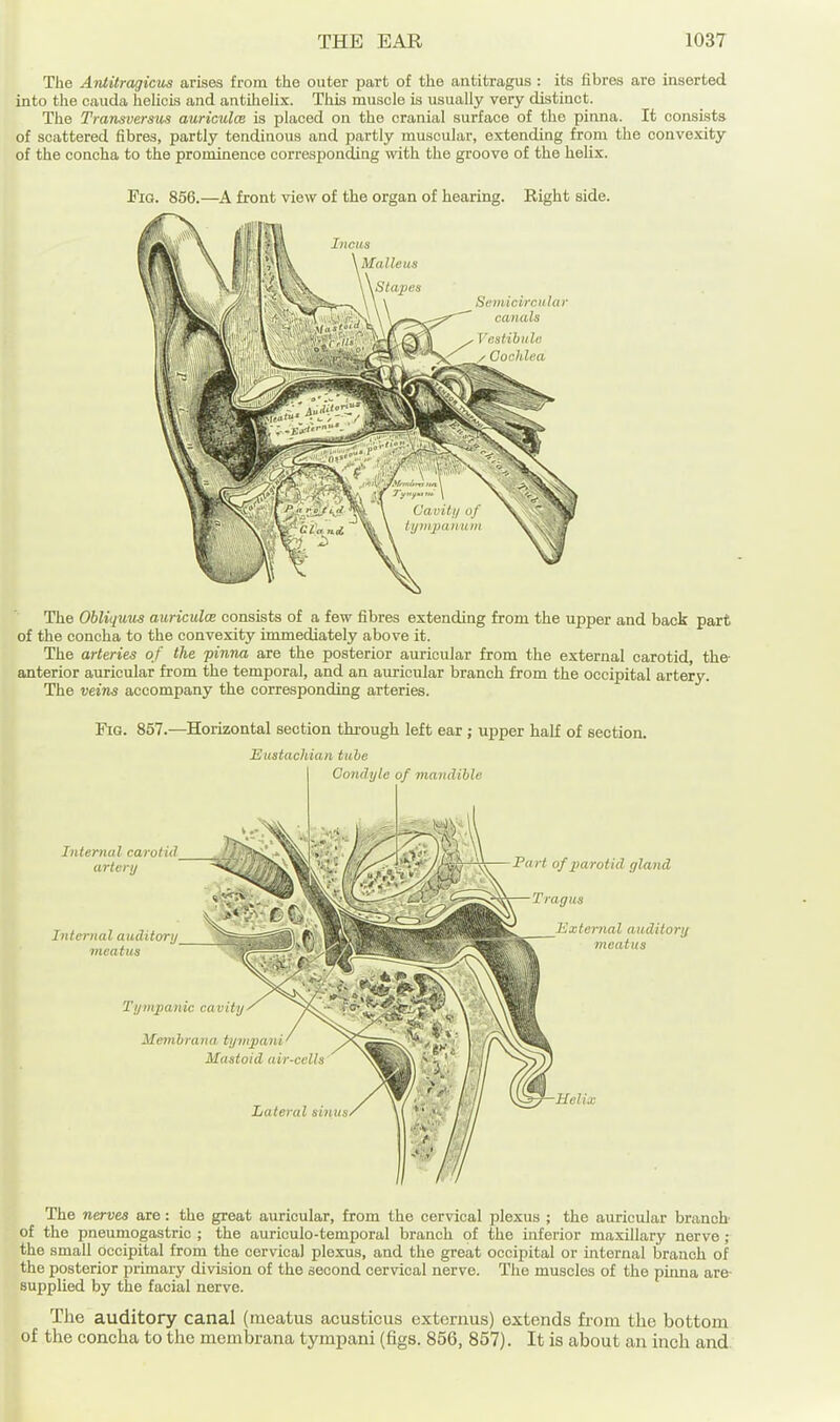 The AiUitragicus arises from the outer part of the antitragus : its fibres are inserted into the cauda helicis and antihelix. Tliis muscle is usually very distinct. The Transversus auricula is placed on the cranial surface of the pinna. It consists of scattered fibres, partly tendinous and partly muscular, extending from the convexity of the concha to the prominence corresponding with the groove of the helix. i^G. 856.—A front view of the organ of hearing. Right side. The Ohliquus auriculce consists of a few fibres extending from the upper and back part of the concha to the convexity immediately above it. The arteries of the pinna are the posterior auricular from the external carotid, the- anterior auricular from the temporal, and an auricular branch from the occipital artery. The veins accompany the corresponding arteries. The nerves are: the great auricular, from the cervical plexus ; the auricular branch- of the pneumogastric ; the auriculo-temporal branch of the inferior maxillary nerve ; the small occipital from the cervical plexus, and the great occipital or internal branch of the posterior primary division of the second cervical nerve. The muscles of the pinna are- supplied by the facial nerve. Tlie auditory canal (meatus acusticus externus) extends from the bottom of the concha to the membrana tympani (figs. 856, 857). It is about an inch and.