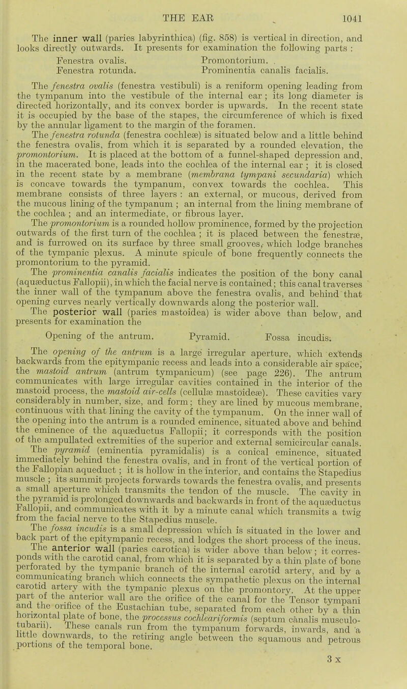 The inner wall (paries labyrinthica) (fig. 858) is vertical in direction, and looks directly outwards. It presents for examination the following parts : Fenestra ovalis. Promontorium. . Fenestra rotunda. Prominentia canalis facialis. The fenestra ovalis (fenestra vestibuli) is a reniform opening leading from the tympanum into tlie vestibule of the internal ear ; its long diameter is directed horizontally, and its convex border is upwards. In the recent state it is occupied by the base of the stapes, the circumference of M'liich is fixed by the annular ligament to the margin of the foramen. The fenestra rotunda (fenestra cochleae) is situated below and a little behind the fenestra ovalis, from which it is separated by a rounded elevation, the promontorium. It is placed at the bottom of a funnel-shaped depression and, in the macerated bone, leads into the cochlea of the internal ear ; it is closed in the recent state by a membrane (memhrana iympani secundaria) which is concave towards the tympanum, convex towards the cochlea. This membrane consists of three layers : an external, or mucous, derived from the mucous lining of the tymjaanum ; an internal from the lining membrane of the cochlea ; and an intermediate, or fibrous layer. The promontorium is a rounded hollow prominence, formed by the projection outwards of the first turn of the coclilea ; it is placed between the fenestrse, and is furrowed on its surface by three small grooves,- wliich lodge branches of the tympanic plexus. A minute spicule of bone frequently connects the promontorium to the pyramid. The prominentia canalis facialis indicates the position of the bony canal (aquaeductus Fallopii), in which the facial nerve is contained; this canal traverses the inner wall of the tympanum above the fenestra ovalis, and behind that opening curves nearly vertically downwards along the posterior wall. The posterior wall (paries mastoidea) is \nder above than below, and j)resents for examination the Opening of the antrum. Pyramid. Fossa incudis. The opening of the antrum is a large irregular aperture, vc\\ic\\ extends backwards from the epitympanic recess and leads into a considerable air space; the mastoid antrum (antrum tympanicum) (see page 226). The antrum communicates with large irregular cavities contained in the interior of the mastoid process, the mastoid air-cells (cellulse mastoidese). These cavities vary considerably in number, size, and form; they are lined by mucous membrane, contmuous with that lining the cavity of the tympanum. On the inner wall of the opening into the antrum is a rounded eminence, situated above and behind the eminence of the aquaeductus Fallopii; it corresponds Mith the position of the ampullated extremities of the superior and external semicircular canals. _ The pyramid (eminentia pyramidalis) is a conical eminence, situated immediately behind the fenestra ovalis, and in front of the vertical portion of the Fallopian aqueduct; it is hollow in the interior, and contains the Stapedius muscle ; its summit projects forM'ards towards the fenestra ovalis, and presents a small aperture whicli transmits the tendon of the muscle. The cavity in tlie pyramid is prolonged downwards and backwards in front of the aquaeductus Fallopii, and communicates with it by a minute canal winch transmits a twis from the facial nerve to the Stapedius muscle. The fossa incudis is a small depression which is situated in the lower and back part of the epitympanic recess, and lodges the short process of the incus. Ihe anterior wall (paries carotica) is ^^^der above than beloAv; it corres- ponds with tlie carotid canal, from which it is separated by a thin plate of bone perforated by the tympanic branch of the internal carotid artery, and by a communicating branch which connects the sympathetic plexus on the internal carotid artery with the tympanic plexus on the promontory. At the upper part of the anterior wall are the orifice of the canal for the Tensor tympani and tlie orifice of the Eustachian tube, separated from each other by a tliin Horizontal plate of bone, the processus cochlear if or mis (septum canalis musculo- tubarn). These canals run from the tympanum for\N'ards, inwards, and a little downwards, to the retiring angle between the squamous and petrous portions of the temporal bone. 3 X