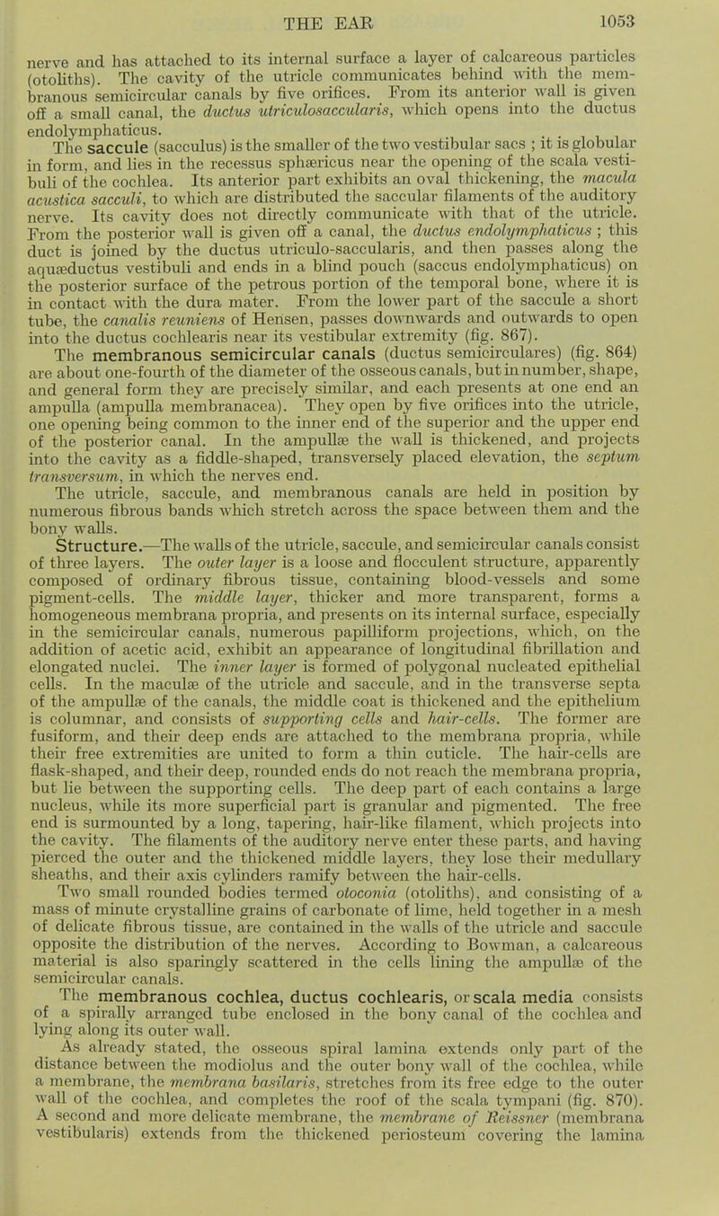 nerve and has attached to its internal surface a layer of calcareous particles (otoUths). The cavity of the utricle communicates behind with the mem- branous semicircular canals by five orifices. From its anterior wall is given off a small canal, the ductus utriculosaccularis, which opens into the ductus endolymphaticus. • • i r i The saccule (sacculus) is the smaller of tlie two vestibular sacs ; it is globumr in form, and lies in the recessus sphsericus near the opening of the scala vesti- buli of the cochlea. Its anterior part exhibits an oval thickening, the macula acustica saccuU, to which are distributed the saccular filaments of the auditory nerve. Its cavity does not directly communicate with that of the utricle. From the posterior wall is given off a canal, the ductus endolymphaticus ; this duct is joined by the ductus utriculo-saccularis, and then passes along the aquffiductus vestibuli and ends in a blind pouch (saccus endolymphaticus) on the posterior surface of the petrous portion of the temporal bone, where it is m contact with the dura mater. From the lower part of the saccule a short tube, the canalis reuniens of Hensen, passes doA\ nwards and outwards to open into the ductus cochlearis near its vestibular extremity (fig. 867). The membranous semicircular canals (ductus semicirculares) (fig. 864) are about one-fourth of the diameter of the osseous canals, but in number, sliape, and general form they are precisely similar, and each presents at one end an ampulla (ampulla membranacea). They open by five orifices into the utricle, one opening being common to the inner end of the superior and the upj)er end of the posterior canal. In the ampuUse the ^^•all is thickened, and projects into the cavity as a fiddle-shaped, transversely placed elevation, the septum transversum, in which the nerves end. The utricle, saccule, and membranous canals are held in position by numerous fibrous bands which stretch across the space between them and the bony walls. Structure.—The walls of the utricle, saccule, and semicircular canals consist of three layers. The outer layer is a loose and flocculent structure, apparently composed of ordinary fibrous tissue, containing blood-vessels and some pigment-cells. The middle layer, thicker and more transparent, forms a homogeneous membrana propria, and presents on its internal surface, especially in the semicircular canals, numerous papiUiform projections, which, on the addition of acetic acid, exhibit an appearance of longitudinal fibrillation and elongated nuclei. The inner layer is formed of polygonal nucleated epithelial cells. In the maculae of the utricle and saccule, and in the transverse septa of tlie ampuUse of the canals, the middle coat is thickened and the epithelium is columnar, and consists of supporting cells and hair-cells. The former are fusiform, and their deep ends are attached to the membrana propria, while their fi-ee extremities are united to form a thin cuticle. The hair-cells are flask-shaped, and then' deep, rounded ends do not reach the membrana propria, but lie betM'een the supporting cells. Tlie deep part of each contains a large nucleus, while its more superficial part is granular and pigmented. The free end is surmounted by a long, tapering, hair-like filament, which projects into the cavity. The filaments of the auditory nerve enter these parts, and having pierced the outer and the thickened middle layers, they lose their medullary sheaths, and then* axis cylinders ramify betAveen the haii'-cells. Two small rounded bodies termed otoconia (otoliths), and consisting of a mass of minute crystalline grains of carbonate of lime, held together in a mesh of delicate fibrous tissue, are contained in the \\ alls of the utricle and saccule opposite the distribution of the nerves. According to Bowman, a calcareous material is also sparingly scattered in the cells lining tlie ampullae of the .semicircular canals. The membranous cochlea, ductus cochlearis, or scala media consists of a spirally arranged tube enclosed in the bony canal of the cochlea and lying along its outer waU. As already stated, the osseous spiral lamina extends only part of the distance between tlie modiolus and the outer bony wall of the cochlea, while a membrane, the membrana basilaris, stretclies from its free edge to tlie outer wall of tlie cochlea, and completes the roof of the scala tympani (fig. 870). A second and more delicate membrane, the membrane of lleissner (membrana vestibularis) extends from the thickened periosteum covering tlie lamina