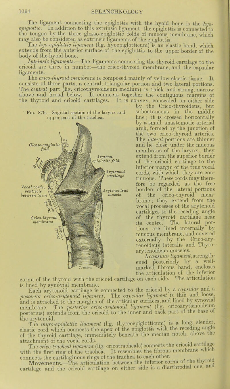 Glosso-epiglottic fold The ligament connecting the epiglottis with the hyoid bone is the hyo- epigloUic. In addition to this extrinsic ligament, the epiglottis is connectecfto the tongue by the three glosso-epiglottic folds of mucous membrane, which may also be considered as extrinsic ligaments of the epiglottis. The hyo-epiglottic ligament (lig. hyoepiglotticum) is an elastic band, which extends from the anterior surface of the epiglottis to the upper border of the body of the hj'oid bone. Intrinsic ligaments.-—The ligaments connecting the thyroid cartilage to the cricoid are three in number—the crico-thyroid membrane, and the capsidar ligaments. The crico-thyroid membrane is composed mainly of yellow elastic tissue. It consists of three parts, a central, triangular portion and two lateral portions. The central part (lig. cricothyi-eoideum medium) is thick and strong, narrow above and broad below. It connects together the contiguous margins of the thyroid and cricoid cartilages. It is convex, concealed on either side ■ by the Crico-thyroideus, but Fig. 879.—Sagittal section of the larynx and subcutaneous in the roiddle upper part of the trachea. line ; it is crossed horizontally by a small anastomotic arterial arch, formed by the junction of the two crico-thyroid arteries. The lateral portions are thinner and lie close under the mucous membrane of the larynx; they extend from the superior border of the cricoid cartilage to the inferior margin of the true vocal cords, with which they are con- tinuous. These cords may there- fore be regarded as the free borders of the lateral portions of the crico-thyroid mem- brane ; they extend from the vocal processes of the arytenoid cartilages to the receding angle of the thyroid cartilage near its centre. The lateral por- tions are lined internally by mucous membrane, and covered externally by the Crico-ary- tenoideus lateralis and Thyro- arytenoideus muscles. ' Acapsular ligament,strength- ened posteriorly by a well- marked fibrous band, encloses the articulation of the inferior cornu of the thyroid with the cricoid cartilage on each side. The articulation is lined by synovial membrane. Each arytenoid cartilage is connected to the cricoid by a capsular and a posterior crico-arijtenoid ligament. The capsular ligament is thin and loose, and is attached to the margins of the articular surfaces, and hned by synovial membrane. The posterior crico-arytenoid ligament (lig. cncoarytaMioideum posterius) extends from the cricoid to the inner and back part of the base ot the arytenoid. . , , The thyro-epiglottic ligament (lig. thyreoepiglotticum) is a long, slenaer, elastic coril which connects the apex of the epiglottis with the receding angle of the thyroid cartilage, immediately beneath the median notch, above the attachment of the vocal cords. . ., The crico-tracheal ligament (lig. cricotracheale) connects the cricoid cartilage with the first ring of the trachea. It resembles the fibrous membrane wliion connects tlie cartilaginous rings of the trachea to each other. , , ■^ Movements.—The articulation between the hiferior cornu of the tliyroia cartilage and the cricoid cartilage on eitlier side is a diarthrodial one, ana Vocal cords, ventricle between, them Aryteno- epiglottic fold Arytenoid cartilage Arytenoideui muscle Orico-thyroid membrane