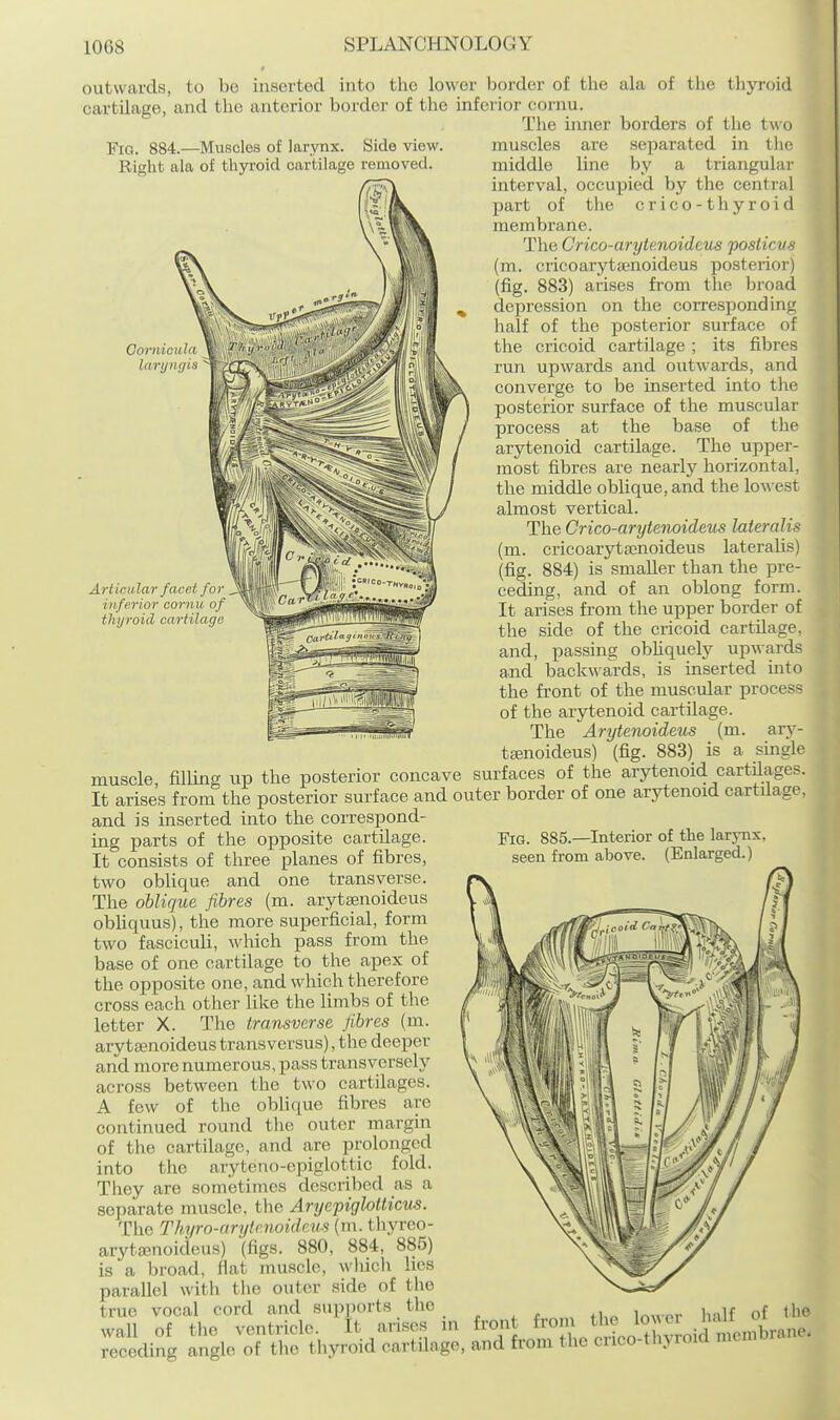 Oornicitlti laryiujh outwards, to be inserted into the lower border of the ala of the thyroid cartilage, and the anterior border of the inferior cornu. The inner borders of the two FiQ. 884.—Muscles of larynx. Side view. muscles are separated in tlie Right ala of thyroid cartilage removed. middle line by a triangular f^^S\ interval, occupied by the central part of the crico-thyroid membrane. The Crico-aryte.noideus posticvs (m. cricoarytajnoideus posterior) (fig. 883) arises from the broad depression on the corresponding half of the posterior surface of the cricoid cartilage ; its fibres run upwards and outwards, and converge to be inserted into the posterior surface of the muscular process at the base of the arytenoid cartilage. The upper- most fibres are nearly horizontal, the middle oblique, and the lowest almost vertical. The Crico-arytenoideus lateralis (m. cricoaryta)noideus lateralis) (fig. 884) is smaller than the pre- ceding, and of an oblong form. It arises from the upper border of the side of the cricoid cartilage, and, passing obhquely upwards and backwards, is inserted into the front of the muscular process of the arytenoid cartilage. The ' Arytenoideus (m. ary- tsenoideus) (fig. 883) is a smgle muscle, filling up the posterior concave surfaces of the arytenoid cartilages. It arises from the posterior surface and outer border of one arytenoid cartilage, and is inserted into the correspond- Articular facet for inferior cornu of thyroid cartilage ing parts of the opposite cartilage. It consists of three planes of fibres, two oblique and one transverse. The oblique fibres (m. arytajnoideus obUquus), the more superficial, form two fasciculi, which pass from the base of one cartilage to the apex of the opposite one, and which therefore cross each other like the limbs of the letter X. The transverse fibres (m. ary tsenoideus trans versus), the deeper and more numerous, pass transversely across between the two cartilages. A few of the oblique fibres are continued round the outer margin of the cartilage, and are prolonged into the aryteno-epiglottic fold. They are sometimes described as a separate muscle, the Aryepiglotticus. The Thyro-arytr.noideus (m. thyreo- aryta>noideus) (figs. 880, 884, 885) is a broad, flat muscle, wliich lies parallel with the outer side of the true vocal cord and supports the wall of the ventricle. It arises Fig. 885.—Interior of the larynx, seen from above. (Enlarged.) in front from wall of the ventricle, it arises m iiuuu 'V^^'-r ,brane receding angle of the thyroid cartilage, and from the cnco-th^roid mem