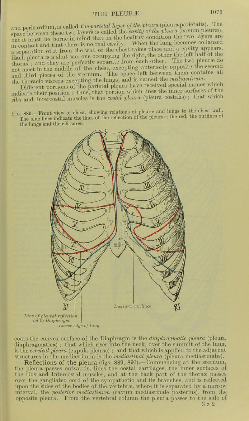 1U75 and pericardium, is caUed the parietal layer of the pleura (pleura panetahs). 1 he smce bet^yeen these two layers is caUed the cavity oj the pleura (cavum pleurae), buTft must be borne in mind that in the healthy condition the two layers are in contact and that there is no real cavity. When the lung becomes coUapsed a separation of it from the wall of the chest takes place and a cavity appears Each pleura is a shut sac, one occupying the right the other the left half of the tliorax • and they are perfectly separate from each other. The two pleural do not meet in the middle of the chest, excepting anteriorly opposite the second and thii-d pieces of the sternum. The space left between them contains aU the thoracic viscera excepting the lungs, and is named the mediastinum.. Different portions of the parietal pleura have received special names which indicate their position : thus, that portion which Unes the inner surfaces of the ribs and Intercostal muscles is the costal pleura (pleura costahs) ; that which Fig 889.—Front view of chest, showing relations of pleur£B and kings to the chest-wall The blue lines indicate the lines of the reflection of the pleurae ; the red, the outhnes ot the lungs and their fissures. A. Line of pleural reflection on to Diaphragm Lower edge of lung coats the convex surface of the Diaphragm is the diaphragmatic pleura (pleura diaphragmatica) ; tliat which rises into the neck, over the summit of the lung, is the cervical pleura (cupula pleuraj) ; and tliat which is applied to the adjacent structures in the mediastinum is tlie mediastinal pleura (pleura mediastinalis). Reflections of the pleura (figs. 889, 890).—Commencing at the sternum, the pleura passes outwards, lines the costal cartilages, the inner surfaces of the ribs and Intercostal muscles, and at the back part of the thorax passes over the gangliated cord of tlie sympathetic and its branches, and is reflected upon the sides of the bodies of the vertebrae, where it is separated by a narrow interval, the posterior mediastinum (cavum mediastinale posterius), from tlie opposite pleura. From the vertebral column the pleura passes to the side of 3 z 2