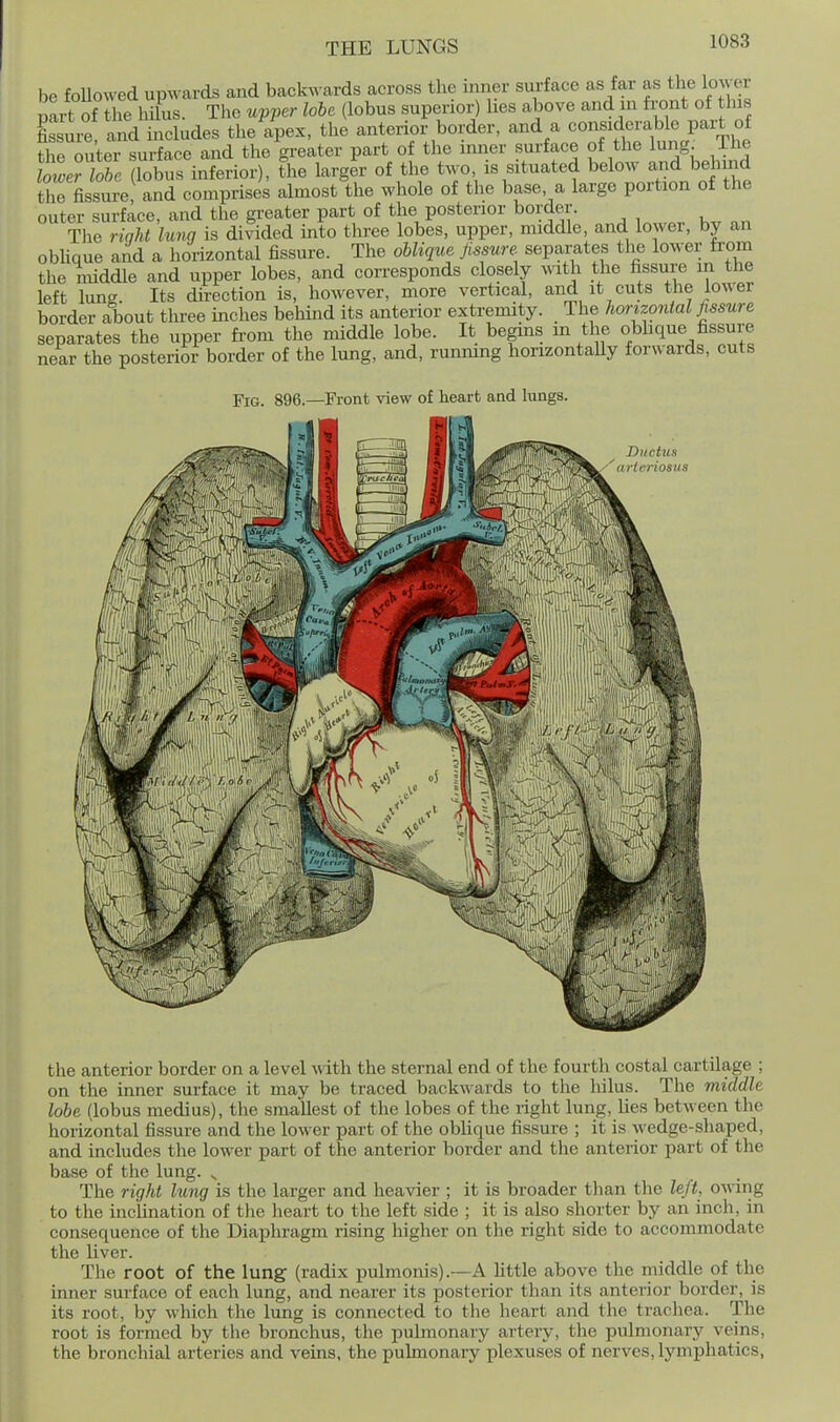 be foUowed upwards and backwards across the inner surface as far as the lower part of the hilus. The upper lobe (lobus superior) lies above and ni front of lus Cure and includes the apex, the anterior border, and a «o-ff«-^^^^^ the outer surface and the greater part of the inner surface of the lung ihe lower lobus inferior), the larger of the two is situated below and bdimd the fissure and comprises almost the whole of the base a large portion of the outer surface, and the greater part of the posterior border. Tlie riqU Una is divided into tliree lobes, upper, middle, and lower, by an obHque and a horizontal fissure. The oblique Jissure separates the lower from the middle and upper lobes, and corresponds closely ^^ath the fissure in the left lung. Its direction is, however, more vertical, and it cuts the lower border about three inches behind its anterior extremity. The horizontal fissure separates the upper from the middle lobe. It begins m the obbque fissure near the posterior border of the lung, and, running horizontally forwards, cuts Fig. 896.—Front view of heart and lungs. Ductus ^arteriosus the anterior border on a level ^v ith the sternal end of the fourth costal cartilage ; on the inner surface it may be traced backwards to the hilus. The middle lobe (lobus medius), the smallest of the lobes of the right lung, lies between the horizontal fissure and the lower part of the oblique fissure ; it is wedge-shaped, and includes the lower part of the anterior border and the anterior part of the base of the lung. The right lung is the larger and heavier ; it is broader than the left, owing to the incUnation of tlie lieart to the left side ; it is also shorter by an inch, in consequence of the Diaplu-agm rising higher on the right side to accommodate the liver. The root of the lung (radix pulmonis).—A little above the middle of the inner surface of each lung, and nearer its posterior than its anterior border, is its root, by which the lung is connected to the lieart and the trachea. The root is formed by the bronchus, the pulmonary artery, the pulmonary veins, the bronchial arteries and veins, the pulmonary plexuses of nerves, lymphatics,