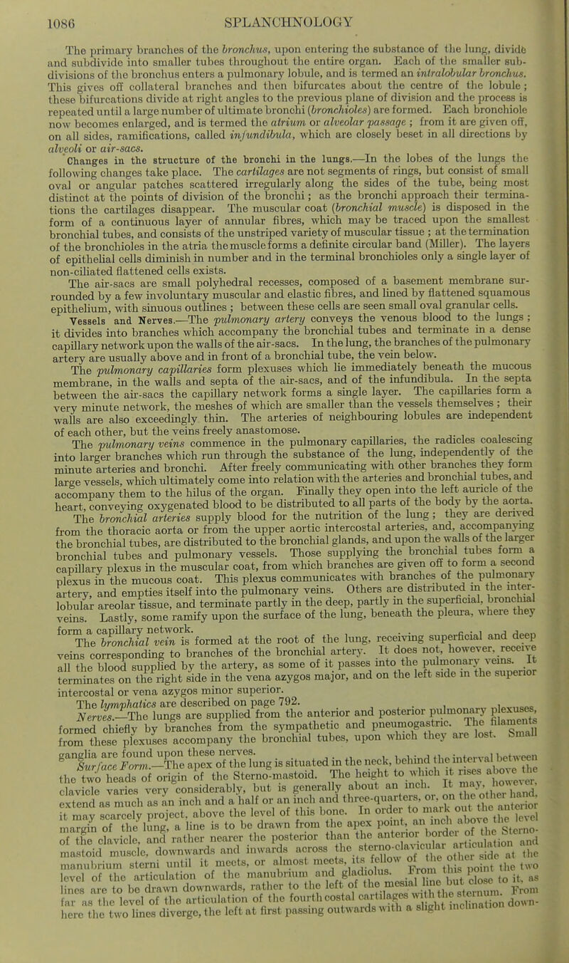 The primary branches of the hronclms, upon entering the substance of tlie lung, dividfe and subdivide into smaller tubes throughout the entire organ. Each of the smaller sub- divisions of tlie bronchus enters a pulmonary lobule, and is termed an iniraldbular bronchus. This gives oS collateral branches and then bifurcates about the centre of the lobule; these bifurcations divide at right angles to the previous plane of division and the process is repeated until a large number of ultimate bronchi (bronchioles) are formed. Each bronchiole now becomes enlarged, and is termed the atrium or alveolar passage ; from it are given off, on all sides, ramifications, called injundibula, which are closely beset in all directions by alveoli or air-sacs. Changes in the structure of the bronchi in the lungs.—In the lobes of the lungs the following changes take place. The cartilages are not segments of rings, but consist of small oval or angular patches scattered kregularly along the sides of the tube, being most distinct at the points of division of the bronchi; as the bronchi approach their termina- tions the cartilages disappear. The muscular coat {bronchial muscle) is disposed in the form of a continuous layer of annular fibres, which may be traced upon the smallest bronchial tubes, and consists of the unstriped variety of muscular tissue ; at the termination of the bronchioles in the atria the muscle forms a definite circular band (Miller). The layers of epithelial cells diminish in number and in the terminal bronchioles only a single layer of non-ciliated flattened cells exists. The air-sacs are small polyhedral recesses, composed of a basement membrane sur- rounded by a few involuntary muscular and elastic fibres, and lined by flattened squamous epithelium, with sinuous outlines ; between these cells are seen small oval granular cells. Vessels and Nerves.—The pulmonary artery conveys the venous blood to the lungs ; it divides into branches which accompany the bronchial tubes and terminate in a dense capillary network upon the walls of the air-sacs. In the lung, the branches of the pulmonary artery are usually above and in front of a bronchial tube, the vem below. The pulmonary capillaries form plexuses which lie immediately beneath the mucous membrane, in the walls and septa of the au--sacs, and of the infundibula. In the septa between the ak-sacs the capillary network forms a smgle layer. The capillaries form a very minute network, the meshes of which are smaller than the vessels themselves ; their walls are also exceedingly thin. The arteries of neighbourmg lobules are independent of each other, but the veins freely anastomose. . The pulmonary veins commence in the pulmonary capillaries, the radicles coalescing into larger branches which run through the substance of the lung, independent y of the minute arteries and bronchi. After freely communicating with other branches they form large vessels, which ultimately come into relation with the arteries and bronchial tubes, and accompany them to the hilus of the organ. Fmally they open into the left auricle of the heart, conveying oxygenated blood to be distributed to all parts of the body by the aorta. The bronchial arteries supply blood for the nutrition of the lung; they are derived from the thoracic aorta or from the upper aortic intercostal arteries, and, accompanying the bronchial tubes, are distributed to the bronchial glands, and upon the walls of the larger bronchial tubes and pulmonary vessels. Tliose supplying the bronchial tubes foi-m a capillary plexus in the muscular coat, from which branches are given off to form a second plexus in the mucous coat. This plexus communicates with branches of the pulmonary artery, and empties itself into the pulmonary veins. Others are distributed in the inter- lobular areolar tissue, and terminate partly in the deep, partly m the superficial, bronchial veins. Lastly, some ramify upon the surface of the lung, beneath the pleui-a, where they ^^helrmSMldnt'iovmed at the root of the lung, receiving superficial and deep veins corresponding to branches of the bronchial artery. It does not, however, receive all the blood supplied by the artery, as some of it passes mto the pulmonary vems. It termiLtes on the^right side in the vena azygos major, and on the left side in the superior intercostal or vena azygos minor superior. The lymphatics are described on page 792. , , . i „„„^„ „i„vn«P.; Nerves.--The lungs are supplied from the anterior and posterior pulmonary P exuses formed chiefly by branches Ivom the sympathetic and 1—g^^^v'nrJtst^ S from these plexuses accompany the bronchial tubes, upon which they are lost. Small ''''iXl'FZt-^Z J/x oUheXng is situated in the neck, behind the interval between theTv^o heads of origin !.f the Sterno'mastoid. The height to .^nch it nses above 1 - clavicle varies very con.siderably, but is generally about an mch. It Sentas m ch as an inch and a half or an inch and three-quarters, on on the o ^e^^^^^^^^^ it mav scarcely project, above the level of this bone. In order to maik out antenor maS of thl^ung a line is to be drawn from the apex point, an inch «bov« the lc^e of the elavic e and rather nearer the posterior than the anterior border of tl^^ Sterno Itm^rscV downwards and inwalds across ^^^Z he manubrium sterni until it meets, or almost ni<^ets, it^s fe lo« f^ J^^^^^ two level of the articulation of the manubrium and gladiolus. Iro n tins ])oim im ne are toLwn downwards, rather to the left of far as the level of the articulation of the fourth costal XVsl V^^ down- here the two lines diverge, the left at first passmg out^^ nrds ^^ ith a slight inclinai.o