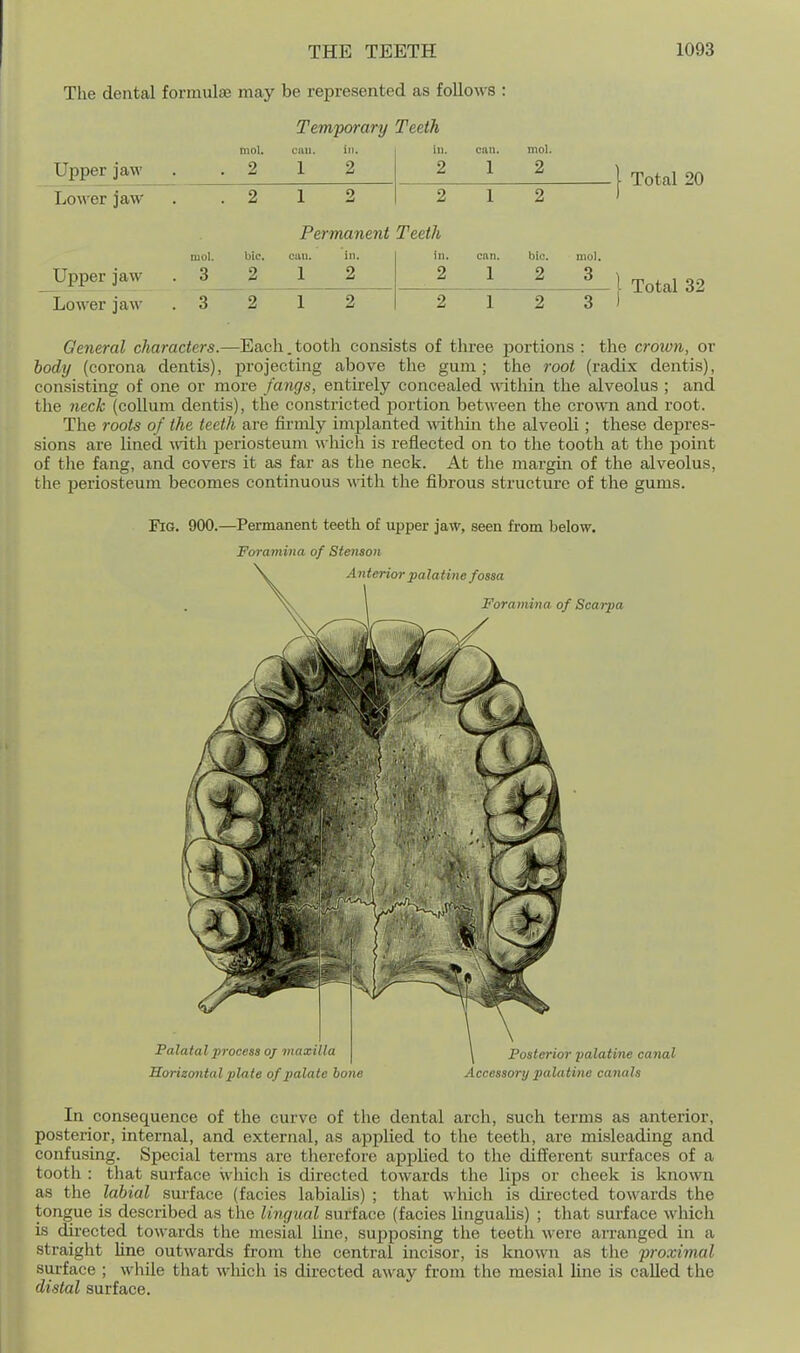 The dental formula may be represented as follows : Temporary Teeth Upper jaw mol. 2 cau. ill. 1 2 in. 2 cnii. 1 mol. 2 LoM'er jaw 2 1 2 2 1 2 Permanent Teeth Upper jaw mol. . 3 bic. 2 cuu. in. 1 2 in. 2 can. 1 bio. 2 mol. 3 Lower ja^\■ . 3 2 1 2 2 1 2 3 Total 20 — 1 Total 32 General characters.—Each.tooth consists of three portions : the crown, or hodxj (corona dentis), projecting above the gum ; the root (radix dentis), consisting of one or more fangs, entirely concealed within the alveolus ; and the neck (collum dentis), the constricted jDortion between the crown and root. The roots of the teeth are firmly implanted within the alveoli; these depres- sions are lined with, periosteum which is reflected on to the tooth at the point of tlie fang, and covers it as far as the neck. At the niargin of the alveolus, the periosteum becomes continuous with the fibrous structure of the gums. Fig. 900.—Permanent teeth of upper jaw, seen from below. F(rramina of Stenaon Horizontal plate of palate bone Accessory palatine canals In consequence of the curve of the dental arch, such terms as anterior, posterior, internal, and external, as applied to the teeth, are misleading and confusing. Special terms are therefore applied to the different surfaces of a tooth : that surface which is directed towards the lips or cheek is known as the labial surface (facies labialis) ; that which is directed towards the tongue is described as the lingual surface (facies lingualis) ; that surface which is directed towards the mesial line, supposing the teeth were arranged in a straight line outwards from the central incisor, is known as the proximal surface ; while that Avhich is directed away from the mesial line is called the distal surface.