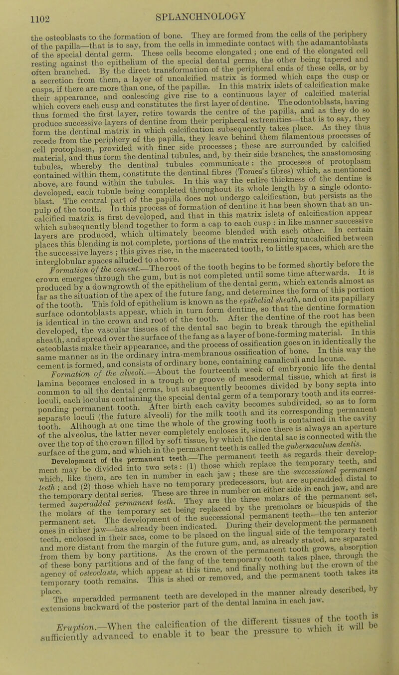 the osteoblasts to the formation of bone. Tliey are formed from the cells of the periphery of the papilla—that is to say, from the cells in immediate contact with the adamantoblasts of the special dental germ. These cells become elongated ; one end of the elongated cell restme against the epithelium of the special dental germs, the other being tapered and often branched By the du-ect transformation of the peripheral ends of these cells, or by a secretion from them, a layer of uncalcified matrix is formed which caps the cusp or cusps, if there are more than one, of the papUl^. In this matrix islets of calcification make thek appearance, and coalescing give rise to a continuous layer of calcified material which covers each cusp and constitutes the fii-st layer of dentine. The odontoblasts, having thus formed the first layer, retu'e towards the centre of the papilla, and as they do so produce successive layers of dentine from their peripheral extremities—that is to say, they form the dentinal matrix in which calcification subsequently takes place. As they thus recede from the periphery of the papilla, they leave behind them filamentous Processes of ceU protoplasm,^provided with finer side processes; these are suiTOunded by calcified mater and thus form the dentinal tubules, and, by thek side branches, the anastomosmg tabules whereby the dentinal tubules communicate: the processes of protoplasm conSed within them, constitute the dentinal fibres (Tomes's fibres) which as mentioned above are found within the tubules. In this way the entke thickness of the dentme ^ developed, each tubule being completed throughout its whole length by a smgle odonto- blast The central part of the papilla does not undergo calcification, but persists the nulD of the tooth. In this process of formation of dentine it has been shown that an un- ified matrL is first devLped, and that in this matrix ^ ?L'llnn™Ee which subseauentlv blend together to form a cap to each cusp : in like manner successive Tavers ^re produe^^^ which\ltimately become blended with each other. In certain nllces thTs bSng is not complete, portions of the matrix remaimng uncalcified between ?ie successive^ ; this gives rise. In the macerated tooth, to little spaces, which are the ^'^^^^fZ clt^:-t of the tooth begins to be f ormed sborUy ^^^^^^^^^ Imp manner as in the ordinary intra-membranous ossification of bone. In this way tue -=:^^^=^-^!=^ ;=^STthnSSrmf^^^^^^ loculi.eachloculus contaimngth. specral d^^^^^^^^^^ ^3 ponding permanent tooth, f'^^^l^^j^^^,^^^'^.f,^^^^^ its corresponding permanent s%arat'e \oculi (the future alveoli) for he - 1^ ^^^^^^^^^ ^Sned fn\he cavity tooth. Although at one time the whole of f ™S ^1^^^^ is always an aperture of the alveolus, the latter never completely f ^1°?,^^, *^.'i';^ ^^^^eIs con which, like them, are ten in number in each J*;^ ' ^^^^^^^^^^ ^^e superadded distal to ieeth ; and (2) those which have no te'^Jf ^^^T 1 y,^J,^^f in'^each jaw. and are the temporary dental series. These are three n number on either siae i J^^^^^^ ^^^^ termed superadded permanent teeth. They ai« Jje th ee mo'ars « ^^^^^ of the the molars of the temporary set being replaced by f^^. teeth-the ten anterior permanent set. The development of the detbpment the permanent ones in either jaw-has aheady been indicated J^^^^^f the tempoVary (ccth teeth, enclosed in their sacs, come to be l lf-^^^^V'^Ks already stated, are separated and more distant from the margin of he ^^^ure gum at^d as alr^^^^^ ^ absorption from them by bony partitions As the <=77«/^., 'i;'^S takes j^lace. through the