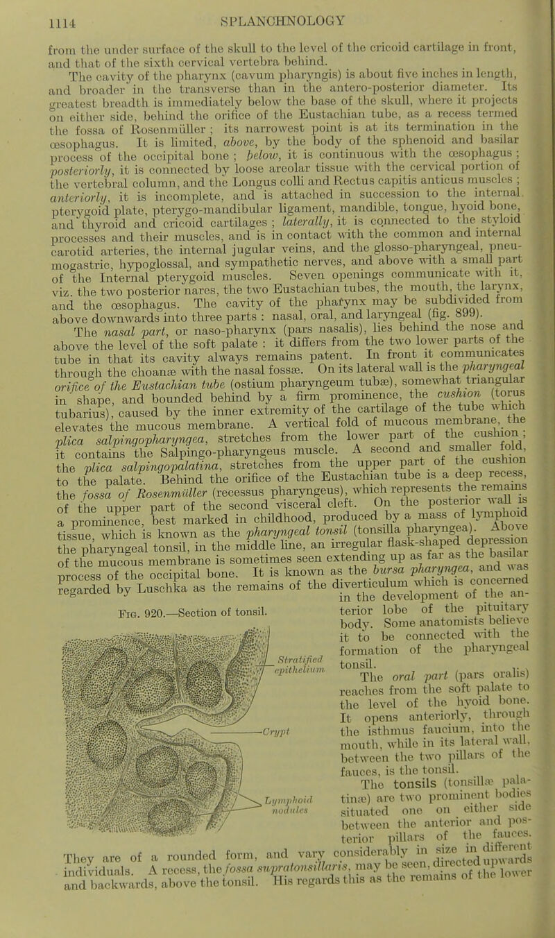 from tlie under surface of tlie skull to the level of the cricoid cartilage in front, and that of the sixtli cervical vertebra beliind. The cavity of the pharynx (cavum pharyngis) is about five inches in lengtli, and broader in tlie transverse than in the antero-posterior diameter. Its m-eatcst breadth is immediately below the base of the skull, where it projects on either side, beliind the orifice of the Eustachian tube, as a recess termed the fossa of Rosenmuller ; its narrowest point is at its termination in tlie oesophagus. It is limited, above, by the body of the sphenoid and Ijasilar process °of the occipital bone ; below, it is continuous with the oesophagus ; posteriorly, it is connected by loose areolar tissue with the cervical portion of the vertebral column, and the Longus colli and Rectus capitis anticus muscles ; anteriorly, it is incomplete, and is attached in succession to the internal ptery<^oid plate, pterygo-mandibular ligament, mandible, tongue, hyoid bone, and thyroid and cricoid cartilages ; laterally, it is connected to the styloid processes and their muscles, and is in contact with the common and internal carotid arteries, the internal jugular veins, and the glosso-pharyngeal, pneu- mogastric, hypoglossal, and sympathetic nerves, and above \\^th a small part of the Internal pterygoid muscles. Seven opemngs commumcate with it, viz the two posterior nares, the two Eustachian tubes, the mouth the larynx, and the oesophagus. The cavity of the phafynx may be subdivided from above downwards into three parts : nasal, oral, and laryngeal (fag. 899). The nasal part, or naso-pharynx (pars nasaUs), lies behind the no.se and above the level of the soft palate : it differs from the two lower parts of the tube in that its cavity always remains patent. In front it commumcates through the choante mth the nasal fossae. On its lateral wall is the pharyjigeal orifice of the Eustachian tube (ostium pharyngeum tubse), somewhat triangular in shape, and bounded behind by a firm prominence, the cushion (torus tubarius), caused by the inner extremity of the cartilage of the tube which devates the mucous membrane. A vertical fold of mucous membrane, the plica salpingopharyngea, stretches from the lower part of the cushion ft contains the Salpingo-pharyngeus muscle A second and ^^^f Jf^^^ the plica salpingopalatina, stretches from the upper part of the cushion to the palate Behind the orifice of the Eustac uan tube is a deep recess the fossa of Rosenmiiller (recessus pharyngeus), which represents the remains of the upper part of the second visceral cleft. On the posterior wall is a prominence, best marked in childhood, P^'of^f ^ b^ a mass of lym^^^^^ tistue, which is known as the pharyngeal tonsil (^onsiUa pha™^^^ the pharyngeal tonsil, in the middle hue, an irregular flask-slmped depre^jio^^ Kg^SdU'LuschL as the remains of the ^^jj^t^e^trof^^ Fig. 920.—Section of tonsil. terior lobe of the pituitar\ body. Some anatomists believe it to be connected with the formation of the pharyngeal stratified i.^,,„:i The omi parMpars oralis) ''m-^^ - ^-v / reaches from the soft palate to the level of the hyoid bone. It opens anteriorly, through ■Cnipt the isthmus faucium. into the mouth, whUe in its lateral wall, between the two pillars of the fauces, is the tonsil. The tonsils (tonsilhv pala- L,,,nvhoid time) are two prominent l)odics ■mnlutcs situated one on either side ■^^■''^m<i&¥^- V between the anterior and pos- terior piUars of tlie fauces^ Thev are of a rounded form, and vary considerably in J^^ljg ind vicluals A recess, the fossa supratonsillaris, may be seen, ^l^'^f P^:'^^.^J a Id bS^^^^^^^^^ above the tonsil. His regards this as the remains of the lo^^ er