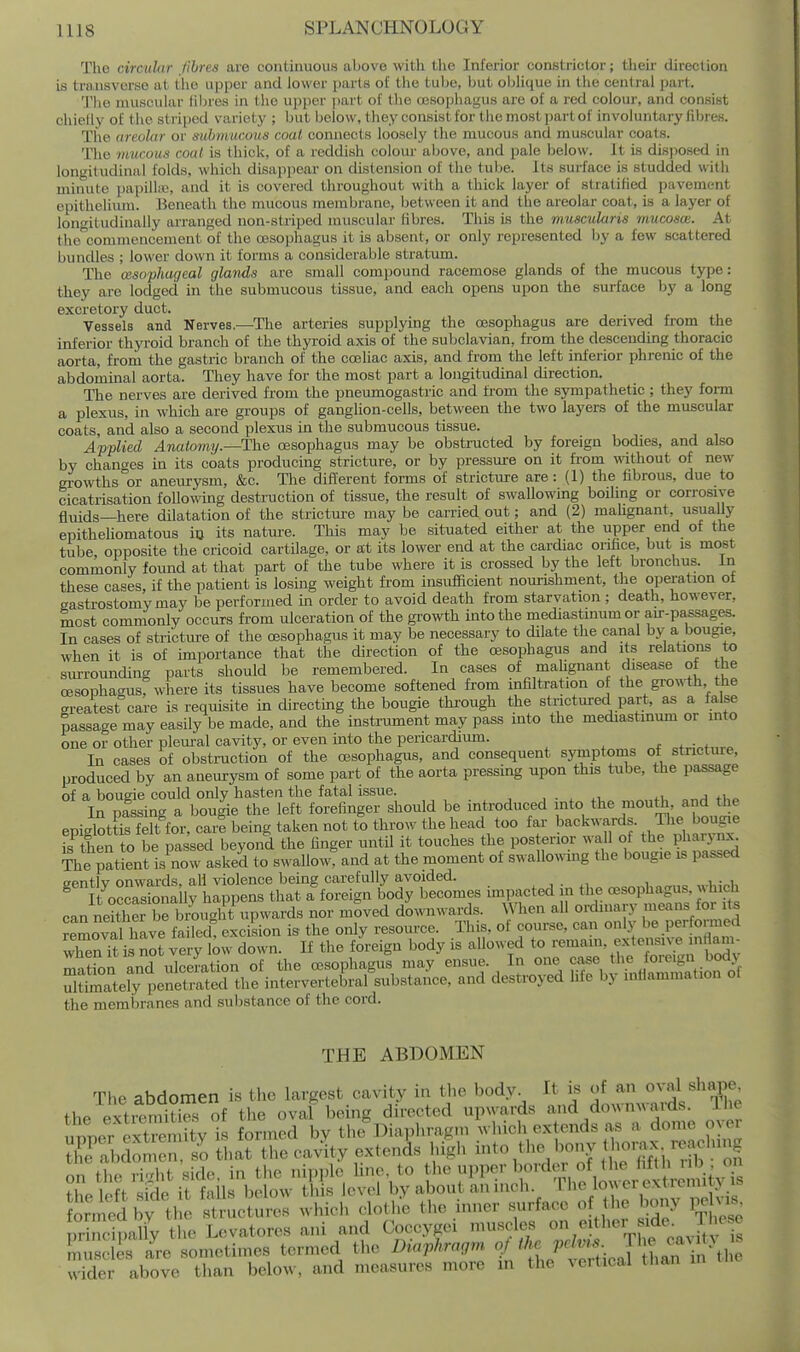 Tlio circuhir Jihres are coiiliauous above with tlie Inferior constrictor; their direction is transverse at the upper and lower parts of the tube, but obhque in the central part. 'J'he muscular iiljres in the ujjper part of the ccsophagus are of a red colour, and consist chielly of the striped variety ; but below, they consist for the most ))art of involuntary fibres. The areolar or mbmucous coal connects loosely the mucous and muscular coats. The mucous coal is thick, of a reddish colour above, and pale below. It is disposed in longitudinal folds, which disappear on distension of the tube. Its surface is studded wilh minute pai)ill;«, and it is covered throughout with a thick layer of stratified pavement epithelium. Beneath the mucous membrane, between it and the areolar coat, is a layer of longitudinally arranged non-stri]jed muscular fibres. This Ls the irtuscularis mucosas. At tho^conimencement of the ossophagus it is absent, or only represented by a few scattered bundles ; lower down it forms a considerable stratum. The cesophugeal glands are small compound racemose glands of the mucous type: they are lodged in the submucous tissue, and each opens upon the surface by a long excretory duct. Vessels and Nerves.—The arteries supplying the oesophagus are derived from the inferior thyroid branch of the thyroid axis of the subclavian, from the descending thoracic aorta, from the gastric branch of the coeliac axis, and from the left inferior phrenic of the abdominal aorta. They have for the most part a longitudinal direction. The nerves are derived from the pneumogastric and from the sympathetic ; they fonn a plexus, in which are groups of ganglion-cells, between the two layers of the muscular coats, and also a second plexus in the submucous tissue. Afplied Anatomy.—The oesophagus may be obstructed by foreign bodies, and also by changes in its coats producing stricture, or by pressure on it from %vithout of new growths°or aneurysm, &c. The different forms of strictiure are: (1) the fibrous, due to cicatrisation following destruction of tissue, the result of swallowing boiling or corrosive fluids—here dilatation of the strictui-e may be carried out; and (2) maUgnant, usually epitheliomatous io its natui-e. This may be situated either at the upper end of the tube opposite the cricoid cartilage, or at its lower end at the cardiac orifice, but is most commonly found at that part of the tube where it is crossed by the left bronchus, in these cases, if the patient is losing weight from insufficient nourishment, the operation ot eastrostomymay be performed in order to avoid death from starvation ; death, however, most commonly occurs from ulceration of the growth into the mediastinum or au:-passages. In cases of strictm-e of the oesophagus it may be necessary to dilate the canal by a bougie, when it is of importance that the direction of the oesophagus and its relations to sm:rounding parts should be remembered. In cases of maUgnant disease of the oesophagus; where its tissues have become softened from infiltration o the gro\^'th the areatest care is requisite in directing the bougie thi-ough the strictured part, as a false passage may easily be made, and the instrument may pass into the mediastinum or mto one or other plem-al cavity, or even into the pericardium. In cases of obstniction of the oesophagus, and consequent symptoms of stricture, produced by an aneurysm of some part of the aorta pressing upon this tube, the passage of a bougiecould only hasten the fatal issue. , . , ^, „„a In pfssing a bou|ie the left forefinger should be introduced mto the mouth and the epiglottis felt for, carS being taken not to throw the head too far backwards. The bougie IS then to be passed beyond the finger until it touches the posterior wall of the pharynx patient is now asked to swallow? and at the moment of swallowmg the bougie is passed aentlv onwards, all violence being carefully avoided. ^ It occasionally happens that a foreign body becomes impacted in the oesophagus, which can Ser be brought upwards nor mSved downwards. When all ordinary means for its removal hive failed! excision is the only resource. This, of course, can only be performed vheH is not very L down. If the foreign body is allowed to -main, extensn^^inflam- mation and ulceration of the oesophagus may ensue. In one J^^/ ^he^^^^^^^^ ultimately penetrated the intervertebral substance, and destroj ed life by inflammation oi the membranes and substance of the cord. THE ABDOMEN The abdomen is the largest cavity in tlie body^ It is J ^^^^^ the extreniities of the oval being directed upxvards and do^^n^^aids, ine mneTeXmitv is formed by the Diaphragm which extends as a dome mer ^HhCZX that the cavity extends high -to tlie l^ny J -f'^? r.n tbo i-i.rlit sid(> in the nipple line, to the upper border of the nun no on ?he 1 ft side it ail. be ow th s level by about an inch. Tiie lower extremity is tmeS'bT tl e st uctures which clothe tiie inner surface of the bony i^ehis H- ■ipally tlie Levatores ani and Coccygei muscles ^^^tlier ide The e liiusclL are sometimes termed the Diaphragm fJ^JJ^/^^ticaT LTi - the wider above than below, and measures more in the vertical than