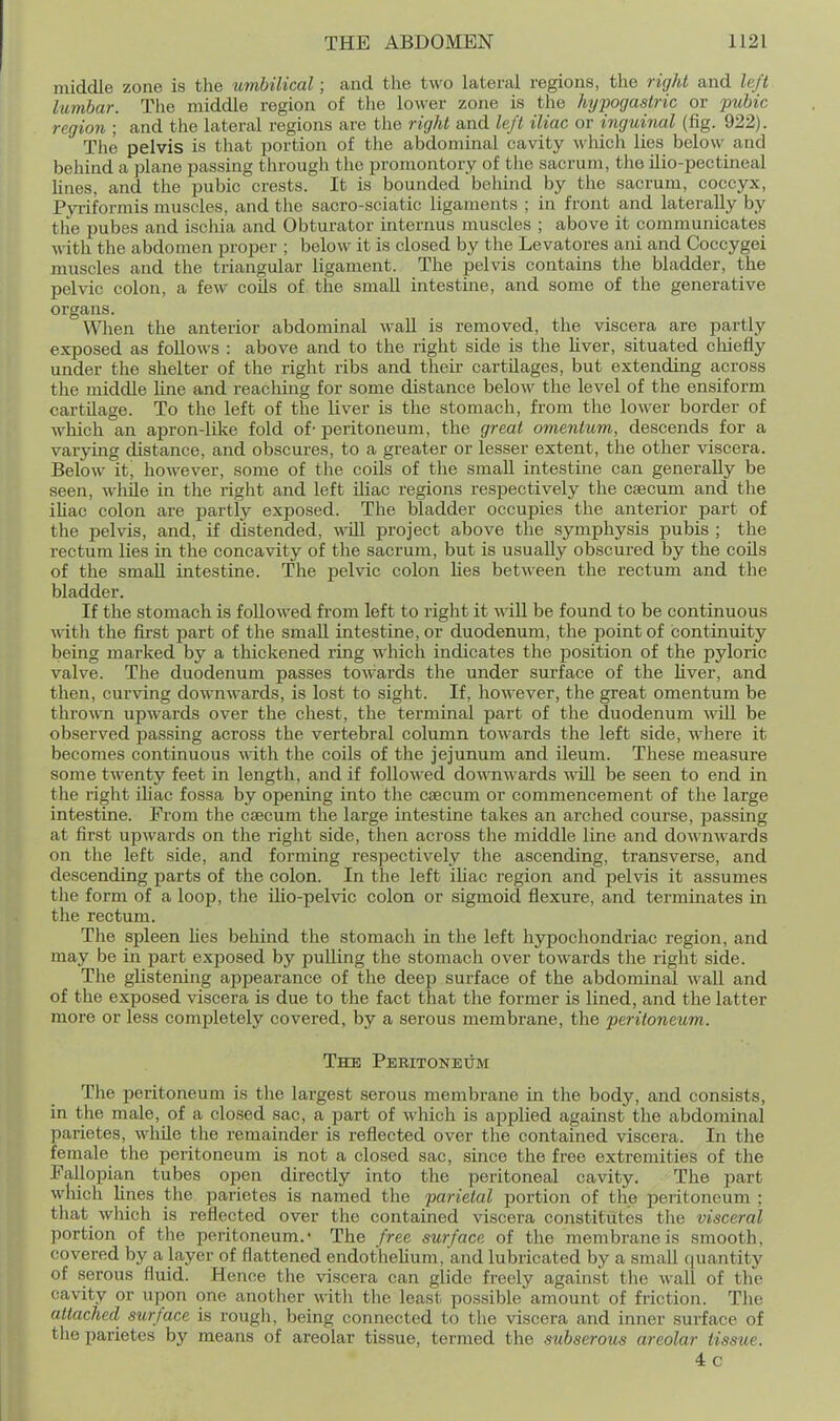 middle zone is the umbilical; and the two lateral regions, the right and left lumbar. The middle region of the lower zone is the hypogastric or pubic region ; and the lateral regions are the right and left iliac or inguinal (fig. 922). The pelvis is that portion of the abdominal cavity which lies below and behind a plane passing through the promontory of the sacrum, the ilio-pectineal lines, and the pubic crests. It is bounded behind by the sacrum, coccyx, Pyi-iforrais muscles, and the sacro-sciatic ligaments ; in front and laterally by the pubes and ischia and Obturator internus muscles ; above it communicates with the abdomen proper ; below it is closed by the Levatores ani and Coccygei muscles and the triangular ligament. The pelvis contains the bladder, the pelvic colon, a few coUs of the small intestine, and some of the generative organs. When the anterior abdominal wall is removed, the viscera are partly exposed as follows : above and to the right side is the liver, situated chiefly under the shelter of the right ribs and their cartilages, but extending across the middle Une and reaching for some distance below tlie level of the ensiform cartilage. To the left of the liver is the stomach, from the lower border of which an apron-like fold of - peritoneum, the great omentum, descends for a varying distance, and obscures, to a greater or lesser extent, the other viscera. Below it, however, some of the coils of the small intestine can generally be seen, wliile in the right and left iliac regions respectively the caecum and the iUac colon are partly exposed. The bladder occupies the anterior part of the pelvis, and, if distended, will project above the symphysis pubis ; the rectum lies in the concavity of the sacrum, but is usually obscured by the coils of the small intestine. The pelvic colon lies between the rectum and the bladder. If the stomach is followed from left to right it will be found to be continuous with the first part of the small intestine, or duodenum, the point of continuity being marked by a thickened ring which indicates the position of the pyloric valve. The duodenum passes tow-ards the under surface of the Hver, and then, curving downwards, is lost to sight. If, however, the great omentum be thrown upwards over the chest, the terminal part of the duodenum will be observed passing across the vertebral column towards the left side, where it becomes continuous with the coils of the jejunum and ileum. These measure some twenty feet in length, and if followed downwards will be seen to end in the right ihac fossa by opening into the caecum or commencement of tlie large intestine. From the caecum the large intestine takes an arched course, passing at first upwards on the right side, then across the middle line and downwards on the left side, and forming respectively the ascending, transverse, and descending parts of the colon. In the left iliac region and pelvis it assumes the form of a loop, the iho-pelvic colon or sigmoid flexure, and terminates in the rectum. The spleen hes behind the stomach in the left hypochondriac region, and may be in part exposed by pulling the stomach over towards the right side. The glistening appearance of the deep surface of the abdominal wall and of the exposed viscera is due to the fact that the former is lined, and the latter more or less completely covered, by a serous membrane, the peritoneum. The Peritoneum The peritoneum is the largest serous membrane in the body, and consists, in the male, of a closed sac, a part of wliich is applied against the abdominal parietes, wliile the remainder is reflected over the contained viscera. In the female the peritoneum is not a closed sac, since the free extremities of the Fallopian tubes open directly into the peritoneal cavity. The part which lines the parietes is named the parietal portion of the peritoneum ; that which is reflected over the contained viscera constitutes the visceral portion of the peritoneum.' The free surface of the membrane is smooth, covered by a layer of flattened endothelium, and lubricated by a small quantity of serous fluid. Hence the viscera can glide freely against tlie wall of the cavity or upon one another witli the least possible amount of friction. The attached surface is rough, being connected to the viscera and inner surface of the parietes by means of areolar tissue, termed the subserous areolar tissue. 4c