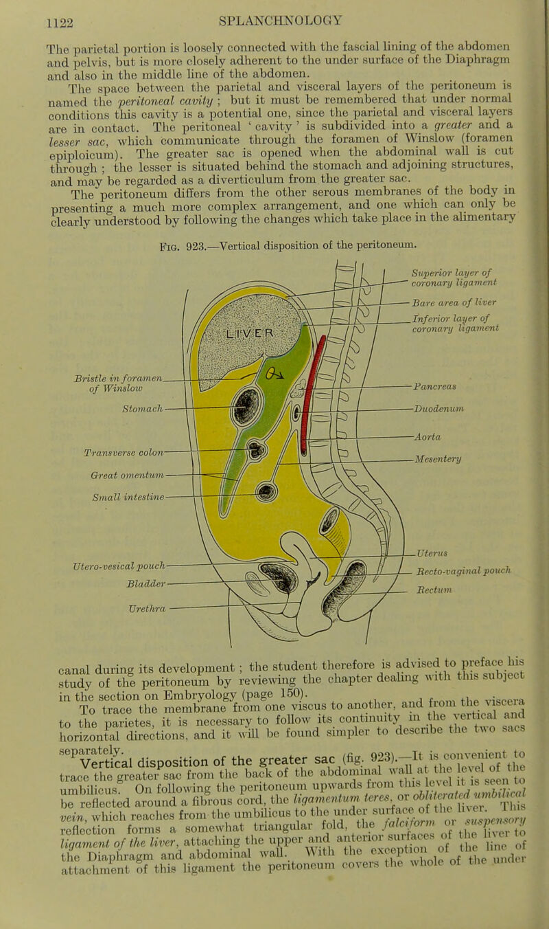 The parietal portion is loosely connected witli the fascial lining of tlie abdomen and pelvis, but is more closely adherent to the under surface of tlie Diaphragm and also in the middle line of the abdomen. The space between the parietal and visceral layers of the peritoneum is named the peritoneal cavity ; but it must be remembered that under normal conditions tliis cavity is a potential one, since the parietal and visceral layers are in contact. The peritoneal ' cavity ' is subdivided into a greater and a lesser sac, which communicate through the foramen of VVinslow (foramen epiploicum). The greater sac is opened when the abdominal wall Ls cut through ; tlie lesser is situated behind the stomach and adjoining structures, and may be regarded as a diverticulum from the greater sac. Theperitoneum differs from the other serous membranes of the body in presenting a mucli more complex arrangement, and one which can only be clearly understood by foUo^^dng the changes which take place in the alimentary Fig. 923.—Vertical disposition of the peritoneum. Superior layer of coronary ligament ^ I Bare area of liver \\\ ^( b I Inferior layer of ■ ' ' ' coronary licjavient Bristle in foramen, of Window Stomach Transverse colon Great omentimi Small intestine Utero-vesical pouch Bladder Urethra Uterus Recto-vaginal pouch Eectum canal during its development ; the student therefore is ^^.^^i^ed to prefac^ his study of the peritoneum by reviewing the chapter dealing M ith this subject in the section on Embryology (page 150). viscera To trace the membrane from one viscus to another, and from tiie v sceia to the parietes, it is necessary to foU-'j^s continmty in U^^^ aiid horizontal directions, and it will be found simpler to describe the t^^o sacs Vertkal disposition of the greater sac (fig.. 9f3).-iys co,™^^^^ trace the greater sac from the back of the '^Mominal ^^ aU at U^^^ t is seen to umbilicus On following the peritoneum upwards from this ev el it is seen lo be r fleeted around a fibrous Jord, the ligamentum. ^-rcs. -roMn.t^m^^ vein, which reaches from the umbilicus to the under ^^^^J^,^. reflection forms a somewhat triangular fold, the ya?c»A>m oi ^^ ligament of the liver, attaching the upper and ^f/mor surfaces c^^^ l e Ir^r to the Diaphragm and abdominal wall. With the exception /'i^ f .J attachment of this ligament the peritoneum covers the whole of the unde,