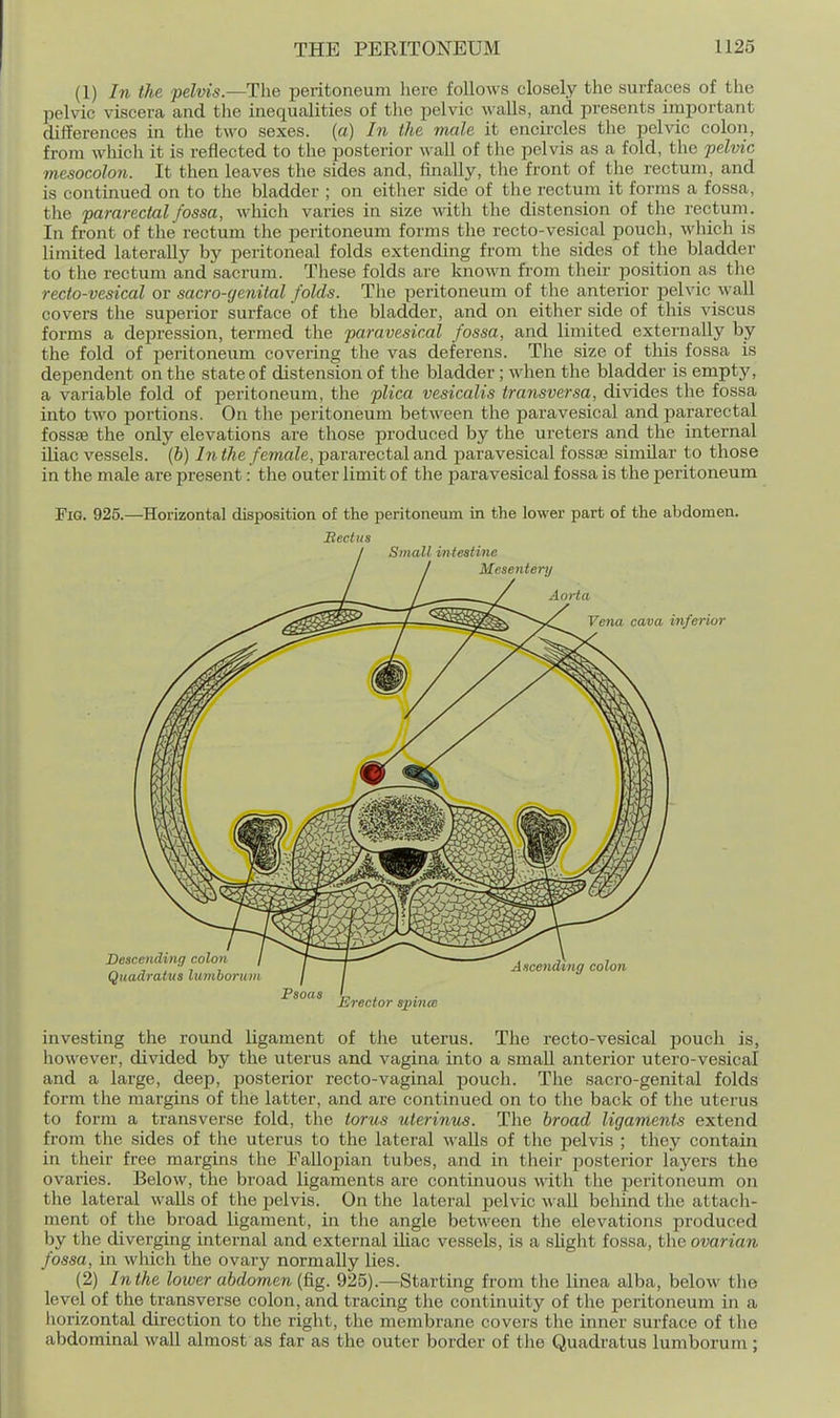 (I) In the pelvis.—The peritoneum here follows closely the surfaces of the pelvic viscera and the inequalities of the pelvic \\'alls, and presents important differences in the two sexes, (a) In the male it encircles the pelvic colon, from which it is reflected to the posterior wall of tlie pelvis as a fold, the pelvic mesocolon. It then leaves the sides and, finally, the front of the rectum, and is continued on to the bladder ; on either side of the rectum it forms a fossa, tlie pararectal fossa, which varies in size \vith the distension of the recturn. In front of the rectum the peritoneum forms the recto-vesical pouch, which is limited laterally by peritoneal folds extending from the sides of the bladder to the rectum and sacrum. These folds are known from their position as the recto-vesical or sacro-geniial folds. The peritoneum of the anterior pelvic waU covers the superior surface of the bladder, and on either side of this viscus forms a depression, termed the paravesical fossa, and limited externally by the fold of peritoneum covering the vas deferens. The size of this fossa is dependent on the state of distension of the bladder; when the bladder is empty, a variable fold of peritoneum, the plica vesicalis transversa, divides the fossa into two portions. On the peritoneum between the paravesical and pararectal fossee the only elevations are those produced by the ureters and the internal Uiac vessels. (6) In the female, pararectal and paravesical fossae similar to those in the male are present: the outer limit of the paravesical fossa is the peritoneum Fig. 925.—Horizontal disposition of the peritoneum in the lower part of the abdomen. Rectus Erector spinas investing the round ligament of the uterus. The recto-vesical pouch is, however, divided by the uterus and vagina into a small anterior utero-vesical and a large, deep, posterior recto-vaginal pouch. The sacro-genital folds form the margins of the latter, and are continued on to the back of the uterus to form a transverse fold, the torus uterinus. The hroad ligaments extend from the sides of the uterus to the lateral walls of the pelvis ; they contain in their free margins the Fallopian tubes, and in their posterior layers the ovaries. Below, the broad ligaments are continuous with the peritoneum on the lateral walls of the pelvis. On the lateral pelvic wall behind the attach- ment of the broad ligament, in the angle between the elevations produced by the diverging internal and external Uiac vessels, is a slight fossa, ovarian fossa, in which the ovary normally lies. (2) In the lower abdomen (fig. 925).—Starting from the linea alba, below the level of the transverse colon, and tracing the continuity of the peritoneum in a horizontal direction to the right, the membrane covers the inner surface of the abdominal wall almost as far as the outer border of the Quadratus lumborum ;