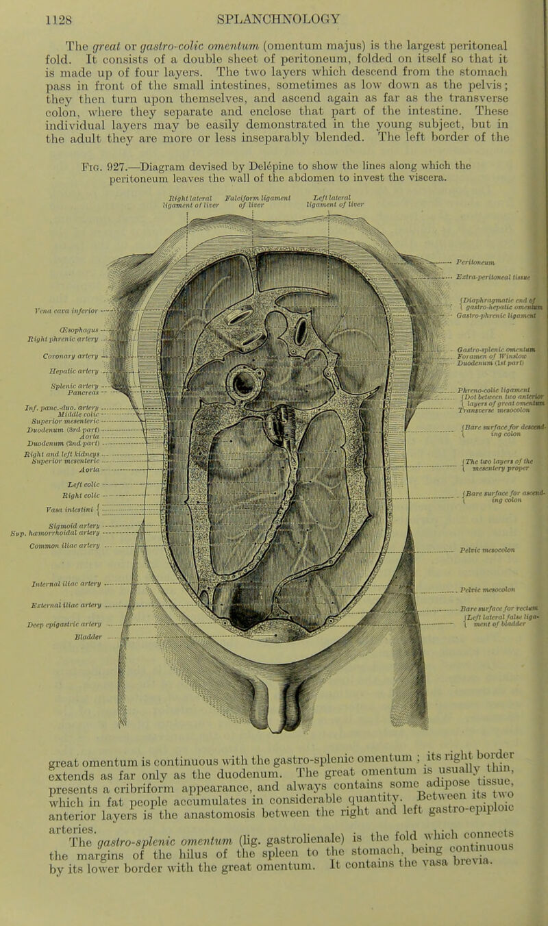 The great ov gasiro-colic omentum (omentum majus) is the largest peritoneal fold. It consists of a double sheet of peritoneum, folded on itself so that it is made up of four layers. The two layers which descend from the stomach pass in front of the small intestines, sometimes as low down as the pelvis; they then turn upon themselves, and ascend again as far as the transverse colon, where they separate and enclose that part of the intestine. These individual layers may be easily demonstrated in the young subject, but in the adult they are more or less inseparably blended. The left border of the Fig. 927.—Diagram devised by Delepine to show the lines along which the peritoneum leaves the wall of the abdomen to invest the viscera. Uight lateral Falciform ligament Left lateral ligament of liver of licer ligament of liver I Vena cava inferior —f^i (Esophagm — Right phrenic artery Coronary artery Hepatic artery - Splenic artcru Pancreas ■- Inf. panc.-duo. artery Middle coltc - Sttperior mesentcrtc •- Duodenum {3rd part) - Aorta Duodenum (2ndpart) - Right and left kidneys - Superior mesenteric — Aorta ' Left colic Right coltc - Vastt iniesttni | ■■ Sigmoid artery ■■ Sup. ht€Viorrhoidal artery - Common iliac artery . Internal iliac artery External iliac aiio-y Deep epigastric artery Bladder - Peritoneum '•• ExtrO'peritoneal ti^xue tDiaphragmatir end of >r 1 gastro-hepaUc tmt'ntitn ■f Gastro-phratieUgariu'nt Gagiro-nplenic mit-'fj/um Foramen of Wxuyi :; Duodenum iUt p<i': . Phrnw-eolie ligament . (Dot betircen tiro anterior t Ixjycrs of great ovu'ntm Transceric mesocolon (Bare surface for deieend- \ ing colon (The tiro layt rt of the \ mcM^itcry proper (Bare surface for ascend- \ ing colon Pelvic mesocolon . Pelvic mesocolon ■ Bare surface for rectum, (Left lateral false ligo' \ ment of bladder great omentum is continuous with the gastro-splenic omentum ; its right bolder extends as far only as the duodenum. The great omentum is sually tl n, presents a cribriform appearance, and always contains some^adipose tissue which in fat people accumulates in considerable quantitj' .f'^l'l.Z .nin oic anterior layers is the anastomosis between the right and left gastro-epiploic '^Thegaslro-splenic omentum (Ug. gastroUenale) is ^^^^^^^f J'^^f J^,^';^^^^^ the margins of the hUus of the spleen to the «t«\a^*^Vi T„f/w^^^^^ by its lower border with the great omentum. It contains the vasa brevia.