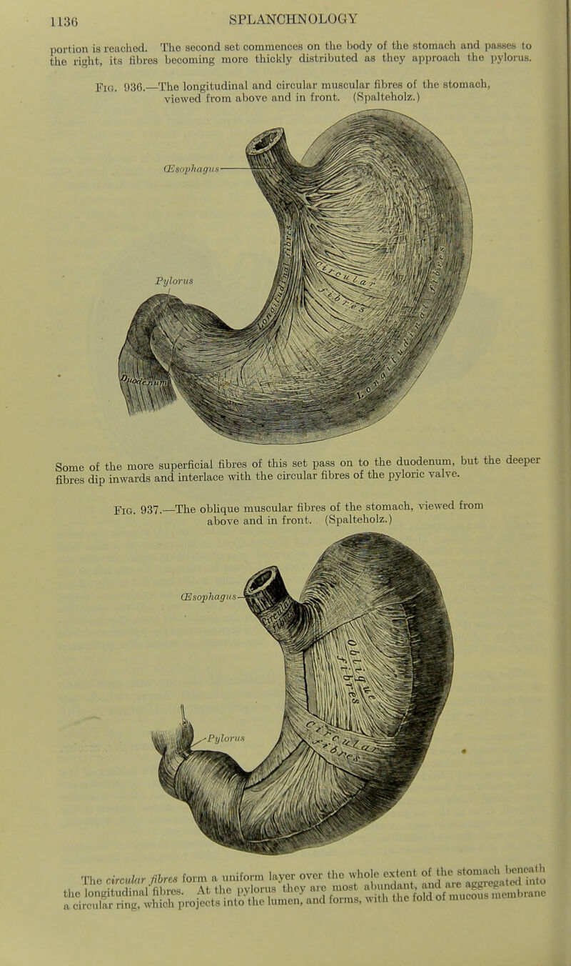 portion is reached. The second set commences on the body of the stomach and passes to the right, its Hbres becoming more thickly distributed as they approach the i)ylorus. Fig. 936.—^The longitudinal and circular muscular fibres of the stomach, viewed from above and in front. (Spalteholz.) Some of the more superficial fibres of this set pass on to the duodenum, but the deep fibres dip inwards and interlace with the cu-cular fibres of the pyloric valve. YiQ, 937 —The obUque muscular fibres of the stomach, \'iewed from above and in front. (Spalteholz.) CEsophagu The circuU.r .fibres form a uniform la,xr over the -'-je -t.nt oJJ^^Jo^^^^^^^ ,. , .. J. 1 r,K..o£. Af tlip iiv onia thev aic most aljundant, ana aie u^^i<.f-'^^