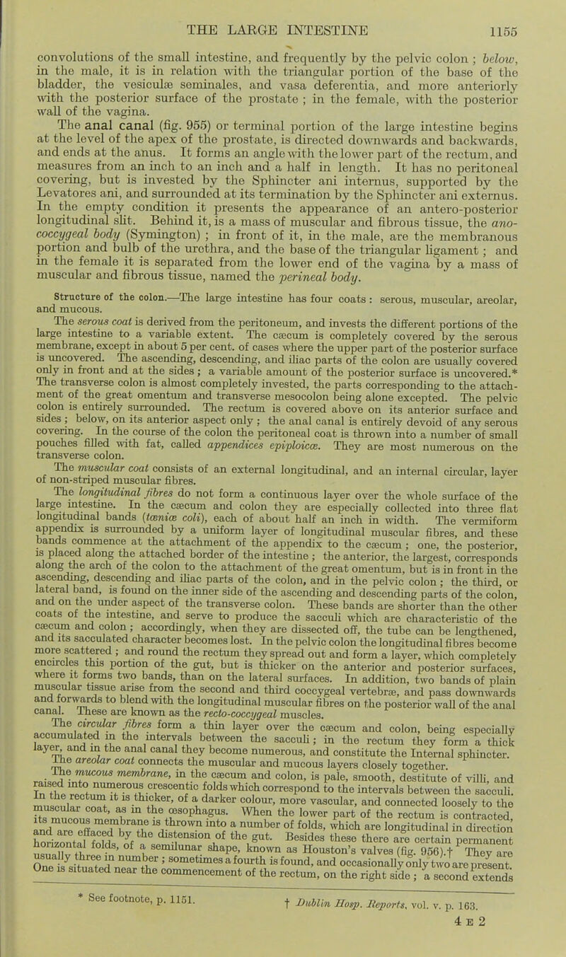 convolutions of the small intestine, and frequently by the peMc colon ; below, in the male, it is in relation with the triangular portion of the base of the bladder, the vesiculse seminales, and vasa deferentia, and more anteriorly mth the posterior surface of the prostate ; in the female, with the posterior wall of the vagina. The anal canal (fig. 955) or terminal portion of the large intestine begins at the level of the apex of the prostate, is directed downwards and backwards, and ends at the anus. It forms an angle with tlie loM'er part of the rectum, and measures from an inch to an inch and a lialf in length. It has no peritoneal covei-ing, but is invested by the SpMncter ani internus, supported by the Levatores ani, and surrounded at its termination by the Sphincter ani externus. In the empty condition it presents the appearance of an antero-posteiior longitudinal sUt. Behind it, is a mass of muscular and fibrous tissue, the ano- coccygeal body (Symington) ; in front of it, in the male, are the membranous portion and bulb of the urethra, and the base of the triangular hgament; and in the female it is separated from the lower end of the vagina by a mass of muscular and fibrous tissue, named the perineal body. structure of the colon.—^The large intestine has four coats: serous, muscular, areolar, and mucous. The serous coat is derived from the peritoneum, and invests the different portions of the large intestine to a variable extent. The caecum is completely covered by the serous membrane, except in about 5 per cent, of cases where the upper part of the posterior surface is uncovered. The ascending, descending, and ihac parts of the colon are usually covered only in front and at the sides ; a variable amount of the posterior surface is uncovered.* The transverse colon is ahnost completely invested, the parts corresponding to the attach- ment of the great omentrun and transverse mesocolon being alone excepted. The pelvic colon is entirely surrounded. The rectum is covered above on its anterior surface and sides ; below, on its anterior aspect only ; the anal canal is entirely devoid of any serous covering. In the course of the colon the peritoneal coat is thrown into a number of small pouches filled with, fat, called appendices epiploicm. They are most numerous on the transverse colon. The muscular coat consists of an external longitudinal, and an internal circular, layer of non-striped muscular fibres. The longitudinal Jibres do not form a continuous layer over the whole sm-face of the large intestme. In the caecum and colon they are especially collected into three flat longitudinal bands {tmnice coli), each of about half an inch in width. The vermiform appendix is surrounded by a uniform layer of longitudinal muscular fibres, and these bands commence at the attachment of the appendix to the cacum ; one, the posterior, IS placed along the attached border of the intestine ; the anterior, the largest, corresponds along the arch of the colon to the attachment of the great omentum, but is in front in the ascending, descending and ihac parts of the colon, and in the pelvic colon; the third, or lateral band, is found on the inner side of the ascending and descending parts of the colon, and on the under aspect of the transverse colon. These bands are shorter than the other coats of the intestine, and serve to produce the saccuh which are characteristic of the caecum and colon ; accordingly, when they are dissected off, the tube can be lengthened, and Its sacculated character becomes lost. In the pelvic colon the longitudinal fibres become more scattered; and round the rectum they spread out and form a layer, which completely encu-cles this portion of the gut, but is thicker on the anterior and posterior surfaces, where It forms two bands, than on the lateral surfaces. In addition, two bands of plain muscular tissue arise from t;he second and third coccygeal vertebra, and pass down\vards and forwards to blend with the longitudinal muscular fibres on the posterior wall of the anal canal. Ihese are known as the recto-coccygeal muscles. ThQ circular fibres ioTm & thin layer over the caecum and colon, being especially accumulated in the mtervals between the sacculi; in the rectum they form a thick layer and m the anal canal they become numerous, and constitute the Internal sphincter. ihe areolar coat connects the muscular and mucous layers closely to<rether rni«^^ T^**^ ill and colon, is pale, smooth, destitute of villi, and Tthe reSuTfr^'^ 'r^'''^ folds which correspond to the intervals between the ,^cn5. mu^nl«r .^f '^^^t'^^'' °f a darker colour, more vascular, and connected loosely to the muscular coat, m m the oesophagus. When the lower part of the rectum is contracted tontal folcfs of *° f «.^'i«i°'i «f the gut. Besides these there are certain permanent norizontal tol ls, of a semilunar shape, known as Houston's valves (fia. 956) t Thev are Sr ''s tua^^^^^^^^ ' ^^-i^timesafourth is found, and occasionaU^^nly two are pres^^^^^^ One IS situated near the commencement of the rectum, on the right side ; a second exten,£ • See footnote, p. 1151. ^ DMir, Hasp. Iteporfs, vol. v. p. 163. 4 E 2