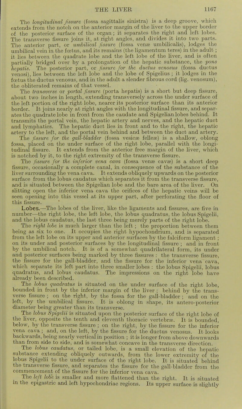 The longitudinal fissure (fossa sagittalis sinistra) is a deep groove, M'^hieh extends from the notch on the anterior margin of tlie liver to the upper border of the posterior surface of the organ; it separates the right and left lobes. The transverse fissure joins it, at right angles, and divides it into two parts. The anterior part, or umbilical fissure (fossa venae umbilicalis), lodges the umbilical vein in the foetus, and its remains (the ligamentura teres) in the adult ; it lies between the quadrate lobe and tlie left lobe of the liver, and is often partially bridged over by a prolongation of the hepatic substance, the pons hepatis. The posterior part, or fissure for the ductus venosus (fossa ductus venosi), lies between the left lobe and the lobe of Spigelius ; it lodges in the foetus the ductus venosus, and in the adult a slender fibrous cord (lig. venosum), the obUterated remains of that vessel. The transverse or portal fissure (porta hepatis) is a short but deep fissure, about two inches in length, extending transversely across the under surface of the left portion of the right lobe, nearer its posterior surface than its anterior border. It joins nearly at right angles with the longitudinal fissure, and separ- ates the quadrate lobe in front from the caudate and Spigelian lobes behind. It transmits the portal vein, the hepatic artery and nerves, and the hepatic duct and lymphatics. The hepatic duct lies in front and to the right, the hepatic artery to the left, and the portal vein behind and between the duct and artery. The fissure for the gall-bladder (fossa vesicae feHese) is a shallow, oblong fossa, placed on the under surface of the right lobe, parallel with the longi- tudinal fissure. It extends from the anterior free margin of the liver, which is notched by it, to the right extremity of the transverse fissure. The fissure for the itiferior vena cava (fossa venae cavae) is a short deep fissui'e, occasionally a complete canal, in consequence of the substance of the liver surrounding the vena cava. It extends obliquely upwards on the posterior surface from the lobus caudatus wMch separates it from the transverse fissure, and is situated between the Spigelian lobe and the bare area of the Uver. On slitting open the inferior vena cava the orifices of the hepatic veins will be seen opening into this vessel at its upper part, after perforating the floor of this fissure. Lobes.—The lobes of the liver, like the Hgaments and fissures, are five in number—the right lobe, the left lobe, the lobus quadratus, the lobus Spigelii, and the lobus caudatus, the last three being merely parts of the right lobe. The right lobe is much larger than the left ; the proportion between them being as six to one. It occupies the right hypochondrium, and is separated from the left lobe on its upper and anterior surfaces by the falciform ligament; on its under and posterior surfaces by the longitudinal fissure ; and in front by the umbilical notch. It is of a somewhat quadrilateral form, its under and posterior surfaces being marked by three fissures : the transverse fissure, the fissure for the gall-bladder, and the fissure for the inferior vena cava, which separate its left part into three smaller lobes : the lobus Spigelu, lobus quadi-atus, and lobus caudatus. The impressions on the right lobe have already been desexibed. The lobus quadratus is situated on the under surface of the right lobe, bounded in front by the inferior margin of the liver ; behind by the trans- verse fissure ; on the right, by the fossa for the gall-bladder ; and on the left, by the umbilical fissure. It is oblong in shape, its antero-posterior diameter being greater than its transverse. The lobus Spigelii is situated upon the posterior surface of the right lobe of the liver, opposite the tenth and eleventh thoracic vertebrae. It is bounded, below, by the transverse fissure ; on the right, by the fissure for the inferior vena cava ; and, on the left, by the fissure for the ductus venosus. It looks backwards, being nearly vertical in position ; it is longer from above downwards than from side to side, and is somewhat concave in the transverse direction. The lobus caudatus, or tailed lobe, is a small elevation of the hepatic substance extending obliquely outwards, from the lower extremity of the lobus Spigelii to the under surface of the right lobe. It is situated beliind the transverse fissure, and separates the fissure for the gall-bladder from the commencement of the fissure for the inferior vena cava. _ The left lobe is smaller and more flattened than the right. It is situated in the epigastric and left hypochondriac regions. Its upper surface is slightly