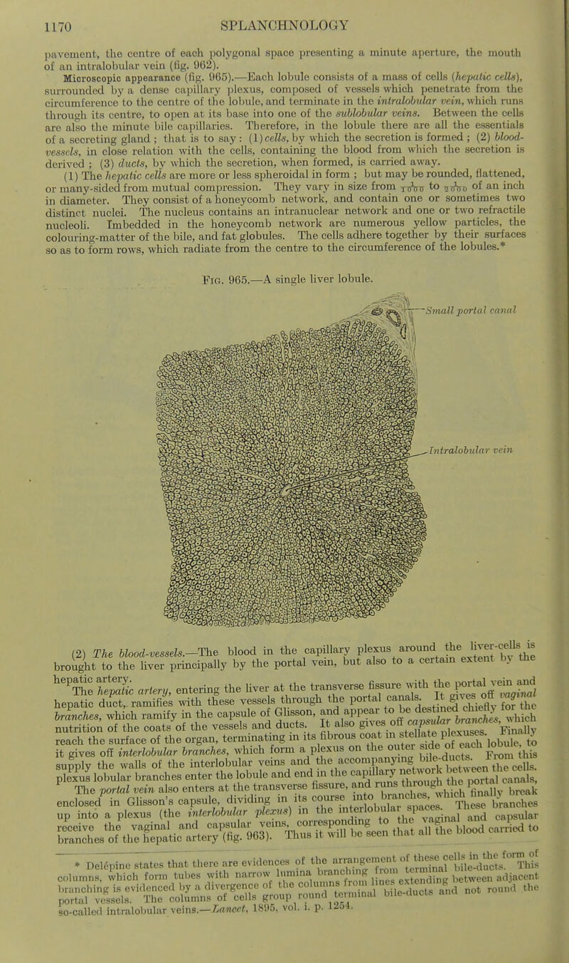 pavement, tlio centre of each polygonal space presenting a minute aperture, the mouth of an intralobular vein (lig. 962). Microscopic appearance {fig. 965).—Each lolnile consists of a mass of cells (hepalic cells), surrounded by a dense capillary ]3lexus, com|)Osed of vessels which penetrate from the circumference to the centre of the lobule, and terminate in the inlralobular vein, which runs through its centre, to open at its base into one of the sublohular veins. Between the cells are also the minute bile capillaries. Therefore, in the lobule there are all the essentials of a secreting gland ; that is to say : {I)cells, by which the secretion is formed ; (2) blood- vessels, in close relation with the cells, containing the blood from which the secretion is derived ; (3) ducts, by which the secretion, when formed, is carried away. (1) The hepatic cells are more or less s^jheroidal in form ; but may be rounded, flattened, or many-sided from mutual compression. They vary in size from y^jf to tji^Vo of an inch in diameter. They consist of a honeycomb network, and contain one or sometimes two distinct nuclei. Tlie nucleus contains an intranuclear network and one or two refractile nucleoh. Imbedded in the honeycomb network are numerous yellow particl&s, the colouring-matter of the bile, and fat globules. The cells adhere together by their surfaces so as to form rows, which radiate from the centre to the ckcumference of the lobules.* (2) The blood.vessels.-The blood in the capillary Pl^f^''^^^'^^JJ^^Jj^'Hw brought to the liver principally by the portal veni, but also to a certam extent b> the ^'^e artery, entering the liver at the transverse fissure with P-^^l ^/^n ^^^^ hepatic duet,, ramifies mth these vessels t^hrough the P^^^^^l ; fo^ branches which ramify in the capsule of Glisson, and appear to be destined cliiett> lor rnc nutnton :f the coats'^3f the vesLls and ducts It also g^-s oft reach the surface of the organ, terminating in its fibrous coat 'Y^VJ eaA lobu^^^^ to it gives off interlobular branches, which form a plexus on the outer f J ° /^^^'^ ]° supply the walls of the interlobular y^i^s and the accompanying b^^^^^^^ pllius lobular branches enter the lobule and end m the ^^^^^ ^^^^^^^^ he Sa canals, The pcyrlal vein also enters at the transverse fissure, and tj.™?';, ,,reak . D.16pino .tales Ih.. there e^videnee. ot the ''^S'T^rlcSaMif^i^^^^^^ clamn,, iblch form tubes with «»'''Vr™,i ta^ so-callcr1 intralobular xeins.—Lancet, 18!)r,. vol. i. p. 1254.