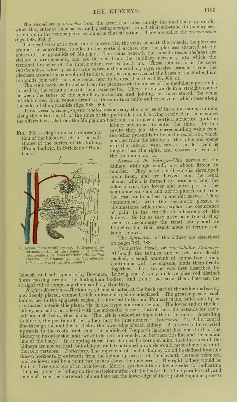 The second set of branches from the arterial arcades supi)ly the medullary pyramids, which they enter at their bases ; and, jmssing straight through their substance to theu;apices, terminate in the venous plexuses found in that situation. They are called the arUrtoe recice ^^^ThTr'enalvdL arise from three som-oes, viz. the veins beneath the capsule, the plexuses around the convoluted tubules in the cortical arches, and the plexuses situated at tlie apices of the pyramids of Malpighi. The veins beneath the capsule («ewce steUatoe) are stellate in arrangement, and are derived from the capillary network, into which the terminal branches of the interlobular arteries break up. These join to form the venm inlerlobulares, which pass in^vards between the medullary rays, receive branches from the plexuses around the convoluted tubules, and, having arrived at the bases of the Malpighian pyramids, join with the vena3 rectfe, next to be described (figs. 988, 989, h). The vence recice are branches from the plexuses at the apices of the medullary pyramids, formed by the terminations of the arteriai rectffi. They run outwards m a straight course between the tubes of the medullary structure, and joining, as above stated, the vente interlobulares, form venous arcades ; these in turn unite and form veins which pass along the sides of the pyramids (figs. 988, 989, f). These vessels, vence froprice renales, accompany the arteries of the same name, ruruung along the entke length of the sides of the pyramids ; and, having received m then- course the efferent vessels from the Malpighian bodies in the adjacent cortical structui-e, quit the kidney substance to enter the sinus. In this ca\nty they join the corresponding veins from the other pyramids to form the renal vein, which emerges from the Iddney at the hilus and opens into the inferior vena cava ; the left vein is longer than the right, and crosses in front of the abdominal aorta. Nerves of the kidney.—^Tlie nerves of the kidney, although small, are about fifteen in number. They have small gangha developed upon them, and are derived from the renal plexus, which is formed by branches from the solar plexus, the lower and outer part of the semilunar ganglion and aortic plexus, and from the lesser and smallest splanchnic nerves. They communicate with the spermatic plexus, a cu-cumstance which may explain the occurrence of pain in the testicle in affections of the kidney. So far as they have been traced, they seem to accompany the renal artery and its branches, but their exact mode of termination is not known. The lymphatics of the kidney are described on pages 787, 788. Connective tissue, or intertubtilar stroma.— Although the tubules and vessels are closely packed, a small amount of connective tissue, continuous with the capsule, binds them fu-mly together. This tissue was first described by Ludwig and Zawaryldn have observed distinct and Henle has seen them between the Fig. 990.—Diagrammatic representa- tion of the blood-vessels in the sub- stance of the cortex of the kidney. (From Ludwig, in Strieker's ' Hand- book.') l> m Ucgion of the medullary ray. b. Hegion of the tortuous portion of the tubules, ai. Arteria interlobularis. vi. Vena interlobularis. fo. Vas allerens. gl. Glomerulus, vc. Vas efferens. V. Venous twig of tlie interlobularis. Goodsir, and subsequently by Bowman, fibres passing around the Malpighian bodies ; straight tubes composing the medullary structure. Surface Marking.—Thekidneys, being situated at the back part of the abdominal cavity and deeply placed, cannot be felt unless enlarged or misplaced. The greater part of each kidney lies in the epigastric region, i.e. internal to the mid-Poupart plane, but a small part is situated outside this plane, viz. in the hypochondiiac region. The lower end of the left kidney is usually on a level with the subcostal plane : that of the right extends for about half an inch below this plane. The left is somewhat higher than the right. According to Morris, the position of the kidney may be thus defined : Anteriorly. ' 1. A horizontal line through the umbilicus is below the lower edge of each kidney. 2. A vertical hne carried upwards to the costal arch from the middle of Poupart's ligament has one-third of the kidney to its outer side, and two-thkds to its inner side, i.e. between this line and the median line of the body.' In adopting these lines it must be borne in mind that the axes of the kidneys are not vertical, but oblique, and if continued upwards would meet about the ninth thoracic vertebra. Posteriorly. The upper end of the left kidney would be defined by a line di-awn horizontally outwards from the spinous processes of the eleventh thoracic vertebra, and its lower end by a point two inches above the iliac crest. The right kidney would be half to three-quarters of an inch lower. Morris lays down the following iiiles for indicating the position of the kidney on the posterior surface of the body : 1. A line parallel with, and one inch from the vertebral column between the lower edge of the tip of the spinous process