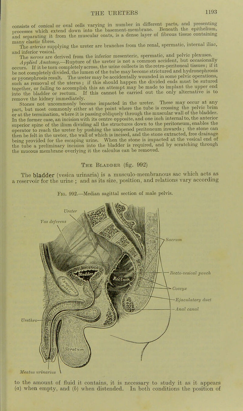 THE URETERS consists of conical or oval cells varying in number in different parts, and presentmg processes which extend down into the basement-membrane. Beneath the epithelium, and separating it from the muscular coats, is a dense layer of fibrous tissue contaimng many elastic fibres. i.- • j. i -r The arteries supplying the ureter are branches from the renal, spermatic, internal lUac, and inferior vesical. , The nerves are derived from the inferior mesenteric, spermatic, and pelvic plexuses. Applied ^wotojuy.—Rupture of the ureter is not a common accident, but occasionally occm-s. If it be torn completely across, the uiine collects in the retro-peritoneal tissues; if it be not completely di^^ded, the lumen of the tube may become strictured and hydronephrosis or pyonephrosis result. The ureter may be accidentally wounded in some pelvic operations, such as removal of the uterus ; if this should happen the divided ends must be sutured totrether, or failing to accomplish this an attempt may be made to implant the upper end into the bladder or rectum. If this cannot be carried out the only alternative is to remove the kidney immediately. Stones not uncommonly become impacted in the ureter. These may occur- at any part, but most commonly either at the point where the tube is crossing the pelvic brim or at the termination, where it is passing obliquely tlii-ough the muscular wall of the bladder. In the former case, an incision with its centre opposite, and one inch internal to, the anterior superior spine of the iliiun dividing all the structures down to tlie peritoneum, enables the operator to reach the lu-eter by pushing the unopened peritoneum inwards ; the stone can then be felt in the lu-eter, the wall of which is incised, and the stone extracted, free di'ainage being provided for the escaping urine. ^Vhen the stone is impacted at the vesical end of the tube a preluninary incision into the bladder is required, and by scratching through the mucous membrane overlying it the calculus can be removed. The Bladder (fig. 992) The bladder (vesica urinaria) is a musculo-membranous sac which acts as a reservoir for the urine ; and as its size, position, and relations vary according Fig. 992.—Median sagittal section of male pelvis. to the amount of fluid it contains, it is necessary to study it as it appears (a) when empty, and {h) when distended. In both conditions the position of