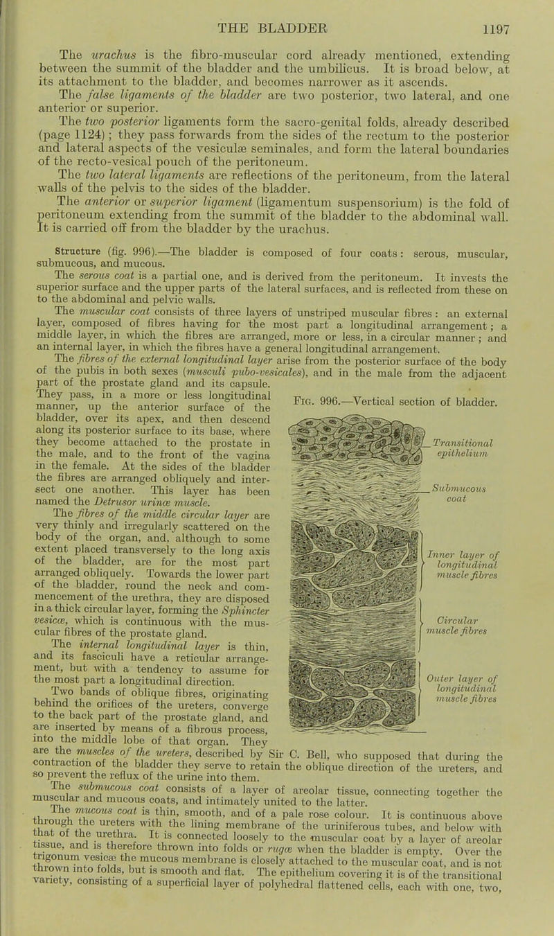 The urachus is the fibro-muscular cord ah-eady mentioned, extending between the summit of the bladder and the umbilicus. It is broad below, at its attachment to tlie bladder, and becomes narrower as it ascends. The false ligaments of the bladder are two posterior, two lateral, and one anterior or superior. The two 'posterior ligaments form the sacro-genital folds, akeady described (page 1124); they pass forwards from the sides of the rectum to the posterior and lateral aspects of the vesiculae seminales, and form the lateral boundaries of the recto-vesical pouch of the iDeritoneum. The two lateral ligaments are reflections of the peritoneum, from the lateral walls of the pelvis to the sides of tlie bladder. The anterior or superior ligament (ligamentum suspensorium) is the fold of peritoneum extending from the summit of the bladder to the abdominal wall. It is carried oflf from the bladder by the urachus. serous, muscular. Structure (fig. 996).—The bladder is composed of four coats: submucous, and mucous. The serous coat is a partial one, and is derived from the peritoneum. It invests the superior sxu-face and the upper parts of the lateral surfaces, and is reflected from these on to the abdominal and pelvic walls. The muscular coal consists of three layers of unstriped muscular fibres : an external layer, composed of fibres having for the most part a longitudinal arrangement; a middle layer, in which the fibres are arranged, more or less, in a cii'cular manner; and an internal layer, in which the fibres have a general longitudinal arrangement. The fibres of the external longitudinal layer arise from the posterior surface of the body of the pubis in both sexes {musculi puho-vesicales), and in the male from the adjacent part of the prostate gland and its capsule. They pass, in a more or less longitudinal nna \7 t- i ^ i i 11 manner, up the anterior sm-face of the 996.-Vertical section of bladder, bladder, over its apex, and then descend along its posterior sm-face to its base, where they become attached to the prostate in the male, and to the front of the vagina in the female. At the sides of the bladder the fibres are arranged obliquely and inter- sect one another. This layer has been named the Detrusor urince mtiscle. The fibres of the middle circular layer are very thinly and irregularly scattered on the body of the organ, and, although to some extent placed transversely to the long axis of the bladder, are for the most part arranged obhquely. Towards the lower part of the bladder, round the neck and com- mencement of the urethra, they are disposed in a thick circular layer, forming the Sphincter vesicce, which is continuous with the mus- cular fibres of the prostate gland. The internal longitudinal layer is thin, and its fasciculi have a reticular arrange- ment, but with a tendency to assume for the most part a longitudinal direction. Two bands of oblique fibres, originating behind the orifices of the ureters, converge to the back part of the prostate gland, and are inserted by means of a fibrous process, into the middle lobe of that organ. They ^re the muscles of the iireters, descrihed by Sir C. Bell, who supposed that dm-ing the contraction of the bladder they serve to retain the obhque direction of the uretersf and so prevent the reflux of the m-ine into them. The subrriwous coat consists of a layer of areolar tissue, connecting together the muscular and mucous coats, and intimately united to the latter. Ihe rnucous coat is thin, smooth, and of a pale rose colour. It is continuous above thiough the ureters ynth the lining membrane of the m-iniferous tubes, and below with ti«L *f.''f.*^''^; ^\}^ connected loosely to the muscular coat by a layer of areolar tissue, and ,s therefore thrown into folds or rugce when the bladder is empty. Over the twl^^?nf!fln ^ '^'-f^ i« «'o«<'ly attached to the muscular coat, and is not thio\vn into folds, but is smooth and flat. The epithelium covering it is of the transitional variety, consisting of a superficial layer of polyhedral flattened cells, each Jth one two Transitional epithelium ,Suhjnucous coat Inner layer of longitudinal m uscle fibres Circular Iuscle fibres Outer layer of longitudinal m uscle fibres