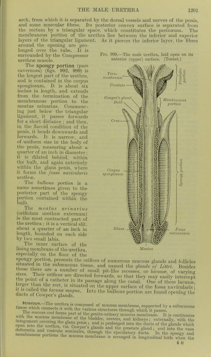 Fig. 999.—The male urethra, laid open on its anterior (upper) sui-face. (Testut.) Veru- montanum Prostate Cowper's gland Bulb Cms Corpus spongiosu n arch, from which it is separated by the dorsal vessels and nerves of the penis, and some muscular fibres. Its posterior convex surface is separated from the rectum by a triangular space, which constitutes the perinseum. The membranous portion of the urethra lies between the inferior and superior layers of the triangular ligament. As it pierces the inferior layer, the fibres around the opening are pro- longed over the tube. It is surrounded by the Compressor lu'ethrse muscle. The spongy portion (pars cavernosa) (figs. 992, 999) is the longest part of the urethra, and is contained in the corpus spongiosum. It is about six inches in length, and extends from the termination of the membranous portion to the meatus urinarius. Commenc- ing just below the triangular ligament, it passes forwards for a short distance ; and then, in the flaccid condition of the penis, it bends downwards and forwards. It is narrow, and of uniform size in- the body of the penis, measuring about a quarter of an inch in diameter; it is dilated behind, ^-itliin the bulb, and again anteriorly within the glans penis, where it forms the fossa navicitlaris urethrce. The bulbous 'portion is a name sometimes given to the posterior part of the spongy portion contained within the bulb. The meatus urinarius (orificium urethrse externum) is the most contracted part of the urethra ; it is a vertical slit, about a quarter of an inch in length, bounded on each side by two small labia. Tlie inner surface of the lining membrane of tlie urethi-a, especially on the floor of the spongy portion, presents the orifices of numerous mucous glands and follicles situated in the submucous tissue, and named the glands of Litlre. Besides these there are a number of small pit-like recesses, or lacunce, of varying sizes. Their orifices are directed forwards, so that they may easily intercept lo^l^^i? i.'^ Its passage along the canal. One of these lacun^, aigei than the rest, is situated on the upper surface of the fossa navicularis; du^t^litw^er'?^^^^^ ^^^^^ P'^^-*^*^^ f'^^ °P^'^^g tis8ul'Sch'7;;Jipntf f^'li fof mucous membrane, supported by a submucous TlJ ? f ^'^^ structures through Avhich it passes, untl, tL f P^'^^^ ^^ genito-urinary mucous membrane. It is continuous S~nt coTonrn 'T' °^ ^-^t^^'^' kidneys; externally, with the onPn^to H r H? ^ ^'''o P®^' ' i« prolonged into the ducts of the glands which dEntia andvl£.'',' ^'^^ ^'T'\^^^'''^' P^^t'^t^ ; and into the vasa deteientia and vesicuL-e semmales, through the ejaculatory ducts. In the snouEV and membranous portions the mucous membrtne is arranged i^n longitudi^^al folJ when the 4h Glans Fossa 7iavicularis Meatus