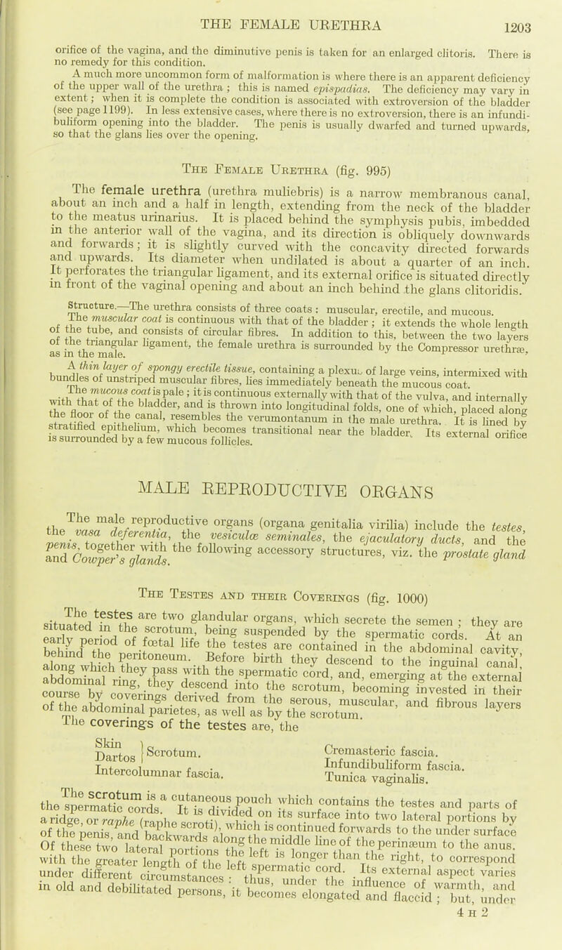 orifice of the vagina, and the diminutive penis is taken for an enlarged clitoris. There is no remedy for this condition. A much more uncommon form of malformation is where there is an api)arent deficiency of the upper wall of the urethra ; this is named epispadias. The deficiency may vary in extent; when it is complete the condition is associated wth extroversion of the bladder (see page 1199). In less extensive cases, where there is no extroversion, there is an infundi- buhform openmg nito the bladder. The penis is usually dwarfed and turned upwards, so that the glans lies over the opening. The Female Urethra (fig. 995) The female urethra (urethra muliebris) is a narrow membranous canal about an inch and a lialf in length, extending from the neck of the bladder to the meatus unnarius. It is placed beliind the symphysis pubis, imbedded m the anterior wall of the vagina, and its direction is obliquely downwards and forwards; it is slightly curved with the concavity directed forwards and upwards. Its diameter when undilated is about a quarter of an inch. It pertorates the triangular Ugament, and its external orifice is situated directly m tront ot the vaginal opening and about an inch behind the glans clitoridis. structure.—The lu-ethra consists of three coats : muscular, erectile, and mucous. The muscular coat is continuous mth that of the bladder ; it extends the whole length of the tube, and consists of circular fibres. In addition to this, between the two layers as in thrmde ^« sm-rounded by the Compressor urethrse, A thin layer o f spongy ereciile tissue, containing a plexuo of large veins, intermixed with bundles of unstnped muscular fibres, hes immediately beneath the mucous coll with TLTT^^^' ' 'V' ^°nuous externally mth that of the vulva, and internally ^eVot of the o.nn I , f '^l'^ longitudinal folds, one of which, placed along «fr.f;fi^ . ' T^T'?'''^ verumontanum in the male m-ethra. It is lined by stratified epithehum, which becomes transitional near the bladder. Its externa orifice 18 surrounded by a few mucous follicles. iis exteinai ounce MALE EEPEODUCTIVE OEGANS the^vn.^i^r^r^'^''^}''^ ^''''^^''^ genitalia virilia) include the testes, the vasa deferenha, the vesiculoe seminales, the ejaculaionj ducts and the X'X.i^s^''' '^^''^^ ' '''^ Vros^'^lfnd The Testes and their Coverings (fig, 1000) sitn«l2l^n^^lf ^^ glandular organs, which secrete the semen ; they are ner od f ? T.' ««Pended by the spermatic cord . At an SL^ tip °i-t f' contained in the abdominal cavity, Song wWchTev^^^^^^^ ^''^^ *^^^y to the inguinal can.^ SmTnal rin.^t^»f the spermatic cord, and, emerging at the externa aoaominal iing, they descend into the scrotum, becomine invested in their course by covermgs derived from the serous, muscular^ anrfibrous lav^^^^^ of the abdominal parietes, as well as by the scrotum. ^ The coverings of the testes are, the TWr^c 1 Scrotum. Cremasteric fascia. TwirJ * • Infundibuhform fascia. Intercolumnar fascia. Tunica vaginalis. the^SSt?cc'Jrd? lltT^-rr^' ^r^^^ testes and parts of B^viJ^Tralhr^^^^^ '^^'^^^ ^to two lateral portions by of tfe nenis ?n^^^ scroti) which is continued forwards to the under surfaci Of theL two ?ati^n? 7^^^^ along the middle line of theperina^um to the anus wfth ti e greater longer than the right, to correspond under dilerenrcircfl?Lces thj^^'^^' 'h^^- • ^^'^''^^ ^^P«^t varies in Old and debilitL^?^ , fen ^L^^T^^^^ 4h2