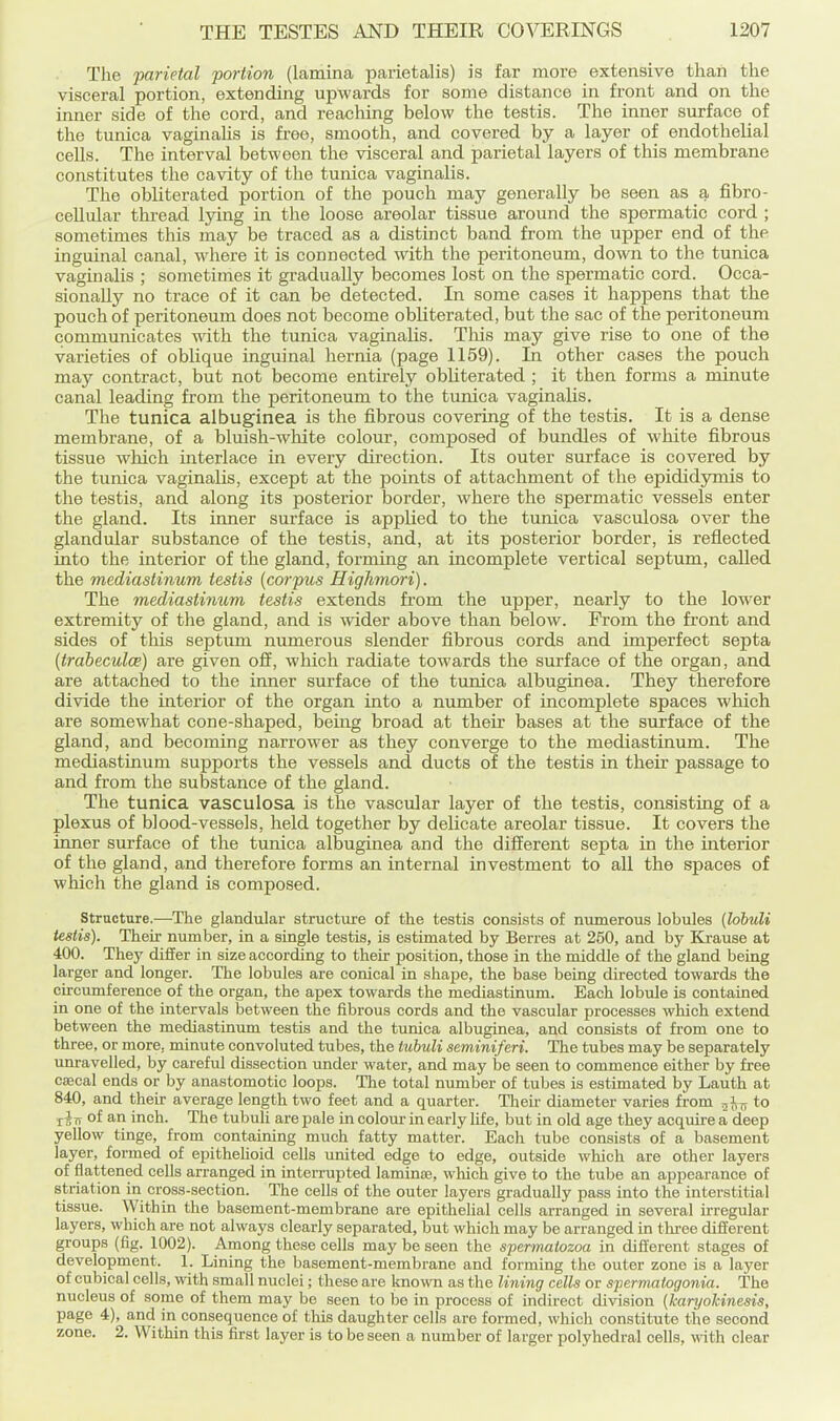 The parietal portion (lamina parietalis) is far more extensive than the visceral portion, extending upwards for some distance in front and on the inner side of the cord, and reaching below the testis. The inner surface of the tunica vaginahs is free, smooth, and covered by a layer of endothelial cells. The interval between the visceral and parietal layers of this membrane constitutes the cavity of the tunica vaginalis. The obliterated portion of the pouch may generally be seen as a fibro- cellular thi-ead lying in the loose areolar tissue around the spermatic cord ; sometimes this may be traced as a distinct band from the upper end of the inguinal canal, where it is connected with the peritoneum, down to the tunica vaginalis ; sometimes it gradually becomes lost on the spermatic cord. Occa- sionally no trace of it can be detected. In some cases it happens that the pouch of peritoneum does not become obliterated, but the sac of the peritoneum communicates with the tunica vaginalis. Tliis may give rise to one of the varieties of oblique inguinal hernia (page 1159). In other cases the pouch may contract, but not become entirely obliterated ; it then forms a minute canal leading from the peritoneum to the tunica vaginalis. The tunica albuginea is the fibrous covering of the testis. It is a dense membrane, of a bluish-white colour, composed of bundles of white fibrous tissue which interlace in every direction. Its outer surface is covered by the tunica vaginalis, except at the points of attachment of the epididymis to the testis, and along its posterior border, where the spermatic vessels enter the gland. Its iimer surface is applied to the tunica vasculosa over the glandular substance of the testis, and, at its posterior border, is reflected into the interior of the gland, forming an incomplete vertical septum, called the mediastinum testis [corpus Highmori). The mediastimcm testis extends from the upper, nearly to the lower extremity of the gland, and is wider above than below. From the front and sides of this septum numerous slender fibrous cords and imperfect septa [trabeculce) are given off, which radiate towards the surface of the organ, and are attached to the inner surface of the tunica albuginea. They therefore divide the interior of the organ into a number of incomplete spaces which are somewhat cone-shaped, bemg broad at their bases at the surface of the gland, and becoming narrower as they converge to the mediastinum. The mediastinum supports the vessels and ducts of the testis in their passage to and from the substance of the gland. The tunica vasculosa is the vascular layer of the testis, consisting of a plexus of blood-vessels, held together by deUcate areolar tissue. It covers the inner surface of the tunica albuginea and the different septa in the interior of the gland, and therefore forms an internal investment to aU the spaces of which the gland is composed. structure.—The glandular structure of the testis consists of numerous lobules {lobuli testis). Their number, in a single testis, is estimated by Berres at 250, and by Krause at 400. They differ in size according to their position, those in the middle of the gland being larger and longer. The lobules are conical in shape, the base being directed towards the circumference of the organ, the apex towards the mediastinum. Each lobule is contained in one of the intervals between the fibrous cords and the vascular processes which extend between the mediastinum testis and the tunica albuginea, and consists of from one to three, or more, minute convoluted tubes, the iubuli seminiferi. The tubes may be separately unravelled, by careful dissection under water, and may be seen to commence either by free csecal ends or by anastomotic loops. The total number of tubes is estimated by Lauth at 840, and their average length two feet and a quarter. Their diameter varies from ^Ij^ to rin of an inch. The tubuli are pale in colour in early life, but in old age they acquu-e a deep yellow tinge, from containing much fatty matter. Each tube consists of a basement layer, formed of epithelioid cells united edge to edge, outside which are other layers of flattened cells arranged in interrupted laminae, which give to the tube an appearance of striation in cross-section. The cells of the outer layers gradually pass into the interstitial tissue. Within the basement-membrane are epithehal cells arranged in several irregular layers, which are not always clearly separated, but which may be arranged in thi-ee different groups (fig. 1002). Among these cells may be seen the spermatozoa in different stages of development. 1. Lining the basement-membrane and forming the outer zone is a layer of cubical cells, with small nuclei; these are known as the lining cells or spermatogonia. The nucleus of some of them may be seen to bo in process of indirect division {karyokinesis, page 4), and in consequence of this daughter cells are formed, which constitute the second zone. 2. Within this first layer is to be seen a number of larger polyhedral cells, vdth clear