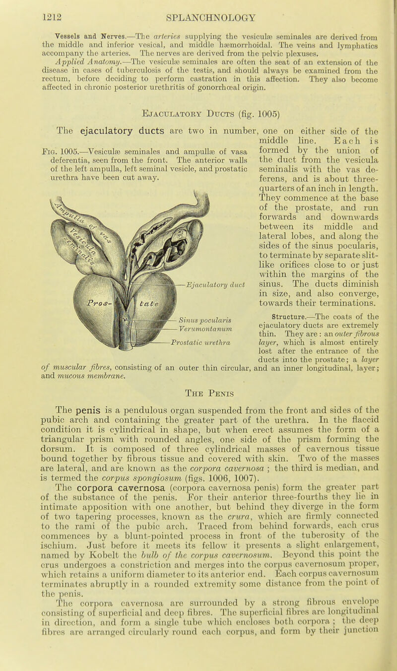 Vessels and Nerves.—Tlie arteries sujiplying the vesicvite seminales are derived from the middle and inferior vesical, and middle hajmorrhoidal. The veins and lymphatics accompany the arteries. The nerves are derived from the pelvic plexuses. Applied Anatomy.—The vesicuL-e seminales are often the seat of an extension of the disease in cases of tuberculosis of the testis, and should always be examined from the rectiun, before deciding to perform castration in this affection. They also become affected in chronic posterior urethritis of gonorrhceal origin. Ejaculatory Ducts (fig. 1005) The ejaculatory ducts are two in number, one on either side of the middle line. Each is Fig. 1005.—Vesiculse seminales and ampullae of vasa formed by the union of deferentia, seen from the front. The anterior walls the duct from the vesicula of the left ampulla, left seminal vesicle, and prostatic seminalis with the vas de- ferens, and is about three- quarters of an inch in length. They commence at the base of the prostate, and run forwards and domiwards between its middle and lateral lobes, and along the sides of the sinus pocularis, to terminate by separate slit- like orifices close to or just ^dthin the margins of the sinus. The ducts diminish in size, and also converge, towards their terminations. Structure.—The coats of the ejaculatory ducts are extremely thin. They are: a.n otder fibrous layer, which is almost entirely lost after the entrance of the ducts into the prostate; a layer of muscular fibres, consisting of an outer thin circular, and an inner longitudinal, layer; and mucous membrane. The Pbstis The penis is a pendulous organ susj)ended from the front and sides of the pubic arch and containing the greater part of the urethra. Li the flaccid condition it is cylindrical in shape, but when erect assumes the form of a triangular prism with rounded angles, one side of the prism forming the dorsum. It is composed of three cylindrical masses of cavernous tissue bound together by fibrous tissue and covered with skin. Two of the masses are lateral, and are known as the corpora cavernosa ; the third is median, and is termed the corf us spongiosum (figs. 1006, 1007). The corpora cavernosa (corpora cavernosa penis) form the greater part of the substance of the penis. For their anterior three-fourths they lie in intimate apposition wdth one another, but behind they diverge in the form of two tapering processes, known as the crura, which are firmly connected to the rami of the pubic arch. Traced from behind forwards, each crus commences by a blunt-jjointed process in front of the tuberosity of the ischium. Just before it meets its fellow it presents a slight enlargement, named by Kobelt the hulb of the corpus cavernosum. Beyond this point the crus undergoes a constriction and merges into the corpus cavernosum proper, which retains a uniform diameter to its anterior end. Each corpus cavernosum terminates abruptly in a rounded extremity some distance from the point of the penis. Tlie corpora cavernosa arc surrounded by a strong fibrous envelope consisting of superficial and deoi) fibres. The superficial fibres are longitudinal in direction, and form a single tube which encloses both corpora ; the deep fibres are arranged circularly round each corpus, and form by their junction urethra have been cut away.