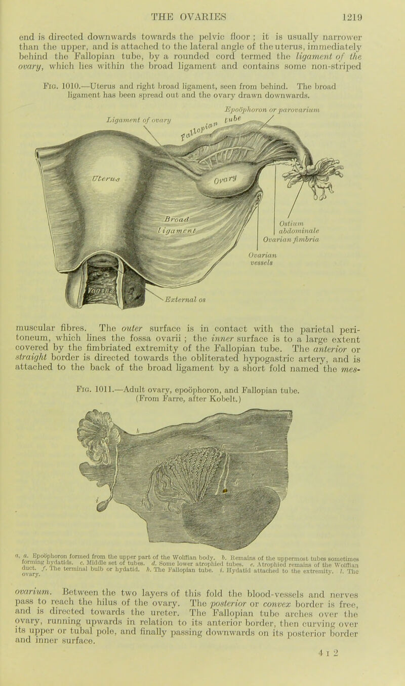 end is directed downwards towards the pelvic floor ; it is usually narrower than the upper, and is attached to the lateral angle of the uterus, immediately behind the Fallopian tube, by a rounded cord termed the lirjameni of the ovary, which lies within the broad ligament and contains some non-striped Fio. 1010.—Uterus and right hroad ligament, seen from behind. The broad ligament has been spread out and the ovary drawn downwards. EpoOphoron or pa/rovarium mu.scular fibres. The outer surface is in contact with the parietal peri- toneum, which lines the fossa ovarii ; tlie inner surface is to a large extent covered by the fimbriated extremity of the Fallopian tube. The anterior or straight border is directed towards the obliterated hypogastric artery, and is attached to the back of the broad ligament by a short fold named the mes- Fia. 1011.—Adult ovary, epoophoron, and Fallopian tube. (From Farre, after Kobelt.) ovarium. Between the two layers of this fold the blood-vessels and nerves pass to reach the hilus of the ovary. The posterior or convex border is free, and IS directed towards the ureter. The Fallopian tube arches over the ovary, running upwards in relation to its anterior border, then curving over its upper or tubal pole, and finally passing downwards on its posterior border and inner surface. 4i 2