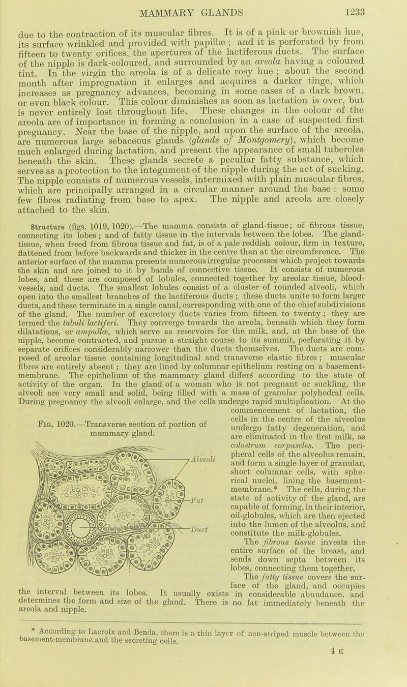 due to the contraction of its muscular fibres. It is of a pink or brownish hue, its surface wrinkled and provided with papilla ; and it is perforated by from fifteen to twenty orifices, the apertures of the lactiferous ducts. Tlie surface of the nipple is dark-coloured, and surrounded by an areola having a coloured tint. In the virgin the areola is of a delicate rosy hue ; about tlie second month after impregnation it enlarges and acquires a darker tinge, which increases as pregnancy advances, becoming in some cases of a dark brown, or even black colour. This colour diminishes as soon as lactation is over, but is never entirely lost throughout life. These changes in the colour of the areola are of importance in forming a conclusion in a case of suspected first pregnancy. Near the base of the nipple, and upon the surface of the areola, are numerous large sebaceous glands (glands of Montgomery), which become much enlarged during lactation, and present the appearance of small tubercles beneath the skin. These glands secrete a peculiar fatty substance, which serves as a protection to the integument of the nipple during the act of sucking. The nipple consists of numerous vessels, intermixed with plain muscular fibres, wliich are principally arranged in a circular manner around the base : some few fibres radiating from base to apex. The nijjple and areola are closely attached to the sldn. structure (figs. 1019,1020).—The mamma consists of gland-tissue; of fibrous tissue, connecting its lobes ; and of fatty tissue in the intervals between the lobes. The gland- tissue, when freed from fibrous tissue and fat, is of a pale reddish colour, firm in texture, flattened from before backwards and thicker in the centre than at the circumference. The anterior surface of the mamma presents numerous irregular processes which project towards the skin and are joined to it by bands of connective tissue. It consists of numerous lobes, and these are composed of lobules, connected together by areolar tissue, blood- vessels, and ducts. The smallest lobules consist of a cluster of rounded alveoli, which open into the smallest branches of the lactiferous ducts ; these ducts unite to form larger ducts, and these terminate in a single canal, corresponding \vith one of the chief subdivisions of the gland. The number of excretory ducts varies from fifteen to twenty ; they are termed the tubuli lacliferi. They converge towards the areola, beneath which they form dilatations, or ampullce, which serve as reservoirs for the milk, and, at the base of the nipple, become contracted, and pursue a straight coxu-se to its summit, perforating it by separate orifices considerably narrower than the ducts themselves. The ducts are com- posed of areolar tissue containing longitudinal and transverse elastic fibres ; muscular fibres are entirely absent; they are lined by columnar epithelium resting on a basement- membrane. The epithelium of the mammary gland differ^ according to the state of activity of the organ. In the gland of a woman who is not pregnant or suckling, the alveoli are very small and soUd, being filled with a mass of granular polyhedral cells. During pregnancy the alveoli enlarge, and the cells undergo rapid multiplication. At the commencement of lactation, the cells in the centre of the alveolus undergo fatty degeneration, and are eliminated in the first milk, as colostrum corpuscles. The peri- pheral cells of the alveolus remain, and form a single layer of granular, short columnar cells, with sphe- rical nuclei, lining the basement- membrane.* The cells, during the state of activity of the gland, are capable of forming, in their interior, oil-globules, which are then ejected into the lumen of the alveolus, and constitute the milk-globules. The fibrous tissue invests the entire surface of the breast, and sends down septa between its lobes, connecting them together. The fatty tissue covers the sm'- face of the gland, and occupies the mterval between its lobes. It usually exists in considerable abundance, and determmes the form and size of the gland. There is no fat immediately beneath the areola and nipple. * According to Lacvoix and Benda, there is a thin layer of non-striped muscle between the basement-membrane and the secreting cells. 1 K FiQ. 1020.—^Transverse section of portion of mammary gland.