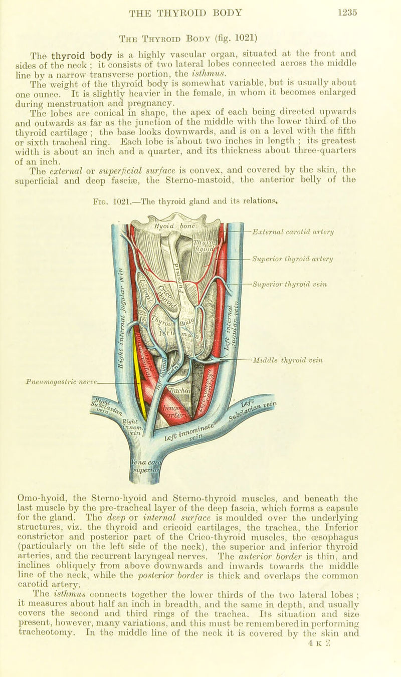 The Thyroid Body (fig. 1021) The thyroid body is a highly vascular organ, situated at the front and sides of the nock ; it consists of tw o lateral lobes connected across the middle line by a narro\^' transverse portion, the isthmus. The weight of the thyroid body is somewhat variable, but is usually about one ounce. It is slightly heavier in the female, in whom it becomes enlarged during menstruation and pregnancy. The lobes are conical in shape, the ajaex of each being directed upwards and outwards as far as the junction of the middle with the lower third of tlio thyroid cartilage ; the base looks downwards, and is on a level witli the fifth or sixth tracheal ring. Each lobe is about two inches in length ; its greatest width is about an inch and a quarter, and its thickness about three-quarters of an inch. The external or superficial surface is convex, and covered by the skin, the superficial and deep fasciae, the Sterno-niastoid, the anterior belly of the Fig. 1021.—The thyroid gland and its relations. Omo-hyoid, the Sterno-liyoid and Sterno-thyroid muscles, and beneath the last muscle by the pre-tracheal layer of the deep fascia, which forms a capsule for the gland. The deep or internal surface is moulded over the underlying structures, viz. the thyi'oid and cricoid cartilages, the trachea, the Inferior constrictor and posterior part of the Crico-thyroid muscles, the oesophagus (particularly on the left side of the neck), the superior and inferior thyroid arteries, and the recurrent laryngeal nerves. The anterior border is thin, and inclines obliquely from above downwards and inwards towards the middle line of the neck, while the posterior border is thick and overlaps the common carotid artery. The isthmus connects together the lower thirds of the two latei-al lobes ; it measures about half an inch in breadth, and the same in depth, and usuallv covers the second and third rings of tlie trachea. Its situation and size present, however, many variations, and this must be remembered in performing tracheotomy. In the middle line of the neck it is covered by tiie skin and 4 K /;