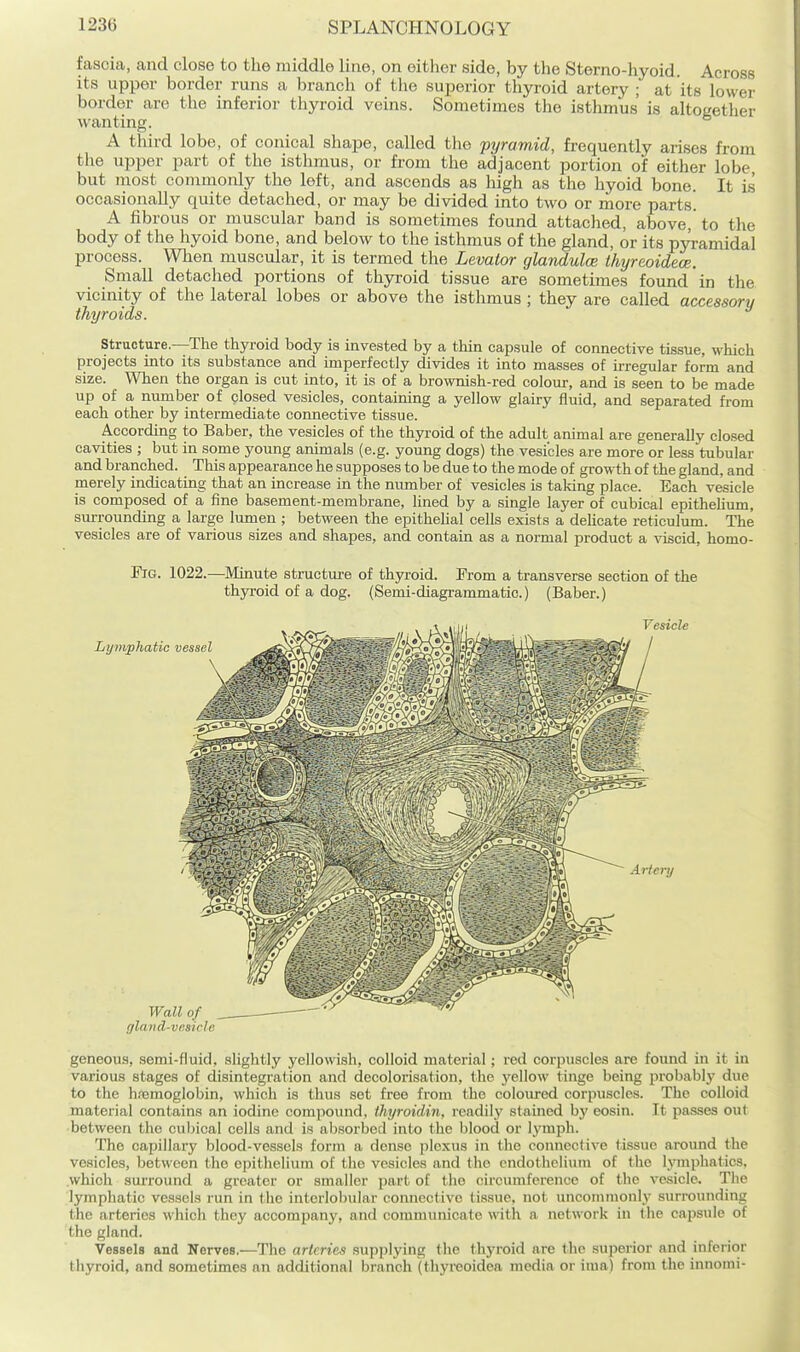 fascia, and close to the raiddlo line, on either side, by the Sterno-hyoid. Across its upper border runs a branch of tlie superior thyroid artery ; at its lower border are the inferior thyroid veins. Sometimes the isthmus is altogether wanting. A third lobe, of conical shape, called the 'pyramid, frequently arises from the upper part of the isthmus, or from the adjacent portion of either lobe but most commonly the left, and ascends as high as the hyoid bone. It is occasionally quite detached, or may be divided into two or more parts! A fibrous or muscular band is sometimes found attached, above, to the body of the hyoid bone, and below to the isthmus of the gland, or its pyramidal process. When muscular, it is termed the Levator glandulce thyreoideoe. Small detached portions of thyroid tissue are sometimes found in the vicinity of the lateral lobes or above the isthmus ; they are called accessory thyroids. Structure.—The thyroid body is invested by a thin cap.sule of connective tissue, whicli projects into its substance and imperfectly divides it into masses of irregular form and size. When the organ is cut into, it is of a brownish-red colour, and is seen to be made up of a number of closed vesicles, containing a yellow glairy fluid, and separated from each other by intermediate connective tissue. According to Baber, the vesicles of the thyroid of the adult animal are generally closed cavities ; but in some young animals (e.g. young dogs) the vesicles are more or less tubular and branched. This appearance he supposes to be due to the mode of growth of the gland, and merely indicating that an increase in the number of vesicles is taking place. Each vesicle is composed of a fine basement-membrane, lined by a single layer of cubical epithehum, sm-rounding a large lumen ; between the epithelial cells exists a deUcate reticulum. The vesicles are of various sizes and shapes, and contain as a normal product a viscid, homo- FiG. 1022.—Minute structure of thyroid. From a transverse section of the thyroid of a dog. (Semi-diagrammatic.) (Baber.) Lymphatic vessel Vesicle Artery Wall of fflaiid-vesirle geneous, semi-fluid, slightly yellowish, colloid material; red corpuscles are found in it in various stages of disintegration and decolorisation, the j'ellow tinge being probably due to the h.nemoglobin, which is thus set free from the coloured corpuscles. The colloid material contains an iodine comjjound, thyroidin, readilj' stained bj' eosin. It passes out between the cubical cells and is absorbed into the blood or lymph. The capillary blood-vessels form a dense plexus in the connective tissue around the vesicles, between the epithelium of the vesicles and the endothelium of the Ivmpliatics, which surround a greater or smaller part of the circumference of the ve.sicle. The lymphatic vessels run in the interlobular connective tissue, not uncouimouly surrounding the arteries which they accompany, and communicate with a network in (he capsule of the gland. Vessels and Nerves.—The arteries sup])lying the thyroid are the superior and inferior thyroid, and sometimes an additional branch (thyreoidea media oi- inia) from the innomi-