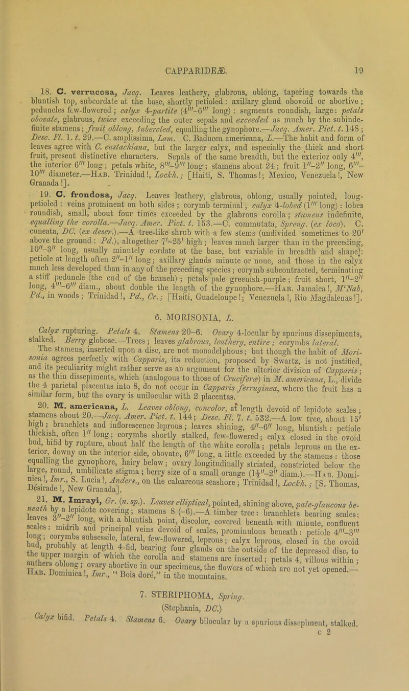18. C. verrucosa, Jacq. Leaves leathery, glabrous, oblong, tapering towards the bluntish top, subcordate at the base, shortly pe'tioled: axillary gland obovoid or abortive; peduncles ftw-flowered ; calyx 4-partite (4'-G' long) : segments roundish, large: petals obovate, glabrous, twice exceeding the outer sepals and exceeded as much by the subinde- iinite stamens; fruit oblong, tubercled, equalling the gynophore.—Jacq. Amer. Piet. t. 14S ; Pesc. FI. 1.1. 29.—C. amplissima, Lam. C. Baducca americana, L.—The habit and form of leaves agree with C. eustachiana, but the larger calyx, and especially the thick and short fruit, present distinctive characters. Sepals of the same breadth, but the exterior only 4s, the interior 6' loug ; petals white, 8'—9' long ; stameus about 24 ; fruit l-2 long, 6'- 10' diameter.—Hab. Trinidad!, Loc/c/t.; [Haiti, S. Thomas!; Mexico, Venezuela!, New Granada!]. 19. C. frondosa, Jacq. Leaves leathery, glabrous, oblong, usually pointed, long- petioled ; veins prominent on both sides ; corymb terminal; calyx 4s-lobed (1' long): lobes roundish, small, about four times exceeded by the glabrous corolla; stamens indefinite, equalling the corolla.—Jacq. Amer. Piet. t. 153.—C. commutata, Spreng. (ex loco). C. cuneata, PC. (ex descr.).—A tree-like shrub with a few stems (undivided sometimes to 20' above the ground : Pdf altogether 7-25' high ; leaves much larger than in the preceding, 10-3 long, usually minutely cordate at the base, but valuable in breadth and shape]: petiole at length often 2—1 long; axillary glands minute or none, and those in the calyx much less developed than in any of the preceding species; corymb subcontracted, terminating a stiff’ peduncle (the end of the branch) ; petals pale greenish-purple; fruit short, 1—2 long, 4'-6' diam., about double the length of the gynophore.—Hab. Jamaica!, M‘Nab, Pd., in woods; Trinidad!, Pd., Cr.; [Haiti, Guadeloupe!; A'euezuela !, Rio Magdalenas!]. 6. MORISONIA, L. Calyx rupturing. Petals 4. Stamens 20-6. Ovary 4-loeuIar by spurious dissepiments, S nv^d’ Berry globose. Trees ; leaves glabrous, leathery, entire ; corymbs lateral. Ihe stamens, inserted upon a disc, are not monadelphous; but though the habit of Mori- sonia agrees perfectly with Capparis, its reduction, proposed by Swartz, is not justified, and its peculiarity might rather serve as an argument for the ulterior division of Capparis • as the thin dissepiments, which (analogous to those of Cruciferce) in M. americana, L., divide the 4 parietal placentas into 8, do not occur in Capparis ferruginea, where the fruit has a similar form, but the ovary is unilocular with 2 placentas. 20. M. americana, L. Leaves oblong, concolor, at length devoid of lepidote scales • stamens about 20.—Jacq. Amer. Piet. t. 144; Peso. FI. 7. t. 532.—A low tree, about 15' high ; branchlets and inflorescence leprous; leaves shining, 4-6 long, bluntish : petiole thickish often 1' long; corymbs shortly stalked, few-flowered; calyx closed in the ovoid bud, bifid by rupture, about half the length of the white corolla; petals leprous on the ex- terior downy on the interior side, obovate, 6' long, a little exceeded by the stamens : those equalling the gynophore, hairy below; ovary longitudinally striated, constricted below the large, round, umbiheate stigma ; berry size of a small orange (l£-2 diam.).—Hab Domi- H^iradeT'A^ °U ^ Calcareous seasllorc J Trinidad !, Lockh. ; [S. Thomas, „ ,M‘ fmTa:yi’ Gr- SP-)- Leaves elliptical, pointed, shining above, pale-glaucous be- fikWj C?™nnS; stamens 8 (-6).-A timber tree: branchlets bearing scales; i ., ., otlS> wlth a bluntish point, discolor, covered beneath with minute, confluent scales : midrib and principal veins devoid of scales, promiuulous beneath: petiole 4'-3' had’mZlbt SMSCSS«le,iacteira,1’ few'fi°wered> Aprons; calyx leprous, closed in the ovoid tl uLcr m-Li ergtM4 C) bCam‘= f0UI Slands the outside of the depressed disc, to antfiers nl) ? which the corolla and stamens are inserted; petals 4, villous within ; hIb Domin’I rry aS™ !n SPccl,ncus>the lowers of which are not vet opened.- riAB. Dominica !, hnr., “ Bois dore,” in the mountains. 7. STERIPIIOMA, Spring. (Stcphania, PC.) Calyx bifid. Petals 4. Stamens 6. Ovary bilocular by a spurious dissepiment, stalked. c 2