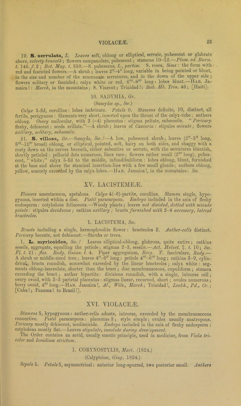 19. S. serrulata, L. Leaves soft, oblong or elliptical, serrate, pubescent or glabrate above, velvety beneath ; flowers campauulate, pubescent; stamens 10-12. Plum., ed. Burm. t. 146./. 2 ; Bot. May. t. 550.—S. pubescens, L., partim. S. rosea, Sims : the form with • red and fascicled flowers.—A shrub ; leaves 2-4 long, variable in being pointed or blunt, in the size and number of the mucronate serratures, and in the down of the upper side ; flowers solitary or fascicled; calyx white or red, 6'-8' long: lobes blunt.—Hab. Ja- maica! : March, in the mountains; S. Yiucent; Trinidad!: Sieb. Mb. Trin. 46; [Haiti]. 10. SADYMIA, Gr. (Samydse sp., Sto.) Calyx 5-fid, corolline : lobes imbricate. Petals 0. Stamens definite, 10, distinct, all fertile, perigynous : filaments very short, inserted upon the throat of the calyx-tube; anthers oblong. Ovary unilocular, with 3 (-4) placentas : stigma peltate, subsessile. “ Pericarp fleshy, dehiscent: seeds arillate.”—A shrub ; leaves of Casearia: stipules minute; flowers axillary, solitary, subsessile. 21. S. villosa, Gr.—Samyda, Sw.l—A low, pubescent shrub; leaves (2-3 long, 8'-12' broad) oblong, or elliptical, pointed, soft, hairy on both sides, and shaggy with a rusty down on the nerves beneath, either subentire or serrate, with the serratures bluntish, shortly petioled : pellucid dots numerous, lines rare; flowers rather small (2' long), pubes- cent, “white;” calyx 5-fid to the middle, infundibuliform : lobes oblong, blunt, furnished at the base and above the stamiual insertion-line with a few small glands; anthers oblong, yellow, scarcely exceeded by the calyx-lobes.—Hab. Jamaica!, in the mountains: Sw. XV. LACISTEMEiE. Flowers amentaceous, apetalous. Calyx 4(-6)-partite, corolline. Stamen single, hypo- gynous, inserted within a disc. Pistil paracarpous. Embryo included in the axis of fleshy endosperm: cotyledons foliaceous.—Woody plants; leaves not divided, dotted with minute points: stipules deciduous; catkins axillary ; bracts furnished with 2-4 accessory, lateral bracteoles. 1. LAC1STEMA, Sw. Bracts including a single, hermaphrodite flower: bracteoles 2. Anther-cells distinct. Pericarp baccate, not dehiscent.—Shrubs or trees. 1. Hi. myricoides, Sw.l Leaves elliptical-oblong, glabrous, quite entire; catkins sessile, aggregate, equalling the petiole; stigmas 2-3, sessile.—Act. Helvet. 7. t. 10; Sw. Fl. t. 21: flos. Rudy. Guian. t. 4. Piper aggregatum, Berg. P. fasciculare, Rudy.— A shrub or middle-sized tree ; leaves 4-6 long : petiole 4'-6' long ; catkins 3-9, cylin- drical.; bracts roundish, somewhat exceeded by the linear bracteoles ; calyx white : seg- ments oblong-lanceolate, shorter than the bract; disc membranaceous, cupuliform; stamen exceeding the bract; anther bipartite: divisions roundish, with a single, introrse cell; ovary ovoid, with 2-3 parietal placentas : stigmas linear, recurved, short; ovules numerous; berry ovoid, 4'long.—Hab. Jamaica!, At., Wils., March; Trinidad!, Lockh., Pd., Cr.; [Cuba!; Panama! to Brazil!]. XVI. VIOLACEiE. Stamens 5, hypogynous: .anther-cells adnate, introrse, exceeded by the membranaceous connective. Pistil paracarpous: placentas 3 ; style simple; ovules usually anatropous. Pericarp mostly dehiscent, medianicide. Embryo included in the axis of fleshy endosperm : cotyledons mostly flat.—Leaves stipulate, involute during development. The Order contains an acrid, usually emetic principle, used in medicine, from Viola tri- color and Ionidium strict am. 1. CORYNOSTYL1S, Mart. (1S24.) (Calyptrion, Giny. 1824.) Sepals 5. Petals 5, asymmetrical: anterior long-spurred, two posterior small. Anthers