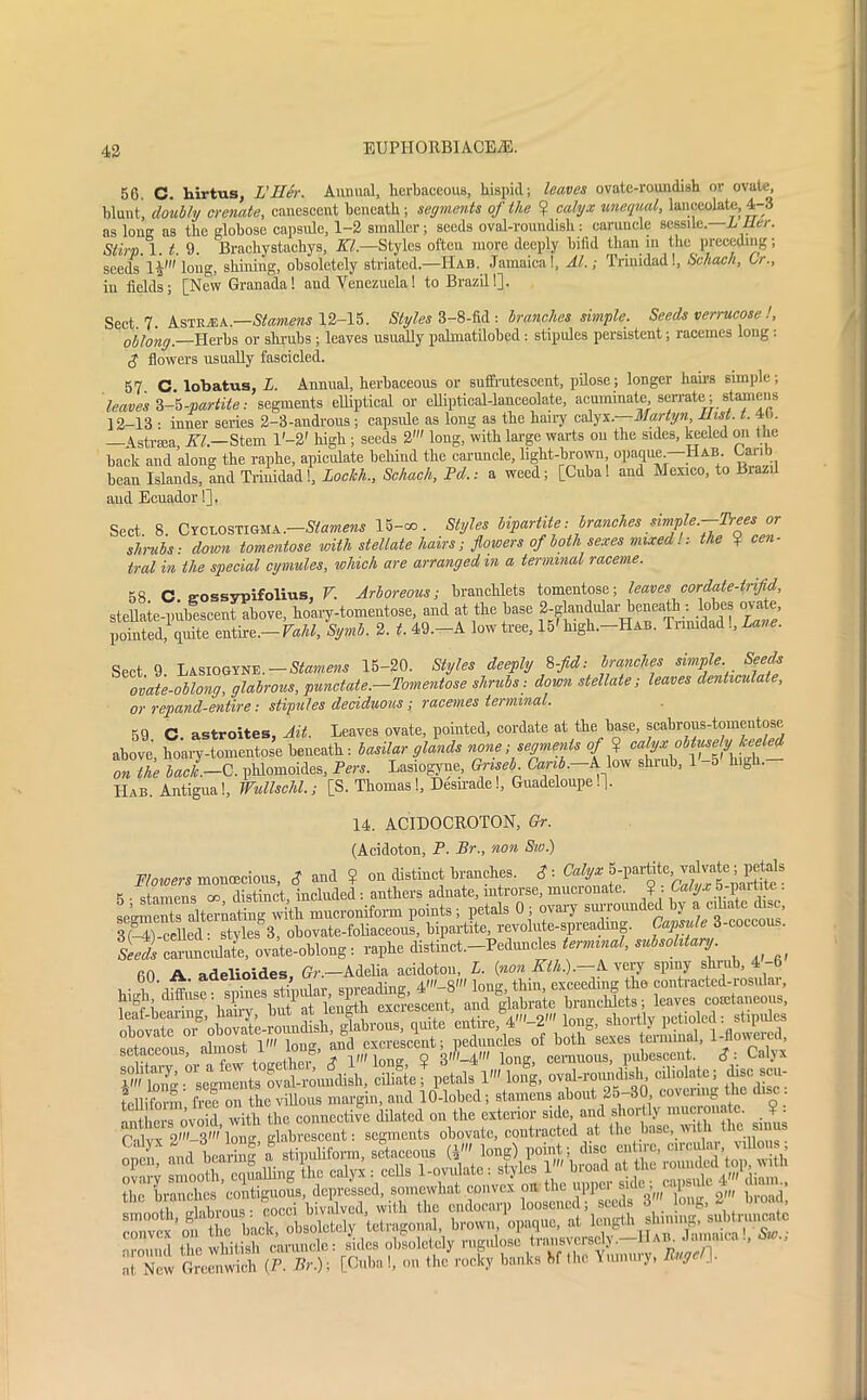 56. C. hirtus, L'Eer. Annual, herbaceous, hispid; leaves ovate-roundish or ovate, blunt', doubly cremate, canescent beneath ; segments of the ? calyx unequal, lanceolate, 4-3 as lone as the globose capsule, 1-2 smaller; seeds oval-roundisli: caruncle sessile. L Her. Slirp. 1. if. 9. Brachystachys, XI.—Styles often more deeply bifid than in the preceding; seeds 1^' long, shining, obsoletely striated.—Hab. Jamaica!, Al.; Trinidad!, Schach, Cr., in fields; [New Granada! and Venezuela! to Brazil!]. Sect. 7. Asixm/l.—Stamens 12-15. Styles 3-8-fid : branches simple. Seeds verrucosa !, oblong.—Herbs or shrubs ; leaves usually palmatilobed : stipules persistent; racemes long : $ flowers usually fascicled. 57. C. lobatus, L. Annual, herbaceous or suffrutesoent, pilose; longer hairs simple; leaves i-h-partite: segments elliptical or elliptical-lanceolate, acuminate serrate ; stamens 12-13 • inner series 2-3-androus ; capsule as long as the hairy calyx. Martyn, Hist. t. 40. _Astreea, XL—Stem l'-2' high ; seeds 2' long, with large wails on the sides, keeled on t he back and along the raphe, apiculate behind the caruncle, light-brown opaque. Hab. Canb bean Islands, and Trinidad!, Lockh., Schach, Pd.: a weed; [Cuba! and Mexico, to Brazil and Ecuador!]. Sect 8 Cyclostigma.—Stamens 15—co. Styles bipartite: branches simple.—Trees or shrubs: down tomentose with stellate hairs; flowers of both sexes mixed l: the ? cen- tral in the special cymules, which are arranged m a terminal raceme. 58 C n-ossvpifolius, V. Arboreous; branchlets tomentose; leaves cordate-trijid, stellate-pulmscent above, hoary-tomentose and at the base 2^1a,ndMar bpneaft : lo^es ova e, pointed, quite entire.— VaU, Symb. 2. t. 49.—A low tree, 15' high.-HAB. Tnmdad ., Lane. Sect 9 Lasiogyne.-Stamens 15-20. Styles deeply 8-fd: branches simple. Seeds ovate-oblong, glabrous, punctate.—Tomentose shrubs: down stellate; leaves denticulate, or repand-entire: stipules deciduous; racemes terminal. 59 C. astroites, Ait. Leaves ovate, pointed, cordate at the base, scabrous-tomentose above', boary-tomentose beneath: basilar glands none;segments of % calyx obtuse y the back.-C. phlomoides, Pers. Lasiogyue, Griseb Canb. A low shrub, 1 -o high. Hab. Antigua!, Wullscld.; [S. Thomas!, Desmade!, Guadeloupe!]. 14. ACIDOCROTON, Gr. (Acidoton, P. Br., non Sw.) Flowers monoecious, £ and ? on distinct branches. £-. 5-partite vdvate; pegs 5 • stamens an distinct, included: anthers adnate, mtrorse, mucionate. ? . Calyx 5-paitite:. feSKterUng with mucronifonn points ; petals 0 ; 3 (-41-celled- styles 3, obovate-fohaceous, bipartite, revohite-spreadmg. Capsule 6 coccous. Seeds carunculate, ovate-oblong: raphe distinct.-Pednncles terminal, subsobitary 60 A adelioides, O.-Adelia acidoton, L. (non Xlh.).- Avery spiny shrub, 4-6 . . ; ni,r snreading 4»'-8' long, thin, exceeding the contracted-rosular, setaceous almost V long, and excrescent; peduncles of both sexes terminal, Ijlou ei i, setaceous, anno &> ,,,, q yii-fn long, cemuous, pubescent. S: Calyx 4^Mng •°^Mmrots°ovM-roundish, ciliate; petals 1' long, oval-roundish ciliolate; disc scu- telliform free on the villous margin, aud 10-lobed; stamens about 25-30, covenng the disc . 1 hr branches contiguous, depressed, somewhat convex ou the uppci sic > 1 , i* ^e mcci hivalved, with the endocarp loosened; seeds 3' bug, 2 broad, W* brorn op.qoe, .t around the wlntish caruncle: sides obsolctdy rugulose transversely. 1 ' • '', ' 1 ’ at New Greenwich (P. Br.)) [Cuba !, on the rocky banks bf the Yummy, Rug I-
