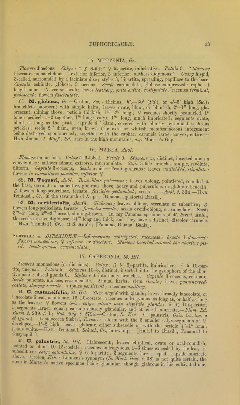 15. METTENIA, Gr. Flowersdicecious. Calyx: “3 3-fid;” ? 5-partite, imbricative. Petals 0. “Stamens biscriate, monadelphous, 4 exterior inferior, 3 interior: anthers didymous.” Ovary hispid, 3-celled, snrrounded by a laciniate disc; styles 3, bipartite, spreading, papillose to the base. Capsule echinate, globose, 3-coccous. Seeds carunculate, globose-compressed: raphe at length none.—A tree or shrub ; leaves leathery, quite entire, exstipulate ; racemes terminal, pubescent: flowers fasciculate. 61. M. g-lobosa, Gr.—Croton, Sw. ■ Ricinus, IP.—30' (Pd.), or 4-5' high (Sw.)-. branchlets pubescent with simple hairs; leaves ovate, blunt, or bluntish, 2-l long, gla- brescent, shining above: petiole thickish, 1'—2' long; ^ racemes shortly peduncled, 1 long: pedicels 5-2 together, 1' long; calyx 1' long, much imbricated: segments ovate, blunt, as long as the pistil; capsule 4' diam., covered with bluntly pyramidal, scabrous prickles; seeds 2' diam., even, brown (the exterior whitish membranaceous integument being destroyed spontaneously, together with the raphe): caruncle large, convex, entire.— Hab. Jamaica!, Macf., Pel., rare in the high mountains, e.g. Moorce’s Gap. 16. MABEA, Aubl. Flowers monoecious. Calyx 5-6-lobed. Petals 0. Stamens go, distinct, inserted upon a convex disc : anthers adnate, extrorse, mucronulate. Style 3-fid : branches simple, revolute, filiform. Capsule 3-coccous. Seeds ovoid.—Trailing shrubs; leaves undivided, stipulate’; flowers in racemiform panicles, inferior ? . 62. M. Taquari, Aubl. Branchlets pubescent; leaves oblong, pointleted, rounded at the base, serrulate or subentire, glabrous above, hoary and puberulous or glabrate beneath; 3 flowers long-pedicellate, ternate: fascicles peduncled; seeds ...—Aubl. t. 334.—Hab! Trinidad!, Or,, in the savannah of Aripe; [Guiana, equatorial Brazil], 63. m. occidentalis, Benth. Glabrous; leaves oblong, serrulate or subentire; 3 flowers long-pedicellate, ternate : fascicles sessile; seeds ovoid-oblong, ecarauculate.—Seeds 3 '-4' long, 2'-3' broad, shining-brown. In my Panama specimens of M. Piriri, Aubl., the seeds are ovoid-globose, 2^' long and thick, and they have a distinct, discolor caruncle. —Hab. Trinidad!, Cr.; at S. Ann’s; [Panama, Guiana, Bahia], Subtribe 4. DITAXIBE2E.—Inflorescence centripetal, racemose: bracts \-flowered: flowers monoecious, $ inferior, or dioecious. Stamens inserted around the abortive pis- til. Seeds globose, ecanmctilate., 17. CAPERONIA, St. HU. Flowers monoecious (or dioecious). Calyx: 3 5(-6)-partite, imbricative; ? 5-10-par- tite, unequal. Petals 5. Stamens 10-8, distinct, inserted into the gynophore of the abor- tive pistil: discal glands 0. Styles cut into many branches. Capsule 3-coccous, echinate. Seeds punctate, globose, ecaranculate— Annual herbs: stem simple; leaves penninerved- costate, sharply serrate: stipules persistent; racemes axillary. 64 C. castaneifolia, St. HU. Stem hispid with glands; leaves broadly lanceolate, or lanceolate-linear, acuminate, 16-20-costate; racemes androgynous, as long as, or half as long as the leaves: ? flowers 3-1: calyx ciliate with stipitate glands: $ 6(-10)-partite” 5 segments larger, equal; capsule densely glandular, and at length muricate.—Plum Ed Burm. t. 239./. 1; Bot. Mag. t. 2794,-Croton, L., Kth. C. palustris. Gets, (exclus. a et synon.). Lepidococea Sieberi, Turcz.l: a form with the 5 smaller calyx-segments of 2 developed.—1'-2' high; leaves glabrate, either subsessile or with the petiole A-l long; (hlawu]uil!]' IlAB' Trini(lal1 ,J Scflach> Gr., in swamps; [Haiti! to Brazil 1, Panama 1 to ?*■ Pflustris> st- Hil- Glabrescent; leaves elliptical, ovate or oval-roundish, pointed or blunt, 10-15-costate; racemes androgynous, 2-3 times exceeded by the leaf, ? su iso itary , calyx eglandular, ^ 6-5 - partite : 3 segments larger, equal; capsidc muricate ■i jove. 1 olon, Kth.: Linnmus s synonym (Ic. Mart. Hist. t. 38) is not quite certain, the stem m Martyn s native specimen being glandular, though glabrous in his cultivated one.