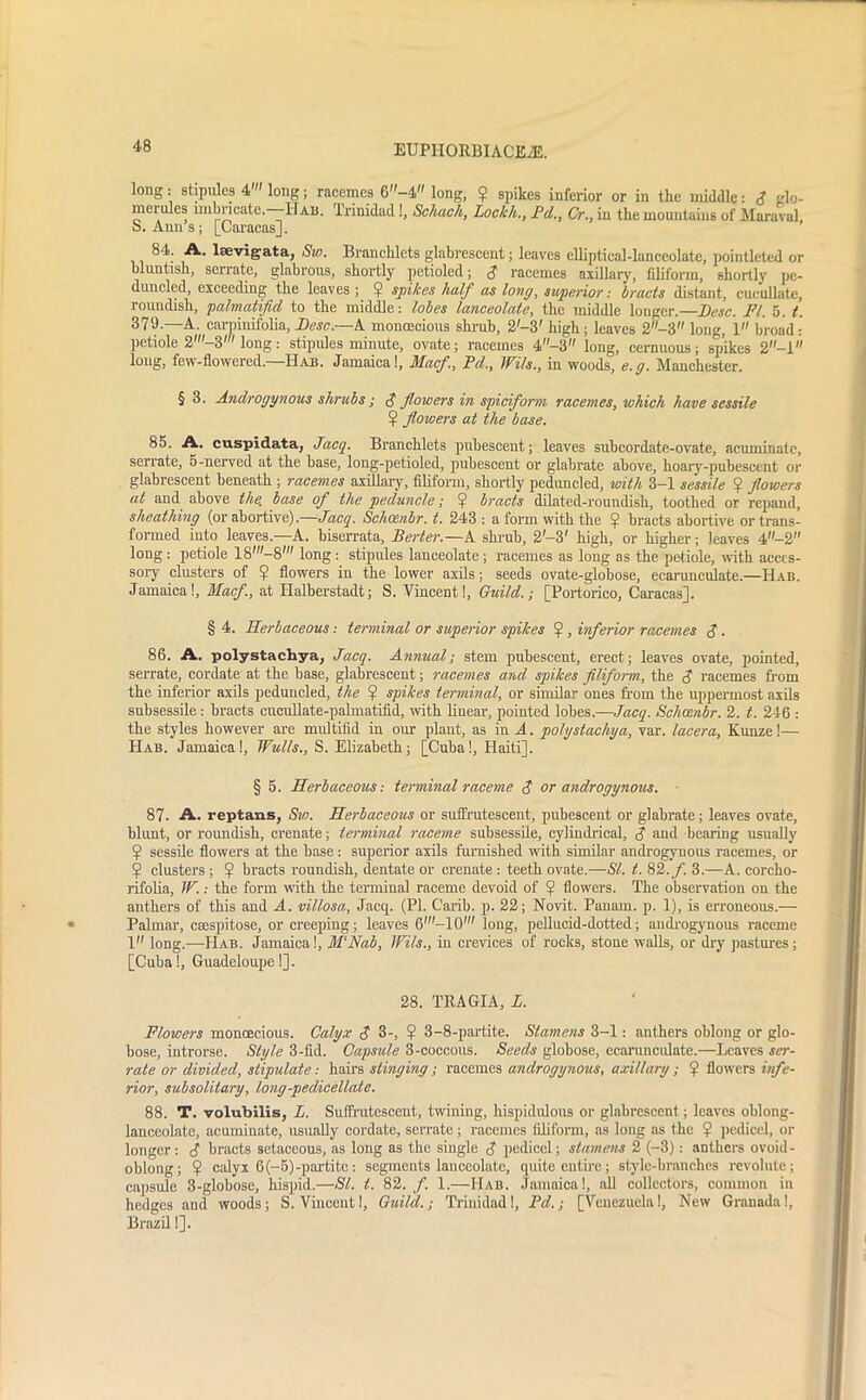 long: stipules 4' long; racemes 6-4 long, ? spikes inferior or in the middle: <J glo- meiules imbricate.—Hab. Irinidad!, Schach, LockliPd., Cr., in the mountains of Maraval, o. Ann s; [Caracas]. 84. A. laevigata, Sw. Branclilcts glabrescent; leaves elliptical-lanceolate, pointleted or bluntish, serrate, glabrous, shortly petioled; $ racemes axillary, filiform, shortly pe- duncled, exceeding the leaves; V spikes half as long, superior: bracts distant, cucullate, roundish, palmatifid to the middle: lobes lanceolate, the middle longer.—Desc. FI. 5. t. 379.—A. carpinifolia, I)esc.—A monoecious shrub, 2'-3' high; leaves 2-3 long, 1 broad: petiole 2'-3' long: stipules minute, ovate; racemes 4~3 long, cernuous; spikes 2-l long, few-flowered.—Hab. Jamaica!, Macf, Pd., Wils., in woods, e.g. Manchester. § 3. Androgynous shrubs; $ flowers in spiciform racemes, which have sessile ? flowers at the base. 85. A. cuspidata, Jacg. Brancklets pubescent; leaves subcordate-ovate, acuminate, serrate, 5-nerved at the base, long-petioled, pubescent or glabrate above, hoary-pubescent or glabi escent beneath ; racemes axillary, filiform, shortly peduncled, with 3—1 sessile ^ flowers at and above the. base of the peduncle; $ bracts dilated-roundish, toothed or repand, sheathing (or abortive).—Jacg. Schcenbr. t. 243: a form with the !j? bracts abortive or trans- formed into leaves.—A. biserrata, Berter.—A shrub, 2'-3' high, or higher; leaves 4-2 long : petiole long : stipules lanceolate ; racemes as long as the petiole, with acces- sory clusters of ^ flowers in the lower axils; seeds ovate-globose, eearunculate.—Hab. Jamaica!, Macf., at Halberstadt; S. Vincent!, Guild.; [Portorico, Caracas]. § 4. Herbaceous: terminal or superior spikes ? , inferior racemes $ . 86. A. polystachya, Jacg. Annual; stem pubescent, erect; leaves ovate, pointed, serrate, cordate at the base, glabrescent; racemes and spikes filiform, the $ racemes from the inferior axils peduncled, the ? spikes terminal, or similar ones from the uppermost axils subsessile: bracts cucullate-palmatifid, with linear, pointed lobes.—Jacg. Schcenbr. 2. t. 246 : the styles however are multilid in our plant, as in A. polystachya, var. lacera, Kunze!— Hab. Jamaica!, Wulls., S. Elizabeth; [Cuba!, Haiti], § 6. Herbaceous: terminal raceme $ or androgynous. 87. A. reptans, Sw. Herbaceous or suffrutescent, pubescent or glabrate; leaves ovate, blunt, or roundish, crenate; terminal raceme subsessile, cylindrical, S and bearing usually 5? sessile flowers at the base: superior axils furnished with similar androgynous racemes, or 5? clusters ; ? bracts roundish, dentate or crenate : teeth ovate.—SI. t. 82./’. 3.—A. corcho- rifolia, W.: the form noth the terminal raceme devoid of ? flowers. The observation on the anthers of this and A. villosa, Jacq. (PI. Carib. p. 22; Novit. Panam. p. 1), is erroneous.— Palmar, ctespitose, or creeping; leaves 6,-10' long, pellucid-dotted; androgynous raceme 1” long.-—Hab. Jamaica!, M‘Nab, Wils., in crevices of rocks, stone walls, or dry pastures ; [Cuba!, Guadeloupe!]. 28. TRAGIA, L. Flowers monoecious. Calyx $ 3-, ? 3-8-partite. Stamens 3-1: anthers oblong or glo- bose, introrse. Style 3-fid. Capsule 3-coccous. Seeds globose, eearunculate.—Leaves ser- rate or divided, stipulate.- hairs stinging; racemes androgynous, axillary; ? flowers infe- rior, subsolitary, long-pedicellate. 88. T. volubilis, L. Suffrutescent, twining, hispidulous or glabrescent; leaves oblong- lanceolate, acuminate, usually cordate, serrate ; racemes filiform, as long ns the ? pedicel, or longer: / bracts setaceous, as long as the single S pedicel; stamens 2 (-3): anthers ovoid- oblong; ? calyx 6(-5)-partite: segments lanceolate, quite entire; style-branches revolute; capsule 3-globose, hispid.—SI. t. 82. f. 1.—Hab. Jamaica!, all collectors, common in hedges and woods; S. Vincent!, Guild.; Trinidad!, Pd.; [Venezuela!, New Granada!, Brazil!].