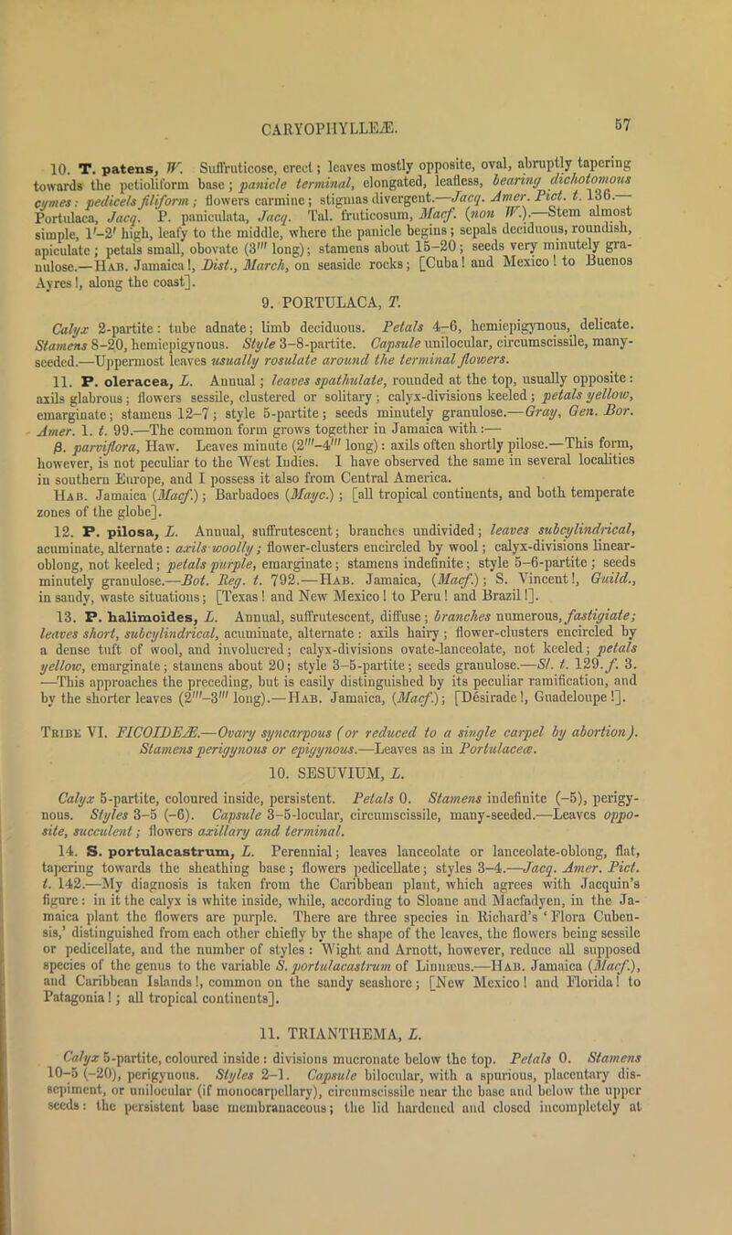 10. T. patens, Jfr. Suffruticosc, erect; leaves mostly opposite, oval, abruptly tapering towards the petioliform base; panicle terminal, elongated, leafless, bearing dichotomous cgmes: pedicels filiform; flowers carmine; stigmas divergent. Jacq. -Anier. Piet. 1.136.— Portulaca, Jacq. P. pauiculata, Jacq. Tal. truticosum, Macf. (non TP.). Stem almost simple, l'-2' high, leafy to the middle, where the panicle begins; sepals deciduous, roundish, apiculate ; petals small, ohovate (3' long); stamens about 15-20; seeds very minutely gra- nulose.—IIab. Jamaica 1, Hist., March, on seaside rocks; [Cuba! and Mexico! to Buenos Ayres!, along the coast]. 9. PORTULACA, T. Calyx 2-partite : tube adnate; limb deciduous. Petals 4-6, hemiepigynous, delicate. Stamens 8-20, hemiepigynous. Style 3-8-partitc. Capsule unilocular, circumscissile, many- scedcd.—Uppermost leaves usually rosulate around the terminal flowers. 11. P. oleracea, L. Annual; leaves spathulate, rounded at the top, usually opposite: axils glabrous; flowers sessile, clustered or solitary ; calyx-divisions keeled ; petals yellow, emarginate; stamens 12-7; style 5-partite; seeds minutely granulose.—Gray, Gen. Bor. Amer. 1. t. 99.—The common form grows together in Jamaica with:— j8. parvifiora, Haw. Leaves minute (2'-4' long): axils often shortly pilose.—This form, however, is not peculiar to the West Indies. 1 have observed the same in several localities in southern Europe, and I possess it also from Central America. Hab. Jamaica {Macf.); Barbadoes {Mayc.) ; [all tropical continents, and both temperate zones of the globe]. 12. P. pilosa, L. Annual, suffrutescent; branches undivided; leaves sub cylindrical, acuminate, alternate: axils woolly; flower-clusters encircled by wool; calyx-divisions linear- oblong, not keeled; petals purple, emarginate; stamens indefinite; style 5-6-partite ; seeds minutely granulose.—Bot. Beg. t. 792.—Hab. Jamaica, {Macf.)-, S. Vincent!, Guild., in sandy, waste situations; [Texas! and New Mexico ! to Peru! and Brazil!]. 13. P. halimoides, L. Annual, suffrutescent, diffuse; branches numerous, fastigiate; leaves short, subcylindrical, acuminate, alternate : axils hairy ; flower-clusters encircled by a dense tuft of wool, and involucred; calyx-divisions ovate-lanceolate, not keeled; petals yellow, emarginate; stamens about 20; style 3-5-partite; seeds granulose.—SI. t. 129./'. 3. —This approaches the preceding, but is easily distinguished by its peculiar ramification, and by the shorter leaves (2m—3,H long).—Hab. Jamaica, {Macf.)-, [Desirade!, Guadeloupe!]. Tribe VI. FICOI])E/E.—Ovary syncarpous (or reduced to a single carpel by abortion). Stamens perigynous or epigynous.—Leaves as in Vortulacece. 10. SESUVIUM, L. Calyx 5-partite, coloured inside, persistent. Petals 0. Stamens indefinite (-5), perigy- nous. Styles 3-5 (-6). Capsule 3-5-locular, circumscissile, many-seeded.-—Leaves oppo- site, succulent; flowers axillary and terminal. 14. S. portulacastrum, L. Perennial; leaves lanceolate or lanceolate-oblong, flat, tapering towards the sheathing base; flowers pedicellate; styles 3-4.—Jacq. Amer. Piet, t. 142.—My diagnosis is taken from the Caribbean plant, which agrees with Jacquin’s figure: in it the calyx is white inside, while, according to Sloane and Macfadyen, in the Ja- maica plant the flowers are purple. There are three species in Richard’s ‘ Flora Cnben- sis,’ distinguished from each other chiefly by the shape of the leaves, the flowers being sessile or pedicellate, aud the number of styles : Wight and Arnott, however, reduce all supposed species of the genus to the variable S. portulacastrum of Linnicus.—Hab. Jamaica {Macf), and Caribbean Islands!, common on the sandy seashore; [New Mexico 1 and Florida! to Patagonia!; all tropical continents]. 11. TRIANTHEMA, L. Calyx 5-partitc, coloured inside : divisions mucronate below the top. Petals 0. Stamens 10-5 (-20), perigynous. Styles 2-1. Capsule bilocular, with a spurious, placcntary dis- sepiment, or unilocular (if monocarpellary), circumscissile near the base and below the upper seeds: the persistent base membranaceous; the lid hardened and closed incompletely at