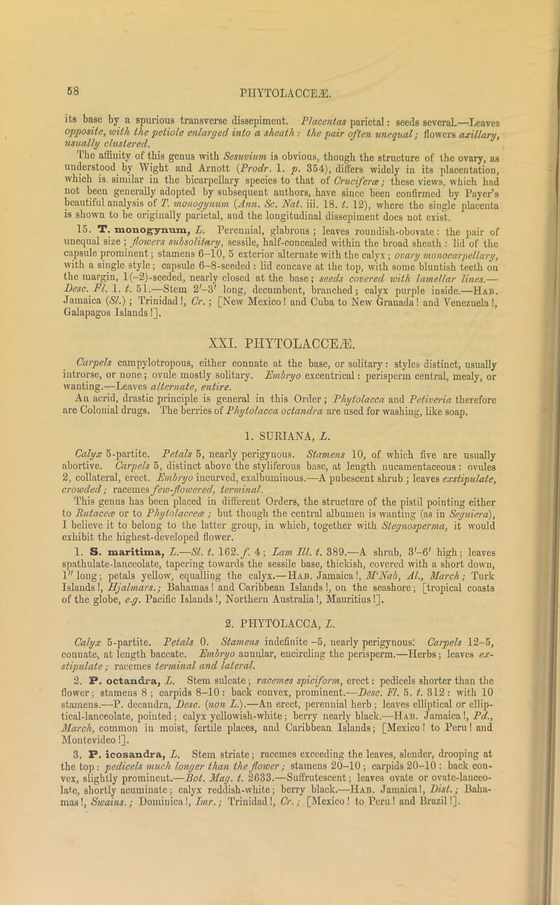 PIIYTOLACCEjE. its base by a spurious transverse dissepiment. Placentas parietal: seeds several.—Leaves opposite, with the petiole enlarged into a sheath : the pair often unequal; flowers axillary, usually clustered. The affinity of this genus with Sesuvium is obvious, though the structure of the ovary, as understood, by Wight and Arnott {Prodr. 1. p. 354), differs widely in its placentation, which is. similar in the bicarpellary species to that of Cruciferce; these views, which had not been generally adopted by subsequent authors, have since been confirmed by Payer’s beautiful analysis of T. monogynum {Ann. Sc. Nat. iii. 18. t. 12), where the single placenta is shown to be originally parietal, and the longitudinal dissepiment does uot exist. 15. T. monogynum, L. Perennial, glabrous ; leaves roundish-obovate: the pair of unequal size ; flowers subsolitary, sessile, half-concealed within the broad sheath : lid of the capsule prominent; stamens 6—10, 5 exterior alternate with the calyx ; ovary monocarpellary, with a single style; capsule 6—8-seeded: lid concave at the top, with some bluntish teeth on the margin, 1 (-2)-seeded, nearly closed at the base; seeds covered with lamellar lines.— Besc.Fl. 1. t. 51.—Stem 2'-3' long, decumbent, branched; calyx purple inside.—Hab. Jamaica {SI.); Trinidad!, Or.; [New Mexico I and Cuba to New Granada! and Venezuela!, Galapagos Islands!]. XXI. PHYTOLACCEiE. Carpels campylotropous, either connate at the base, or solitary: styles distinct, usually introrse, or none; ovule mostly solitary. Embryo excentrical: perisperm central, mealy, or wanting.—Leaves alternate, entire. An acrid, drastic principle is general in this Order; Phytolacca and Petiveria therefore are Colonial drugs. The berries of Phytolacca octandra are used for washing, like soap. 1. SURIANA, L. Calyx 5-partite. Petals 5, nearly perigynous. Stamens 10, of which five are usually abortive. Carpels 5, distinct above the styliferous base, at length nucamentaceous : ovules 2, collateral, erect. Embryo incurved, exalbuminous.—A pubescent shrub ; leaves exstipidate. crowded; racemes feio-flowered, terminal. This genus has been placed in different Orders, the structure of the pistil pointing either to Rutacece or to Phytolacceee; but though the central albumen is wanting (as in Segitiera), I believe it to belong to the latter group, in which, together with Stegnosperma, it would exhibit the highest-developed flower. 1. S. maritima, L.—SI. t. 162./. 4; Lam III. t. 389.—A shrub, 3'-6' high; leaves spathulate-lanceolate, tapering towards the sessile base, tbicldsh, covered with a short down, llong; petals yellow, equalling the calyx.— Hab. Jamaica!, M‘Nab, Al., March; Turk Islands!, Hjalmars.; Bahamas! and Caribbean Islands!, on the seashore; [tropical coasts of the globe, e.g. Pacific Islands!, Northern Australia!, Mauritius!]. 2. PHYTOLACCA, L. Calyx 5-partite. Petals 0. Stamens indefinite -5, nearly perigynous: Carpels 12-5, connate, at length baccate. Embryo annular, encircling the perisperm.—Herbs; leaves ex- stipulate; racemes terminal and lateral. 2. P. octandra, L. Stem sulcate; racemes spiciform, erect: pedicels shorter than the flower; stamens 8 ; carpids 8-10 : back convex, prominent.—Lose. FI. 5. t. 312: with 10 stamens.—P. decaudra, Besc. {non L.).—An erect, perennial herb ; leaves elliptical or ellip- tical-lanceolate, pointed ; calyx yelloivish-white; berry nearly black.—IIab. Jamaica!, Pel., March, common in moist, fertile places, and Caribbean Islands; [Mexico! to Peru 1 and Montevideo!]. 3. P. icosandra, L. Stem striate; racemes exceeding the leaves, slender, drooping at the top : pedicels much longer than the flower; stamens 20-10 ; carpids 20-10 : back con- vex, slightly prominent.—Bot. Mag. t. 2633.—Suffrutescent; leaves ovate or ovalc-lnuceo- late, shortly acuminate; calyx reddish-white; berry black.—IIab. Jamaica!, Dist.; Baha- mas!, Swains.; Dominical, Imr.; Trinidad!, Cr.; [Mexico! to Peru! and Brazil!].