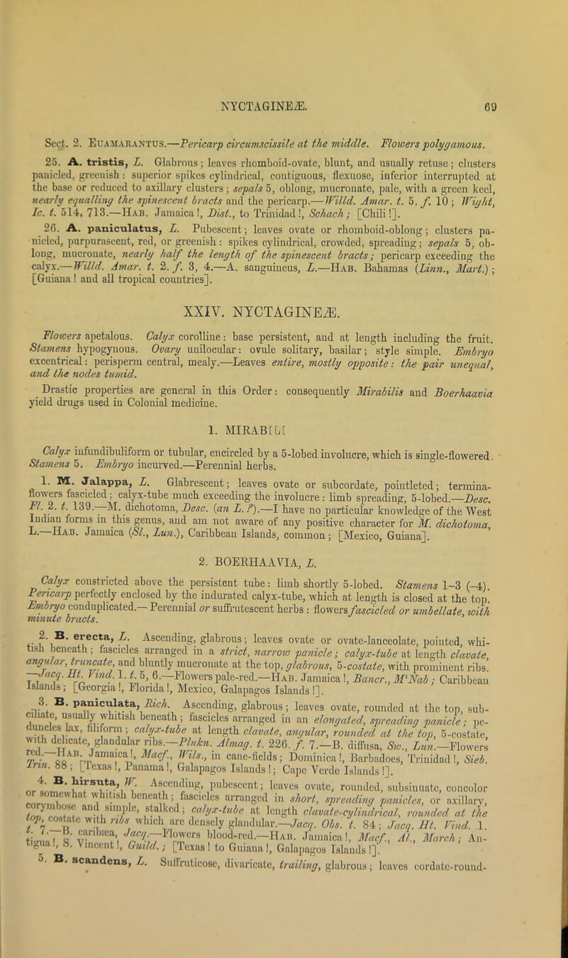 Sect. 2. Euamarantus.—Pericarp circumscissile at the middle. Flowers polygamous. 25. A. tristis, L. Glabrous ; leaves rhomboid-ovate, blunt, and usually retusc ; clusters panic-led, greenish: superior spikes cylindrical, contiguous, llexuose, inferior interrupted at the base or reduced to axillary clusters; sepals 5, oblong, mucrouatc, pale, with a green keel, nearly equalling the spinescent bracts and the pericarp.— Willd. Amar. t. 5. f. 10 ; Wight, Ic. t. 51-1, 713.—Hab. Jamaica!, Dist., to Trinidad!, Schach; [Chili!]. 26. A. paniculatus, L. Pubescent; leaves ovate or rhomboid-oblong; clusters pa- niclcd, purpurascent, red, or greenish: spikes cylindrical, crowded, spreading; sepals 5, ob- long, mucronate, nearly half the length of the spinescent bracts; pericarp exceeding the calyx.—Willd. Amar. t. 2./. 3, 4.—A. sanguineus, L.—Hab. Bahamas {Linn., Mart.)-, [Guiana! and all tropical countries]. XXIV. NYCTAGINEiE. Flowers apetalous. Calyx corolline: base persistent, and at length including the fruit. Stamens hypogynous. Ovary unilocular: ovule solitary, basilar; style simple. Embryo excentrical: perisperm central, mealy.—Leaves entire, mostly opposite: the pair unequal, and lire nodes tumid. ’ Drastic properties are general in this Order: consequently Mirabilis aud Boerhaavia yield drugs used in Colonial medicine. 1. MIRABlhi Calyx infundibuliform or tubular, encircled by a 5-lobed involucre, which is single-flowered. Stamens 5. Embryo incurved.—Perennial herbs. 1. M. Jalappa, L. Glabrescent; leaves ovate or subcordate, pointleted; termina- flowers fascicled; calyx-tube much exceeding the involucre: limb spreadiug, 5-lobed.—Desc. 1^9. M. dichotoma, Eesc. {an L. ?).—I have no particular knowledge of the West Indian forms in this genus, and am not aware of any positive character for M. dichotoma, L. Hab. Jamaica {SI., Lun.), Caribbean Islands, common; [Mexico, Guiana], 2. BOEltHAAVIA, L. Calyx constricted above the persistent tube: limb shortly 5-lobed. Stamens 1-3 (-4). Pericarp perfectly enclosed by the indurated calyx-tube, which at length is closed at the toil! Embryo conduphcated. Perennial or suffrutescent herbs : flowers fascicled or umbellate with minute bracts. 2. S. erecta, L. Ascending, glabrous; leaves ovate or ovatc-lanceolate, pointed, whi- tish beneath; fascicles arranged in a strict, narrow panicle; calyx-tube at length clavale angular, truncate and bluntly mucronate at the top, glabrous, -costate, with prominent ribs! Jacq. IIL Find. 1. to, 6.—Flowers pale-red.—Hab. Jamaica!, Bauer., M’Nab,- Caribbean Islands; [Georgia!, Honda!, Mexico, Galapagos Islands!]. 3 B. paniculata, Rich. Ascending, glabrous; leaves ovate, rounded at the top, sub- cihate, usually whitish beneath; fascicles arranged in an elongated, spreading panicle; pe- uncles lax filiform; calyx-tube at length clavale, angular, rounded at the top, 5-costate, h delicate, glandular ribs.—-Plulcn. Almag. t. 226./. 7.-B. diffusa, Sw., Lun.—Flowers rp- - Macf-' 111 cane-fields; Dominica!, Barbadoes, Trinidad!, Sieb. Inn. 88; [Texas!, Panama!, Galapagos Islands!; Cape Verde Islands!]. seeding, pubescent; leaves ovate, rounded, subsinuate, concolor ro^?hhat ^hl‘lsh bcncal1; fascicles arranged in short, spreading panicles, or axillary, t an^,3lm;Ple> stalked; calyx-tube at length clavale-cylindrical, rounded at the 1, costatc with ribs which are densely glandular.—Jacq. Obs. t. 84; Ja.cq. Hi. Find. 1. tiV.nl UankV^i7 ™CrS blood-red.—Hab. Jamaica!, Macf, A/., March; An- tigua., S. \ inccnt!, Guild.; [lexas! to Guiana!, Galapagos Islands 1], B. scandens, L. Sulfrutieose, divaricate, trailing, glabrous; leaves eordatc-round-