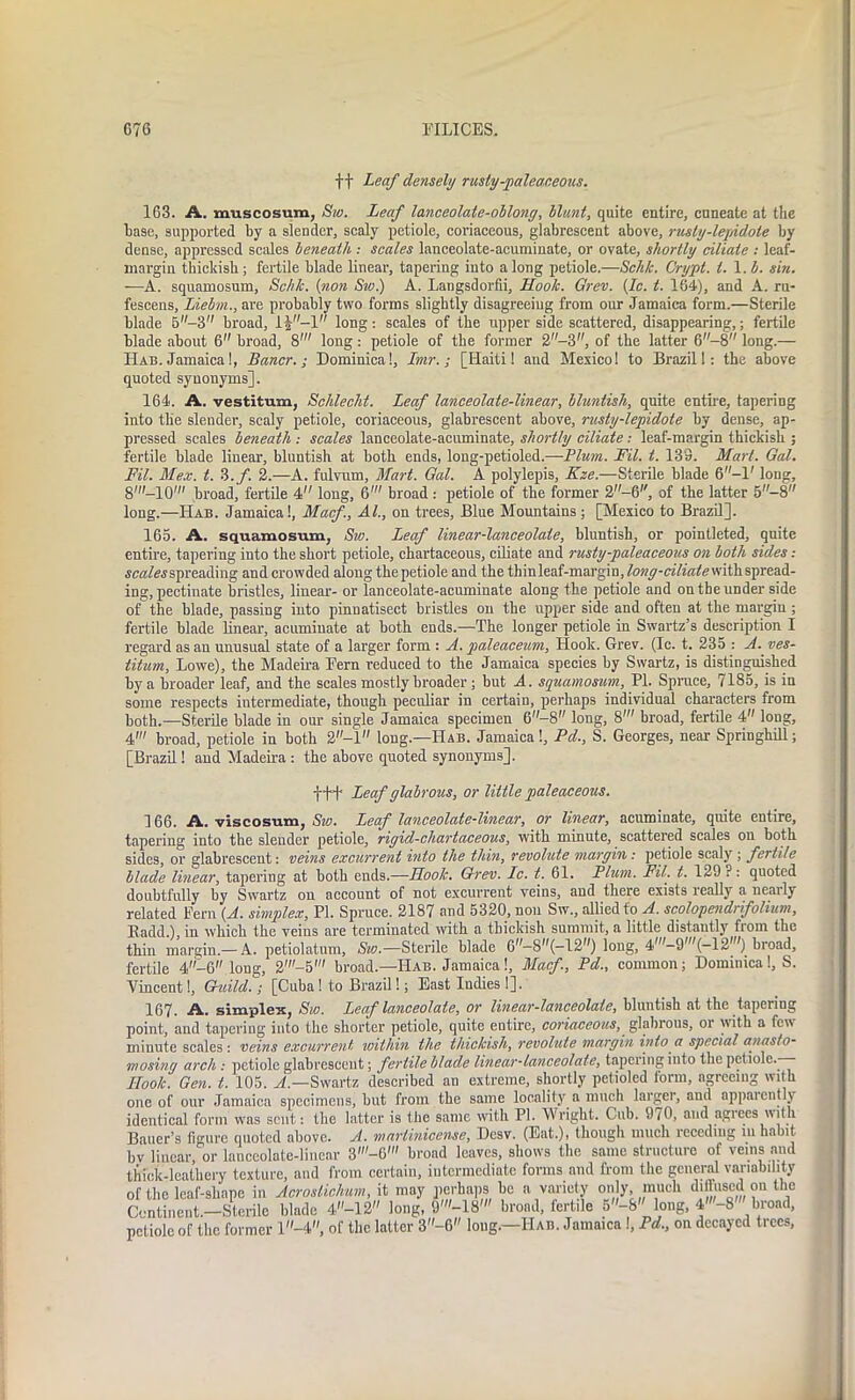 ft Leaf densely rusty-paleaceous. 163. A. muscosum, Sw. Leaf lanceolate-oblong, blunt, quite entire, cuneate at the Imse, supported by a slender, scaly petiole, coriaceous, glabrescent above, rusty-lepidote by dense, oppressed scales beneath : scales lanceolate-acuminate, or ovate, shortly ciliate : leaf- margin thickish; fertile blade linear, tapering into along petiole.—Schlc. Crypt, t. 1 ,b. sin. -—A. squamosum, Sch/c. (non Sw.) A. Langsdorfii, Hook. Grev. (Ic. t. 164), and A. ru- fescens, Liebvi., are probably two forms slightly disagreeing from our Jamaica form.—Sterile blade 5-3 broad, 1|-1 long: scales of the upper side scattered, disappearing,; fertile blade about 6 broad, 8' long: petiole of the former 2-3, of the latter 6-8 long.— Hab. Jamaica!, Bancr.; Dominica!, Imr.; [Haiti! and Mexico! to Brazil!: the above quoted synonyms]. 164. A. vestitum, Schlecht. Leaf lanceolate-linear, bluntisli, quite entire, tapering into the slender, scaly petiole, coriaceous, glabrescent above, rusty-lepidote by dense, ap- pressed scales beneath : scales lanceolate-acuminate, shortly ciliate: leaf-margin thickish ; fertile blade linear, bluntish at both ends, long-petioled.—Plum. Fit. t. 13S. Marl. Gal. Fit. Mex. t. 3./. 2.—A. fulvum, Mart. Gal. A polylepis, Kze.—Sterile blade 6-l' long, 8'-10' broad, fertile 4 long, 6' broad : petiole of the former 2-6, of the latter 5-8 long.—Hab. Jamaica!, Macf, Al., on trees, Blue Mountains; [Mexico to Brazil]. 165. A. squamosum, Sic. Leaf linear-lanceolate, bluntish, or pointleted, quite entire, tapering into the short petiole, chartaceous, ciliate and rusty-paleaceous on both sides: scales spreading and crowded along the petiole and the thinleaf-margin,fo«^-«A7iA? with spread- ing, pectinate bristles, linear- or lanceolate-acuminate along the petiole and on the under side of the blade, passing into pinnatisect bristles on the upper side and often at the margin ; fertile blade linear, acuminate at both ends.—The longer petiole in Swartz’s description I regard as an unusual state of a larger form : A. paleaceum, Hook. Grev. (Ic. t. 235 : A. ves- titum, Lowe), the Madeira Fern reduced to the Jamaica species by Swartz, is distinguished bya broader leaf, and the scales mostly broader; but A. squamosum, PI. Spruce, 7185, is in some respects intermediate, though peculiar in certain, perhaps individual characters from both.—Sterile blade in our single Jamaica specimen 6-8 long, 8' broad, fertile 4 long, 4' broad, petiole in both 2-l long.—-Hab. Jamaica!, Pd., S. Georges, near Springhill; [Brazil! and Madeira : the above quoted synonyms]. -j-+f Leaf glabrous, or little paleaceous. 166. A. viscosum, Sw. Leaf lanceolate-linear, or linear, acuminate, quite entire, tapering into the slender petiole, rigid-cliartaceous, with minute, scattered scales on both sides, or glabrescent: veins excurrent into the thin, revolute margin : petiole scaly ; fertile blade linear, tapering at both ends.—Hoolc. Grev. Ic. t. 61. Plum. Fil. t. 129?: quoted doubtfully by Swartz on account of not excurrent veins, and there exists really a nearly related Pern {A. simplex, PI. Spruce. 2187 and 5320, non Sw., allied to A. scolopendrifolium, Badd.), in which the veins are terminated with a thickish summit, a little distantly from the thin margin.— A. petiolatum, Sw.—Sterile blade 6”—S,,(-12,0 long, 4,,,-9,,,(-12w) broad, fertile 4-6 long, 2'-5' broad.—Hab. Jamaica!, Macf, Pd., common; Dominica!, S. Vincent!, Guild.; [Cuba! to Brazil!; East Indies 1], 167. A. simplex, Sw. Leaf lanceolate, or linear-lanceolate, bluntish at the tapering point, and tapering into the shorter petiole, quite entire, coriaceous, glabrous, or with a few minute scales: veins excurrent within the thickish, revolute margin into a special anasto- mosing arch : petiole glabrescent; fertile blade linear-lanceolate, tapering into the petiole.—— Hook. Gen. t. 105. A.—Swartz described an extreme, shortly petioled form, agreeing with one of our Jamaica specimens, but from the same locality a much larger, and appaiently identical form was sent: the latter is the same with PI. Wright. Cub. 9/0, and agiees with Bauer’s figure quoted above. A. martinicense, Desv. (Eat.), though much receding m habit bv linear, or lanceolate-linear 3'-6' broad leaves, shows the same structure of veins and thick-leathery texture, and from certain, intermediate forms and from the general variability of the leaf-shape in Acrosliclmm, it may perhaps be a variety only much diffused on the Continent.—Sterile blade 4-12 long, 9'-18' broad, fertile 5-8 long, 4'-8' broad, petiole of the former l-4, of the latter 3-6 long.—Hab. Jamaica!, Pd., on decayed trees,