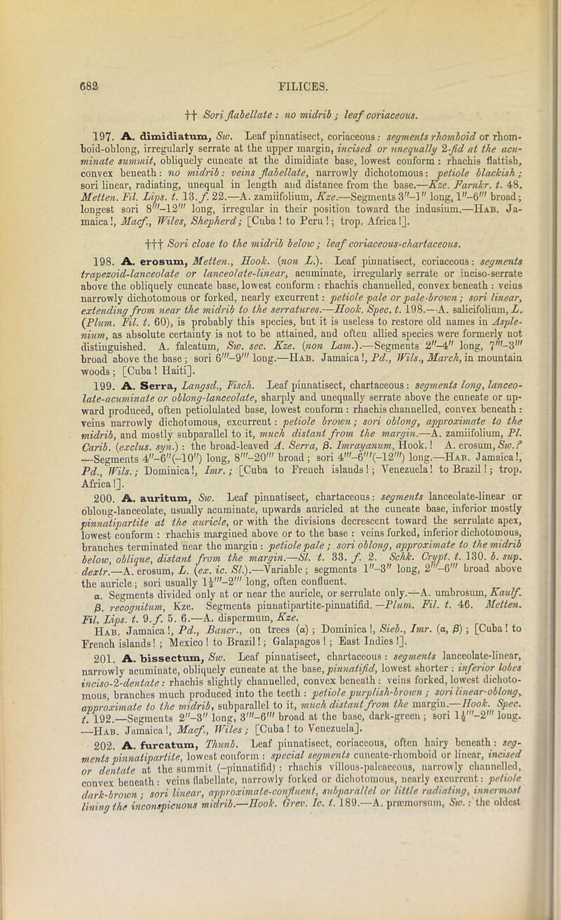 ft Sori Jlabellate : no midrib ; leaf coriaceous. 197. A. dimidiatum, Sw. Leaf pinnatisect, coriaceous: segments rhomboid or rhom- boid-oblong, irregularly serrate at tlie upper margin, incised or unequally 2 fid at the acu- minate summit, obliquely cuneate at the dimidiate base, lowest conform: rhachis flaltish, convex beneath: no midrib : veins Jlabellate, narrowly dichotomous: petiole blackish ; sori linear, radiating, unequal in length and distance from the base.—Kze. Farnlcr. t. 48. Metten. Fil. Lips. t. 13,f. 22.—A. zamiifolium, Kze.—Segments 3—] long, l-6' broad; longest sori 8’-l2' long, irregular in their position toward the indusium.—Hab. Ja- maica!, Macf, Wiles, Shepherd; [Cuba! to Peru!; trop. Africa!]. fft Sori close to the midrib below; leaf coriaceous-chartaceous. 198. A. erosum, Metten., Hoolc. (non L.). Leaf pinnatisect, coriaceous: segments trapezoid-lanceolate or lanceolate-linear, acuminate, irregularly serrate or inciso-serrate above the obliquely cuneate base, lowest conform : rhachis channelled, convex beneath : veins narrowly dichotomous or forked, nearly excurrent: petiole pale or pale-brown ; sori linear, extending from near the midrib to the serratures.—Hook. Spec. t. 198.—A. salicifolium, L. (Firm. Fil. t. 60), is probably this species, but it is useless to restore old names in Asple- nium, as absolute certainty is not to be attained, and often allied species were formerly not distinguished. A. falcatum, Sw. sec. Kze. (non Lam).—Segments 2-4 long, 7'-3' broad above the base ; sori 6'-9' long.—Hab. Jamaica!, Pd., Wils., March, in mountain woods ; [Cuba ! Haiti]. 199. A. Serra, Langsd., Fiscli. Leaf pinnatisect, chartaceous: segments long, lanceo- late-acuminate or oblong-lanceolate, sharply and unequally serrate above the cuneate or up- ward produced, often petiolulated base, lowest conform : rhachis channelled, convex beneath : veins narrowly dichotomous, excurrent: petiole brown; sori oblong, approximate to the midrib, and mostly subparallel to it, much distant from the margin.—A. zamiifolium, PI. Carib. (exclus. syn.): the broad-leaved A. Serra, y8. Imrayanum, Hook.! A. erosum, Sw..'’ —Segments 4-6(-10) long, 8'-20' broad; sori 4'-6'(-12''') long.—Hab. Jamaica!, Pd., Wils.; Dominica!, Imr.; [Cuba to French islands!; Venezuela! to Brazil!; trop. Africa!]. 200. A. auritum, Sw. Leaf pinnatisect, chartaceous: segments lanceolate-linear or oblong-lanceolate, usually acuminate, upwards aurieled at the cuneate base, inferior mostly pinnatipartite at the auricle, or with the divisions decrescent toward the serrulate apex, lowest conform : rhachis margined above or to the base : veins forked, inferior dichotomous, branches terminated hear the margin : petiole pale ; sori oblong, approximate to the midrib below, oblique, distant from the margin.—SI. t. 33. f. 2. Schk. Crypt, t. 130. b. sup. dextr.—A. erosum, L. (ex. ic. SI.).—Variable; segments l-3 long, 2-6' broad above the auricle; sori usually long, often confluent. a. Segments divided only at or near the auricle, or serrulate only.—A. umbrosmn, Kaulf. £. recognitum, Kze. Segments pinnatipartite-pinnatifid. —Plum. Fil. t. 46. Metten. Fil. Lips. t. 9./. 5. 6.—A. dispermum, Kze. Hab. Jamaica!, Pd., Bancr., on trees (a); Dominica!, Sieb., Imr. (a, 0); [Cuba! to French islands! ; Mexico ! to Brazil!; Galapagos !; East Indies !]. 201. A. bissectmn, Sw. Leaf pinnatisect, chartaceous : segments lanceolate-linear, narrowly acuminate, obliquely cuneate at the base, pinnatijid, lowest shorter: inferior lobes inciso-2-dentate: rhachis slightly channelled, convex beneath : veins forked, lowest dichoto- mous, branches much produced into the teeth : petiole purplish-brown ; sori linear-oblong, approximate to the midrib, subparallel to it, much distant from the margin.—Hook. Spec. t\ 192.—Segments 2-3 long, 3'-6' broad at the base, dark-green; sori 14'—2' long. —Hab. Jamaica!, Macf, Wiles; [Cuba ! to Venezuela]. 202. A. furcatum, Thunb. Leaf pinnatisect, coriaceous, often hairy beneath : seg- ments pinnatipartite, lowest conform : special segments cuncate-rhomboid or linear, incised or dentate at the summit (-pinnatifid) : rhachis villous-paleaceous, narrowly channelled, convex beneath: veins llabellatc, narrowly forked or dichotomous, nearly excurrent: petiole dark-brown; sori linear, approximate-confluent, subparallel or little radiating, innermost lining the inconspicuous midrib.—Hook. Grev. Ic. t. 189.—A. prtemorsum, Sw.: the oldest