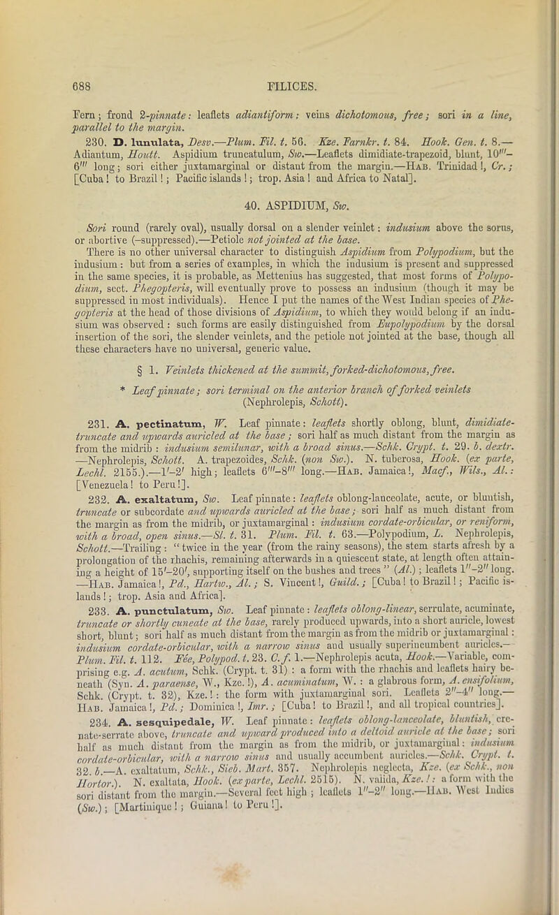 Fern; frond %-pinnate: leaflets adiantiform; veins dichotomous, free; sori in a line, parallel to the margin. 230. D. lunulata, Desv.—Plum. Fil. t. S6. Kze. Farnkr. t. 84. Hook. Gen. t. 8.— Adiantum, Houtt. Aspidium truncatulum, Sw.—Leaflets dimidiate-trapezoid, blunt, 10'- 6' long; sori either juxtamarginal or distant from the margin.—Hab. Trinidad!, Or.; [Cuba ! to Brazil!; Pacific islands !; trop. Asia ! and Africa to Natal]. 40. ASPIDIUM, Sw. Sori round (rarely oval), usually dorsal on a slender veinlet: indusium above the sorus, or abortive (-suppressed).—Petiole not jointed at the base. There is no other universal character to distinguish Aspidium from Polypodium, but the indusium : but from a series of examples, in which the indusium is present and suppressed in the same species, it is probable, as Mettenius has suggested, that most forms of Polypo- dium, sect. Phegopteris, will eventually prove to possess an indusium (though it may be suppressed in most individuals). Hence I put the names of the Wesr Indian species of Phe- gopteris at the head of those divisions of Aspidium, to which they would belong if an indu- sium was observed : such forms are easily distinguished from Eupolypodium by the dorsal insertion of the sori, the slender veinlets, and the petiole not jointed at the base, though all these characters have no universal, generic value. § 1. Veinlets thickened at the summit, forked-dichotomous, free. * Leaf pinnate ; sori terminal on the anterior branch of forked veinlets (Nephrolepis, Schott). 231. A. pectinatum, TV. Leaf pinnate: leaflets shortly oblong, blunt, dimidiate- truncate and upwards auricled at the base ; sori half as much distant from the margin as from the midrib : indusium semilunar, with a broad sinus.—Schk. Crypt, t. 29. b. de.rlr. —Nephrolepis, Schott. A. trapezoides, Schk. (non Sw.). N. tuberosa, Hook, (ex parte, Lechl. 2155.).—1'-2' high; leaflets 6'-8' long.—Hab. Jamaica!, Macf., Wils., At.: [Venezuela! to Peru!]. 232. A. exaltatum, Sw. Leaf pinnate: leaflets oblong-lanceolate, acute, or bluntish, truncate or subcordate and upivards auricled at the base; sori half as much distant from the margin as from the midrib, or juxtamarginal: indusium cordate-orbicular, or reniform, with a broad, open sinus.—St. t. 31. Plum. Fil. t. 63.—Polypodium, L. Nephrolepis, Schott.—Trailing : “ twice in the year (from the rainy seasons), the stem starts afresh by a prolongation of the rliaehis, remaining afterwards in a quiescent state, at length often attain- ing a height of 15-20', supporting itself on the bushes and trees ” (Al.); leaflets l-2 long. —Hab. Jamaica!, Pd., Hartw., Al.; S. Vincent!, Guild. ; [Cuba! to Brazil!; Pacific is- lands !; trop. Asia aud Africa]. 233. A. punctulatum, Sw. Leaf pinnate: leaflets oblong-linear, serrulate, acuminate, truncate or shortly cuneate at the base, rarely produced upwards, into a short auricle, lowest short, blunt; sori half as much distant from the margin as from the midrib or juxtamarginal: indusium cordate-orbicular, with a narrow sinus and usually superincumbent auricles.- Plum. Fil. t. 112. Fee, Polypod. t. 23. C.f. 1.—Nephrolepis acuta, Hook.—Variable, com- prising c.g. A. acutum, Schk. (Crypt, t. 31) : a form with the rhachis aud leaflets hai i y be- neath (Syn. A. paraense, W., Kze.!), A. acuminatum, W. : a glabrous form, A. ensifolium, Schk. (Crypt, t. 32), Kze.!: the form with juxtamarginal sori. Leaflets 2-4 long.— Hab. Jamaica !, Pd.; Dominica !, Imr. ; [Cuba! to Brazil!, and all tropical countries], 234. A. sesquipedale, TV. Leaf pinnate: leaflets oblong-lanceuluic, bluntish, crc- nate-serrate above, truncate and upward produced into a deltoid auricle at the base; sori half as much distant from the margin as from the midrib, or juxtamarginal: indusium cordate-orbicular, with a narrow sinus and usually nccumbcnt auricles.—Schk. Crypt, t. 32 b. A. exaltatum, Schk., Sieb. Mart. 357. Nephrolepis neglecta, Kze. (ex Schk., non Hortor.). N. exallala. Hook, (exparte, Lechl. 2515). N. vaiida, Kze. !; a form with the sori distant from the margin.—Several feet high ; leaflets l-2 long.—11ab. West Indies (Sw.); [Martinique!; Guiana! to Peru !].