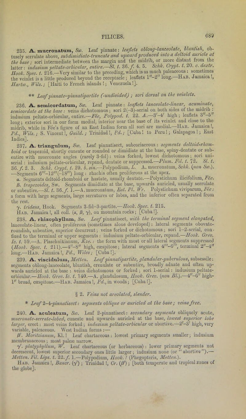 235. A. mucronatum, Sw. Leaf pinnate: leaflets oblong-lanceolate, bluntish, ob- tusely serrulate above, subdimidiate-truncate and upward produced into a deltoid auricle at the base ; sori intermediate between the margin and the midrib, or more distant from the latter: indusiumpeltate-orbicular, entire.—St. t. 36./. 4. 5. Sch/c. Crypt, t. 20. c. dextr. Hook. Spec. t. 216.—Very similar to the preceding, which is as much paleaceous : sometimes the veinlet is a little produced beyond the receptacle ; leaflets l-2 long. -Hab. Jamaica!, Hartw., Wils.; [Haiti to French islands !; Venezuela!]. ** Leaf pinnate-pinnatipartite (-undivided) ; sori dorsal on the veinlets. 236. A. semicordatum, Sw. Leaf pinnate : leaflets lanceolate-linear, acuminate, semicordate at the base : veins dichotomous ; sori 2(—3)-serial on both sides ol the midrib, indusium peltate-orbicular, entire.—Fee, Toly pod. t. 22. A.—3'-4' high; leaflets 3 -5 long; exterior sori in our form medial, interior near the base of its veinlet and close to the midrib, while in Fee’s figure of an East Indian form all sori are medial.—Hab. Jamaica!, Pd., JFils.; S. Vincent!, Guild.; Trinidad!, Pd.; [Cuba! to Peru!; Galapagos !; East Indies], 237. A. triangulum, Sw. Leaf pinnatisect, subcoriaceous : segments deltoid-rhom- boid or trapezoid, shortly cuueate or rounded or dimidiate at the base, spiny-dentate or sub- entire with mucronatc angles (rarely 3-fid) : veins forked, lowest dichotomous; sori uni- serial : indusium peltate-orbicular, repand, dentate or suppressed. Plum. Fit. t. 72. SI. t. 36./. 2. 3. Schk. Crypt, t. 29. b. sin.—Polypodium, L. A. mucronatum, Schk. (non Sw.). —Segments 6'-12'(-18') long : rhachis often proliferous at the apex. a. Segments deltoid-rhomboid or hastate, usually dentate.—Polysticlnun ilicifolium. Fee. 0. trapezoideSj Sw. Segments dimidiate at the base, upwards auricled, usually serrulate or subentire.—Si. t. 36./. 1.—A.mucronatum. Eat. PI. Wr. Polystichum viviparum. Fee: a form with large segments, large serratures or lobes, and the interior often separated from the rest. 7. tridens. Hook. Segments 3-fid-3-partite.—Hook. Spec. t. 215. Hab. Jamaica!, all coll, (a, 0, 7), on mountain rocks; [Cuba!]. 238. A. rhizophyllum, Sw. Leaf pinnatisect, with the terminal segment elongated, lanceolate-linear, often proliferous (sometimes alone developed): lateral segments obovate- roundish, subeutire, superior decurrent; veins forked or dichotomous ; sori 1-2-serial, con ■ fined to the terminal or upper segments : indusium peltate-orbicular, repaud.—Hook. Grev. Ic. t. 59.—A. Plasehnikianum, Kze.: the form with most or all lateral segments suppressed {Hook. Spec. t. 211).—4-8 high, ctespitose; lateral segments 4'-6', terminal 2-4 long.—Hab. Jamaica !, Pd., Wiles; [Cuba!]. 239. A. viscidulum, Melten. Leaf pinnaiipartite, glandular-puberulous, subsessile: segments obloug-lauceolate, bluntish, creuulate or subeutire, broadly adnate and olteu up- wards auricled at the base : veins dichotomous or forked ; sori 1-serial: indusium peltate- orbicular.—Hook. Grev.Ic. t. 140.—A. glandulosum. Hook. Grev. (non El.).—4f,-6 liigh- 1 broad, ctespitose.—Hab. Jamaica !, Pd., in woods; [Cuba!]. § 2. Veins not areolated, slender. * Leaf 2-4';pinnatisect: segments oblique or auricled at the base; veins free. 240. A. aculeatum, Sw. Leaf 2-pinnatisect: secondary segments obliquely acute, macronate-serrale-lobed, cuneate and upwards auricled at the base, lowest superior lobe larger, erect: most veins forked; indusium peltate-orbicular or abortive.—2,-3/ high, very variable, paleaceous. West Indian forms :— 0'. Moritzianum, Kl.! Leaf ehartaeeous; lowest primary segments smaller; indusium membranaceous; most palcte narrow. f ■ plulyphyllum, W. Leaf ehartaeeous (or herbaceous): lower primary segments not decrescent, lowest superior secondary ones little larger ; indusium none (or “ abortive”).— Metten. Fit. Lips. t. 22./. 1.—Polypodium, llook. I (Phegopteris, Metlen.). Hab. Jamaica 1, jSaner. (7'); Trinidad !, Or. {&'); [both temperate and tropical zones of the globe].