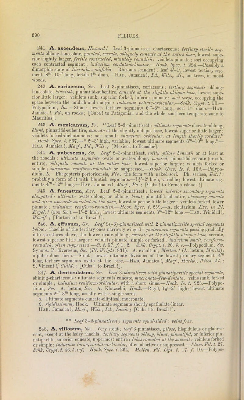 241. A. ascendens, Hewarcl! Leaf 3-pinnatisect, chartaceous : tertiary sterile seg- ments oblong-lanceolate, pointed, serrate, obliquely cuneate at the entire base, lowest supe- rior slightly larger, fertile contracted, minutely roundish: vciulets pinnate; sori occupying each contracted segment : indusium cordate-orbicular.—Rook. Spec. t. 224.—Possibly a dimorphic state of Eicsonia coniifolia. lthizoma scandent; leaf 4-1', lowest tertiary seg- ments 8'-10' long, fertile 1' diam.—Hab. Jamaica!, Pd., Wils., At., on trees, in moist woods. 242. A. coriaceum, Sw. Leaf 3-pinnatisect, coriaceous: tertiary segments oblong- lanceolate, bluntish, piunatilid-subentire, cuneate at the slightly oblique base, lowest supe- rior little larger : veinlets sunk, superior forked, inferior pinnate; sori large, occupying the space between the midrib and margin: indusium peltate-orbicular.—Schk. Crypt, t. 50.— Polypodium, Sw.—Stout; lowest tertiary segments 6'-8' long; sori 1' diam.—Hab. Jamaica !, Pd., on rocks ; [Cuba ! to Patagonia! and the whole southern temperate zone to Mauritius]. 243. A. mexicanum, Pr. “ Leaf 2-3-pinnatisect: idtimate segments obovate-oblong, blunt, piunatilid-subentire, cuneate at the slightly oblique base, lowest superior little larger : veiulets forked-dichotomous ; sori small: indusium orbicular, at length shortly cordate.” —Rook. Spec. t. 267.—“ 2'-3' high, variable; lowest ultimate segments 6'-10' long.”— Hab. Jamaica \, Macf., Pd., Wils.; [Mexico! to Ecuador], 244. A. pubescens, Sw. Leaf 2-3-pinnatisect, softly pilose beneath or at least at the rbackis : ultimate segments ovate or ovate-oblong, pointed, pinnatifid-serrate (or sub- entire), obliquely cuneate at the entire base, lowest superior larger: veinlets forked or simple ; indusium reniform-roundisli or suppressed.—Rook. Grev. Ic. t. 162.—Polypo- dium, L. Phegopteris portoricensis, F6e : the form with naked sori. Ph. sericea, Eat. I : probably a form of it with bluntish segments.—1/-2' high, valuable; lowest ultimate seg- ments 4,-12' long.—Hab. Jamaica!, Macf., Pd.; [Cuba! to French islands !]. 245. A. funestum, Kze. Leaf 2-3-pinnatisect: lowest inferior secondary segments elongated: ultimate ovate-oblong or oblong, blunt, pinnatifid-subentire, obliquely cuneate and often upwards auricled at the base, lowest superior little larger : veinlets forked, lower pinnate; indusium reniform-roundisli.—Plook. Spec. t. 259.—A. cicutarium, Kze. in PI. Kegel. I (non Sw.).—l'-2'kigh ; lowest ultimate segments S'-12' long.—Hab. Trinidad!, Woodf.; [Portorico ! to Brazil!]. 246. A. effusum, Gr. Leaf 2(-3)-pinnatisect with 2-pinnatiparlite special segments below: rhachis of the tertiary ones narrowly winged : quaternary segments passing gradually into serratures above, the lower ovate-oblong, cuneate at the slightly oblique base, serrate, lowest superior little larger : veiulcts pinnate, simple or forked ; indusium small, reniform- roundisli, often suppressed.—SI. t. 57.f 1. 2. Schk. Crypt, t. 26. b. c.—Polypodium, Sw. Synops. P. divergens, Sw. (PL Wriglit. 831). A. excultum, Metten. / (A. lsetum, Moritz): a puberulous form.—Stout ; lowest ultimate divisions of the lowest .primary segments 4' long, tertiary segments ovate at the base.—Hab. Jamaica!, Macf., Rartiv., Wiles, Al.; S. Vincent!, Guild. ; [Cuba! to Brazil!]. 247- A. denticulatum, Sw. Leaf 3-pinnatisect with pinnatiparlile special segments, sbining-chartaceous : ultimate segments cuneate, mucronate-few-denlate: veins sunk, forked or simple; indusium reniform-orbicular, with a short sinus.— Rook. Lc. t. 923.—Polypo- dium, Sw. A. lsetum, Sw. A. Klotzschii, Rook.—Rigid, l)'-2' high; lowest ultimate segments 2,-3' long, usually with a single sorus. a. Ultimate segments cuneate-elliptical, mucronate. (!. rigidissimum.. Hook. Ultimate segments shortly spathulate-linear. Hab. Jamaica!, Macf., Wils., Pd., Lamb.; [Cuba! to Brazil!]. ** Leaf 3-2-pinnatisect; segments equal-sided: veins free. 248. A. villosum, Sw. Very stout; to?/3-pinnatisect, pilose, hispidulous or glabros- cent, except at the hairy rhachis : tertiary segments oblong, blunt, pinnatifid, or inferior pin- natipartite, superior cuneate, uppermost entire : lobes rounded at the summit: veinlets forked or simple; indusium large, cordate-orbicular, often abortive or suppressed.—Plum. Fit. 1. 27. Schk. Crypt, i. 46. b. inf. Rook. Spec. t. 264, Metten. Fit. Lips. t. 17-/ 10.—Polypo-